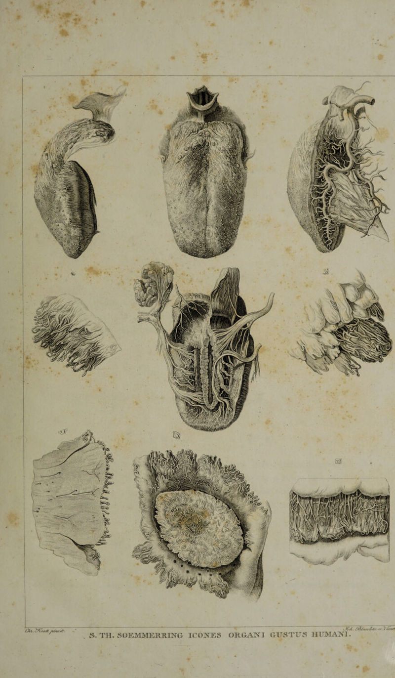 CAi. 9i&gt;A. 'SAjt&lt;/-uÄAr iSSS/ft TU. SOEMMEIÖUNG ICOOTLS ORGANI CILSTUS HUMAN]