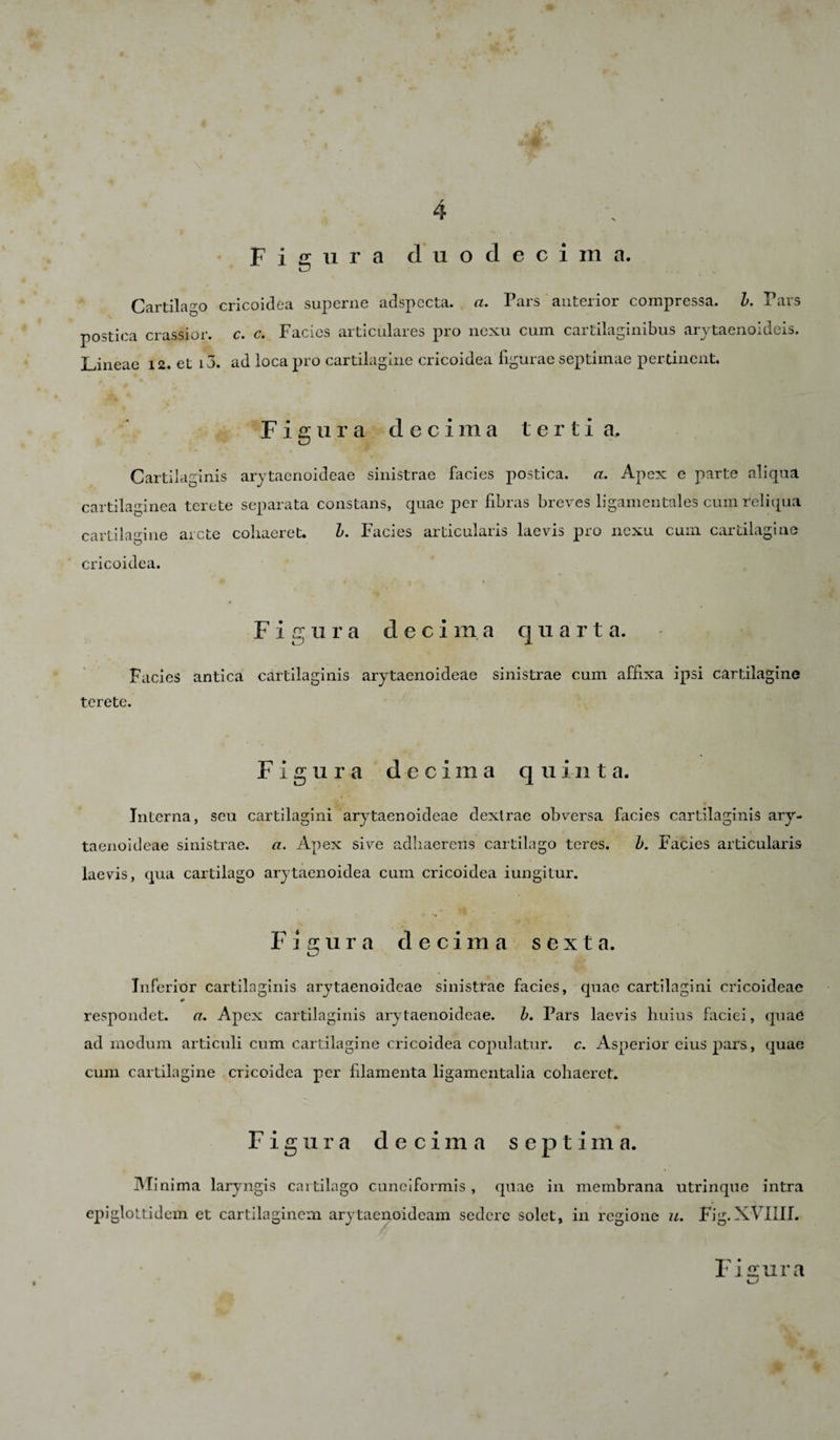 Figura duodecima. Cartilago cricoidea superne adspecta, a. Pars anterior compressa, b. Pars postica crassior, c. c. Facies articulares pro nexu cum cartilaginibus arytaenoideis. Lineae 12. et i3. ad loca pro cartilagine cricoidea figurae septimae pertinent. Figura decima terti a. Cartilaginis arytaenoideae sinistrae facies postica. a. Apex e parte aliqua cartilaginea terete separata constans, quae per fibras breves ligamentales cum reliqua cartilagine arcte cohaeret. b. Facies articularis laevis pro nexu cum cartilagine ö cricoidea. Figura d e c i m a q uarta. Facies antica cartilaginis arytaenoideae sinistrae cum affixa ipsi cartilagine terete. Figura decima quinta. Interna, seu cartilagini arytaenoideae dextrae obversa facies cartilaginis ary¬ taenoideae sinistrae, a. Apex sive adhaerens cartilago teres. b. Facies articularis laevis, qua cartilago arytaenoidea cum cricoidea iungitur. Figura decima sexta. Inferior cartilaginis arytaenoideae sinistrae facies, quae cartilagini cricoideae * respondet. a. Apex cartilaginis arytaenoideae. b. Pars laevis huius faciei, quae ad modum articuli cum cartilagine cricoidea copulatur, c. Asperior cius pars, quae cum cartilagine cricoidea per filamenta ligamcntalia cohaeret* Figura decima septima. Minima laryngis cartilago cuneiformis , quae in membrana utrinque intra epiglottidem et cartilaginem arytaenoideam sedere solet, in regione u. Fig.XVIIII. Fisura
