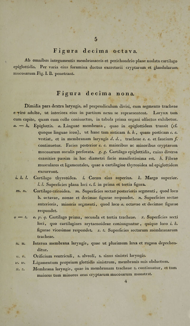 Figura decimä octava. Ab omnibus integumentis membranaceis et perichondrio plane nudata cartilago epiglottidis. Per varia eius foramina ductus excretorii cryptarum et glandularum mucosarum Fig. I. E. penetrant. Figura decima nona. Ä. I m. n. Dimidia pars dextra laryngis, ad perpendiculum divisi, cum segmento tracheae e yirO adulto, Ut interiora eius in partium nexu se repraesentent. Larynx tam cum capite, quam cum collo coniunctus, in tabida prima organi olfactus exhibetur. a, —- Iu Epiglottis, a. Linguae membrana , quae in epiglottidem transit (cf. quoque linguae icon), ut hanc tam anticam b. b,, quam posticam c, c. vestiat, et in membranam laryngis d, d. , tracheae e. e. et faucium f* continuetur. Facies posterior c, c. maioribus ac minoribus cryptarum mucosarum osculis perforata, g. g. Cartilago epiglottidis, cuius diversa crassities passim in hac diametri facie manifestissima est. h. Fibrae musculares et ligamentales, quae a cartilagine thyreoidea ad epiglottidem excurrunt. Cartilago thyreoidea. u Cornu eius superius. £. Margo superior. I. 1. Superficies plana loci c. f. in prima et tertia figura. Cartilago cricoidea, m. Superficies sectae posterioris segmenti, quod loco b. octavae, nonae et decimae figurae respondet, n. Superficies sectae anterioris, minoris segmenti, quod loco a. octavae et decimae figuiae respondet. o, jj. cj. Cartilago prima, secunda et tertia tracheae. r. Superficies secti loci, quo cartilagines arytaenoideae coniunguntur , quique loco i, Ä. figurae vicesimae respondet, s. t. Superficies sectarum membranarum tracheae. Interna membrana laryngis, quae ut plurimum laxa et rugosa deprehen¬ ditur. Orificium ventriculi, s. alveoli, s. sinus sinistri laryngis. Ligamentum proprium glottidis sinistrum, membranis suis obductum. Membrana laryngis, quae in membranam tracheae continuatur, et tum maiores tum minores oras cryptarum mucosarum monstrat. 4 o t. IU u. V. V. u\ w. sy n .v • •