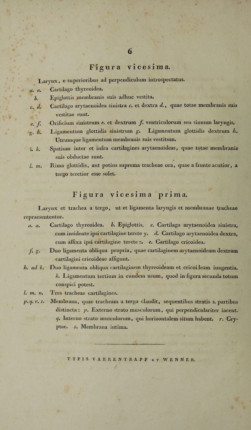 Figura vicesima. Larynx, e superioribus aci perpendiculum introspectatus. a. a. Cartilago thyreoidea. b. Epi glottis membranis suis adhuc vestita, c. d. Cartilago arytaenoidea sinistra c. et dextra d., quae totae membranis suis vestitae sunt. c. f. Orificium sinistrum e. et dextrum f ventriculorum seu sinuum laryngis. g. }i. Li gamentum glottidis sinistrum g. Ligamentum glottidis dextrum h. Utrumque ligamentum membranis suis vestitum, i. A. Spatium inter et infra cartilagines arytaenoideas, quae totae membranis suis obductae sunt. 9 l, m. Fiima glottidis, aut potius suprema tracheae ora, quae a fronte acutior, a tergo teretior esse solet. Figura vicesima prima. Larynx et trachea a tergo, ut et ligamenta laryngis et membranae tracheae repraesententur. a. a. Cartilago thyreoidea. b. Epiglottis, c. Cartilago arytaenoidea sinistra, cum insidente ipsi cartilagine terete y. d. Cartilago arytaenoidea dextra, cum affixa ipsi cartilagine terete 2. e. Cartilago cricoidea. f. g. E)uo ligamenta obliqua propria, quae cartilaginem arytaenoideam dextram cartilagini cricoideae affigunt. * h. ad A. Duo ligamenta obliqua cartilaginem thyreoideam et cricoideam iungentia. A. Ligamentum tertium in eundem usum, quod in figura secunda totum conspici potest. L m. tu Tres tracheae cartilagines. j). cj. r. s. Membrana, quae tracheam a tergo claudit, sequentibus stratis s. partibus distincta : jj. Externo strato musculorum, qui perpendiculariter iacent. &lt;7. Interno strato musculorum, qui horizontalem situm habent, r. Cry¬ ptae. s. Membrana intima. TYPIS VAB.lt EN TRAPP et W E N N E R.
