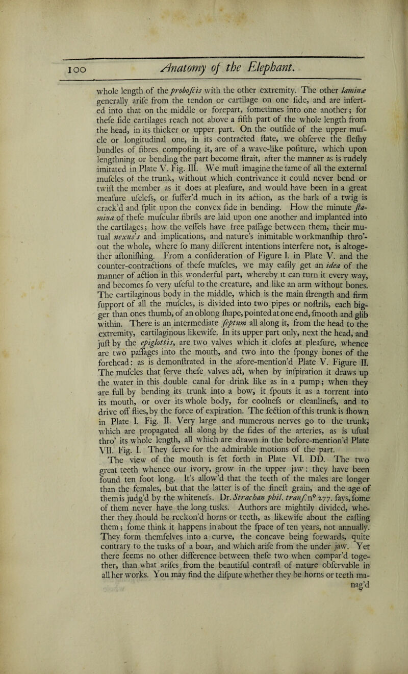 whole length of the probofcis with the other extremity. The other lamina generally arife from the tendon or cartilage on one fide, and are infert- ed into that on the middle or forepart, fometimes into one another; for thefe fide cartilages reach not above a fifth part of the whole length from the head, in its thicker or upper part. On the outfide of the upper muf- cle or longitudinal one, in its contracted Hate, we obferve the flelhy bundles of fibres compofmg it, are of a wave-like pofiture, which upon lengthning or bending the part become llrait, after the manner as is rudely imitated in Plate V. Fig. III. We mull imagine the lame of all the external mufcles of the trunk, without which contrivance it could never bend or twill the member as it does at pleafure, and would have been in a great meafure ufelefs, or buffer’d much in its aftion, as the bark of a twig is crack’d and fplit upon the convex llde in bending. How the minute Jta- mina of thefe mufcular fibrils are laid upon one another and implanted into the cartilages; how the veffels have free paffage between them, their mu¬ tual nexus's and implications, and nature’s inimitable workmanlhip thro’- out the whole, where fo many different intentions interfere not, is altoge¬ ther aftoniihing. From a confideration of Figure I. in Plate V. and the counter-contraftions of thefe mufcles, we may ealily get an idea of the manner of aftion in this wonderful part, whereby it can turn it every way, and becomes fo very ufeful to the creature, and like an arm without bones. The cartilaginous body in the middle, which is the main flrength and firm fupport of all the mufcles, is divided into two pipes or nollrils, each big¬ ger than ones thumb, of an oblong fliape, pointed at one end,fmooth and glib within. There is an intermediate feptum all along it, from the head to the extremity, cartilaginous likewife. In its upper part only, next the head, and juft by the epiglottis, are two valves which it clofes at pleafure, whence are two paffages into the mouth, and two into the fpongy bones of the forehead: as is demonftrated in the afore-mention’d Plate V. Figure II. The mufcles that ferve thefe valves aft, when by infpiration it draws up the water in this double canal for drink like as in a pump; when they are full by bending its trunk into a bow, it fpouts it as a torrent into its mouth, or over its whole body, for coolnefs or cleanlinefs, and to drive off flies, by the force of expiration. The feftion of this trunk is fhown in Plate I. Fig. II. Very large and numerous nerves go to the trunk, which are propagated all along by the ftdes of the arteries, as is ufual thro’ its whole length, all which are drawn in the before-mention’d Plate VII. Fig. I. They ferve for the admirable motions of the part. The view of the mouth is fet forth in Plate VI. DD. The two great teeth whence our ivory, grow in the upper jaw: they have been found ten foot long. It’s allow’d that the teeth of the males are longer than the females, but that the latter is of the fineft grain, and the age of them is judg’d by the whitenefs. Dr. St?~achan phil. tranf.vP 277. fays,fome of them never have the long tusks. Authors are mightily divided, whe¬ ther they Iliould be reckon’d horns or teeth, as likewife about the calling them; fome think it happens in about the lpace of ten years, not annually. They form themfelves into a curve, the concave being forwards, quite contrary to the tusks of a boar, and which arife from the under jaw. Yet there feems no other difference between thefe two when compar’d toge¬ ther, than what arifes from the beautiful contrail of nature obfervable in all her works. You may find the difpute whether they be horns or teeth ma¬ nag’d