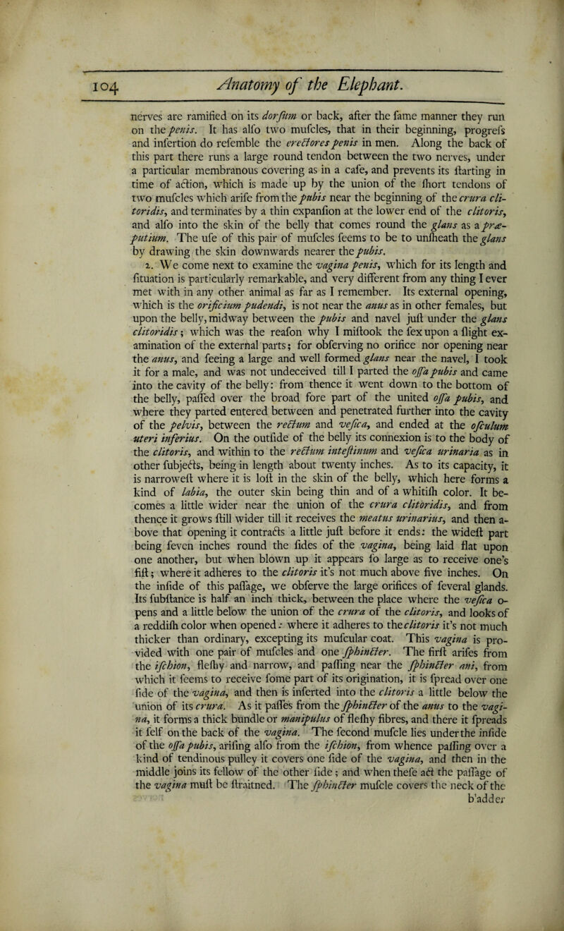 nerves are ramified on its dor film or back, after the fame manner they run on the penis. It has all'o two mufcles, that in their beginning, progrefs and infertion do refemble the ereftorespenis in men. Along the back of this part there runs a large round tendon between the two nerves, under a particular membranous covering as in a cafe, and prevents its ftarting in time of aftion, which is made up by the union of the fhort tendons of twTo mufcles which arife from the pttbis near the beginning of the crura cli¬ toridis, and terminates by a thin expanfion at the lower end of the clitoris, and alfo into the skin of the belly that comes round the glans as a pr*e- putium. The ufe of this pair of mufcles feems to be to unfheath the glans by drawing/the skin downwards nearer the pubis. i. We come next to examine the vagina penis, which for its length and fituation is particularly remarkable, and very different from any thing I ever met with in any other animal as far as I remember. Its external opening, which is the orificium pudendi, is not near the anus as in other females, but upon the belly, midway between the pubis and navel jult under the glans clitoridis; which was the reafon why I miftook the fex upon a flight ex¬ amination of the external parts; for obferving no orifice nor opening near the anus, and feeing a large and well formed glans near the navel, I took it for a male, and was not undeceived till I parted the ojfa pubis and came into the cavity of the belly: from thence it went down to the bottom of the belly, paffed over the broad fore part of the united ojfa pubis, and where they parted entered between and penetrated further into the cavity of the pelvis, between the reElum and vefica, and ended at the ofculum uteri inferius. On the outfide of the belly its connexion is to the body of the c lit oris, and within to the rectum intejlinum and vefca urinaria as in other fubjefts, being in length about twenty inches. As to its capacity, it is narrowed where it is loll in the skin of the belly, which here forms a kind of labia, the outer skin being thin and of a whitifh color. It be¬ comes a little wider near the union of the crura clitoridis, and from thence it grows Hill wider till it receives the meatus urinarius, and then a- bove that opening it contracts a little juft before it ends: the wideft part being feven inches round the Tides of the vagina, being laid flat upon one another, but when blown up it appears fo large as to receive one’s fill; where it adheres to the clitoris it’s not much above five inches. On the infide of this paflage, we obferve the large orifices of feveral glands. Its fubftance is half an inch thick, between the place where the vefca o- pens and a little below the union of the crura of the clitoris, and looks of a reddilh color when opened.* where it adheres to the clitoris it’s not much thicker than ordinary, excepting its mufcular coat. This vagina is pro¬ vided with one pair of mufcles and one fphinfter. The firft arifes from the ifchion, flelhy and narrow, and palling near the fphinffer ani, from which it feems to receive fome part of its origination, it is fpread over one fide of the vagina, and then is inferted into the clitoris a little below the union of its crura. As it pafles from the fphinEter of the anus to the vagi¬ na, it forms a thick bundle or manipulus of flelhy fibres, and there it fpreads it felf on the back of the vagina. The fecond mufcle lies under the infide of the ojfa pubis, arifing alfo from the ifchion, from whence paifing over a kind of tendinous pulley it covers one fide of the vagina, and then in the middle joins its fellow of the other fide; and when thefe aft the paflage of the vagina muft be ftraitned. The fphinfter mufcle covers the neck of the b’adder