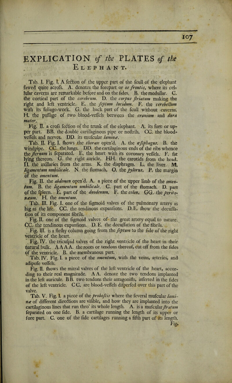 io7 EXPLICATION of the PLATES of the Elephant. ► Tab. I. Fig. I. A feCtion of the upper part of the feull of the elephant fawed quite acrofs. A. denotes the forepart or os frontis, where its cel¬ lular caverns are remarkable before and on the Tides. B. the medullar. C. the cortical part of the cerebrum. D. the corpus jlriatum making the right and left ventricle. E. the feptum lucidum. F. the cerebellum with its foliage-work. G. the back part of the feull without caverns. H. the paflage of two blood-veflels between the cranium and dura mater. Fig. II. a crofs feCtion of the trunk of the elephant. A. its fore or up¬ per part. BB. the double cartilaginous pipe or noftrils. CC. the blood- veflels and nerves. DD. its mufcular lamine. Tab. II. Fig. I. fliows .the thorax open’d. A. the cefophagus. B. the windpipe. CC. the lungs. DD. the cartilaginous ends of the ribs whence the Jlernum is feparated. E. the heart with its coronary veflels. F. fat lying thereon. G. the right auricle. HH. the carotids from the head. II. the axillaries from the arms. K. the diaphragm. L. the liver. M. ligamentum umbilicale. N. the ftomach. O. the pylorus. P, the margin of the omentum. Fig. II. the abdomen open’d. A. a piece of the upper limb of the omen¬ tum. B. the ligamentum umbilicale. C. part of the ftomach. D. part of the fpleen. E. part of the duodenum. F. the colon. GG. the perito¬ neum. H. the omentum. Tab. III. Fig. I. one of the figmoid valves of the pulmonary artery as big as the life. CC. the tendinous expanfions. D. E. fliow the decufla- tion of its component fibrils. Fig. II. one of the figmoid valves of the great artery equal to nature. CC. the tendinous expanfions. D. E. the decuflation of the fibrils. Fig. III. is a flelhy column going from the feptum to the fide of the right ventricle of the heart. Fig. IV. the tricufpid valves of the right ventricle of the heart in their natural bulk. A A A A. the roots or tendons thereof, cut off from the Tides of the ventricle. B. the membranous part. Tab. IV. Fig. I. a piece of the omentum, with the veins, arteries, and adipofe veflels. Fig. II. fhows the mitral valves of the left ventricle of the heart, accor¬ ding to their real magnitude. A A. denote the two tendons implanted in the left auricule. B B. two tendons their antagonifts, inferted in the Tides of the left ventricle. C C. are blood-veflels difperfed over this part of the valve. Tab. V. Fig. I. a piece of the probofcis where the feveral mufcular fami¬ ne of different directions are vifible, and how they are implanted into the cartilaginous lines that run thro’ its whole length. A. is a mufcularftratum feparated on one Tide. B. a cartilage running the length of its upper or fore part. C. one of the Tide cartilages running a fifth part of its length. Fig.