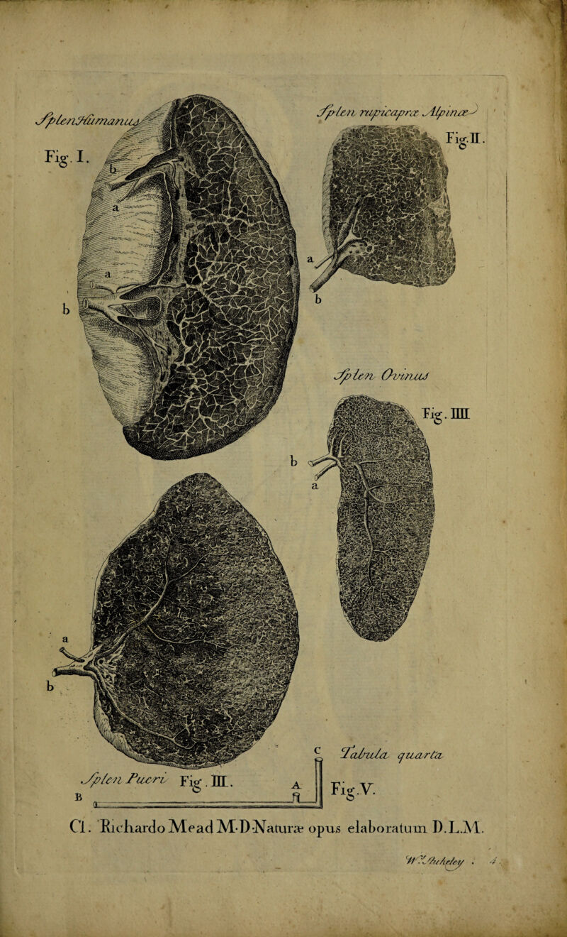 rfrlen, rtwicapra %Atpi-rue^ n .y^i/eu fu&ri/ pjg j]J B c cIcdru/o, quarto, Fig.V. Ci. Rickard o Me ad M-D -Natura? opus elaboratum D.L.M tfei&rb OmruU