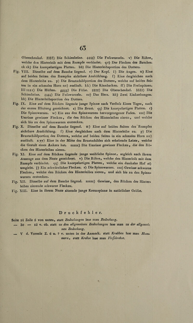 63 Oberschenkel. 3333) Die Schienbeine. 4444) Oie Fufswurzeln. v) Die Röhre, welche den Hinterleib mit dem Rumpfe verbindet, qr) Der Flecken des Bauches, ck ck) Die knorpelartigen Platten, bb) Die Hinterleibsportion des Dotters. Fig. VIII. Dieselbe auf dem Bauche liegend, e) Der Kopf, i) Die Augen, tt) Eine auf beiden Seiten des Rumpfes sichtbare Aushöhlung, f) Eine dergleichen nach dem Hinterleibe zu. p) Die Brustschildportion des Dotters, welche auf beiden Sei¬ ten in ein schmales Horn nn) ausläuft, kk) Die Kinnbacken, ff) Die Frefsspitzen. 1111 llll) Die Hüften, gggg) Die Füfse. 2222) Die Oberschenkel. 3333) Die Schienbeine. 4444) Die Fufswurzeln. oo) Das Herz, hh) Zwei Einkerbungen, bb) Die Hinterleibsportion des Dotters. Fig. IX. Eine auf dem Rücken liegende junge Spinne nach Verflufs Eines Tages, nach der ersten Häutung gezeichnet, a) Die Brust, qq) Die knorpelartigen Platten, r) Die Spinnwarzen, w) Ein aus den Spinnwarzen hervorgezogener Faden, zzz) Die Umrisse gewisser Flecken , die den Rücken des Hinterleibes zieren, und welche sich bis zu den Spinnwarzen erstrecken. Fig. X. Dieselbe auf dem Bauche liegend, tt) Eine auf beiden Seiten des Rumpfes sichtbare Aushöhlung, f) Eine dergleichen nach dem Hinterleibe zu. p) Die Brustschildportion des Dotters, welche auf beiden Seiten in ein schmales Horn nn) ausläuft, x yy) Eine in der Mitte des Brustschildes sich erhebende Leiste, welche die Gestalt eines Ankers hat. zzzzz) Die Umrisse gewisser Flecken, die den Rü¬ cken des Hinterleibes zieren. Fig. XI. Eine auf dem Rücken liegende junge weibliche Spinne, sogleich nach ihrem Auszuge aus dem Neste gezeichnet, v) Die Röhre, welche den Hinterleib mit dem Rumpfe verbindet, qq) Die knorpelartigen Platten, welche ein dunkeier Hof st) umgiebt. j) Ein schwärzlicher Flecken, r) Die Spinnwarzen, zzz) Gewisse schwarze Flecken, welche den Rücken des Hinterleibes zieren, und sich bis zu den Spinn¬ warzen erstrecken. Fig. XII. Dieselbe auf dem Bauche liegend, zzzzz) Gewisse, den Rücken des Hinter¬ leibes zierende schwarze Flecken. Fig. XIII. Eine in ihrem Neste sitzende junge Kreuzspinne in natürlicher Gröfse. Druckfehler. Seite 14 Zeile 5 von unten, statt Bedeckungen lese man Bedeckung. _ 30 — 12 v. ob. statt zu den allgemeinen Bedeckungen lese man zu der allgemei¬ nen Bedeckung. _ V d. Vorrede Z. 6 u. 7 v. unten in der Anmerk, statt Krabben lese man Hum¬ mern, statt Krebse lese man Flufskrebse.