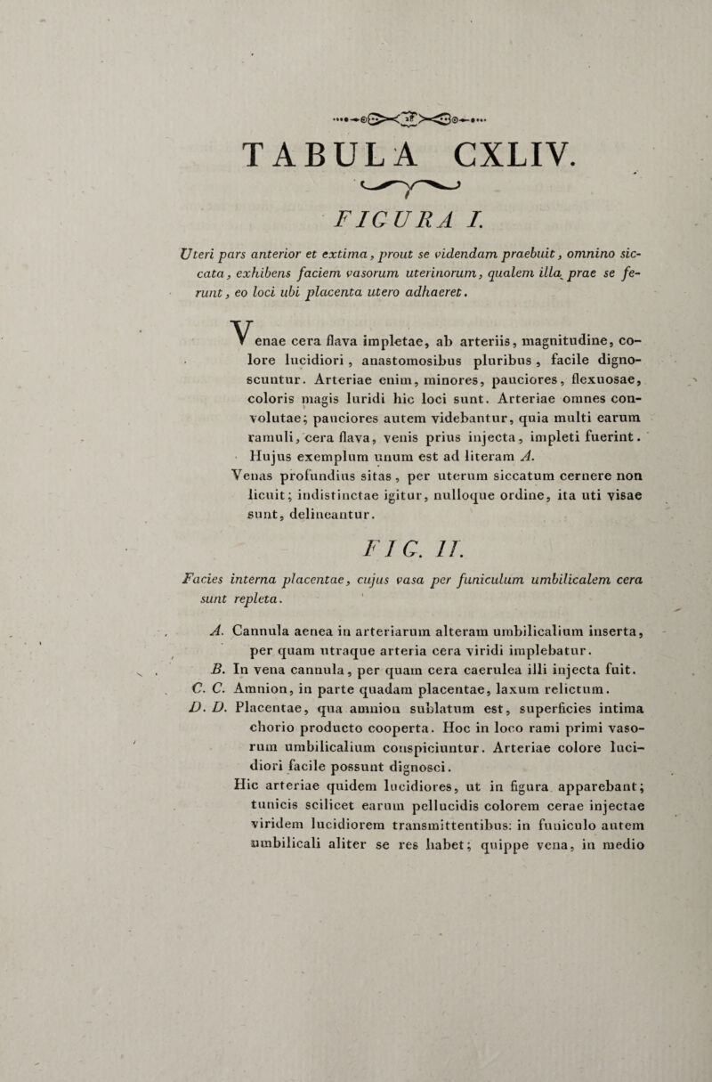 FIGURA I. Uteri pars anterior et extima, prout se videndam praebuit, omnino sic¬ cata, exhibens faciem vasorum uterinorum, qualem illa^prae se fe¬ runt, eo loci ubi placenta utero adhaeret. enae cera flava impletae, ab arteriis, magnitudine, co¬ lore lucidiori , anastomosibus pluribus , facile digno¬ scuntur. Arteriae enim, minores, pauciores, flexuosae, coloris magis luridi hic loci sunt. Arteriae omnes con¬ volutae; pauciores autem videbantur, quia multi earum ramuli, cera flava, venis prius injecta, impleti fuerint. Hujus exemplum unum est ad literam A. Venas profundius sitas, per uterum siccatum cernere non licuit; indistinctae igitur, nulloque ordine, ita uti visae sunt, delineantur. FIC. 11. Facies interna placentae, cujus vasa per funiculum umbilicalem cera sunt repleta. A. Cannula aenea in arteriarum alteram umbilicalium inserta, per quam utraque arteria cera viridi implebatur. B. In vena cannula, per quam cera caerulea illi injecta fuit. C. C. Amnion, in parte quadam placentae, laxum relictum. D. D. Placentae, qua amnion sublatum est, superficies intima chorio producto cooperta. Hoc in loco rami primi vaso¬ rum umbilicalium conspiciuntur. Arteriae colore luci¬ diori facile possunt dignosci. Hic arteriae quidem lucidiores, ut in figura apparebant; tunicis scilicet earum pellucidis colorem cerae injectae viridem lucidiorem transmittentibus: in funiculo autem umbilicali aliter se res habet; quippe vena, in medio