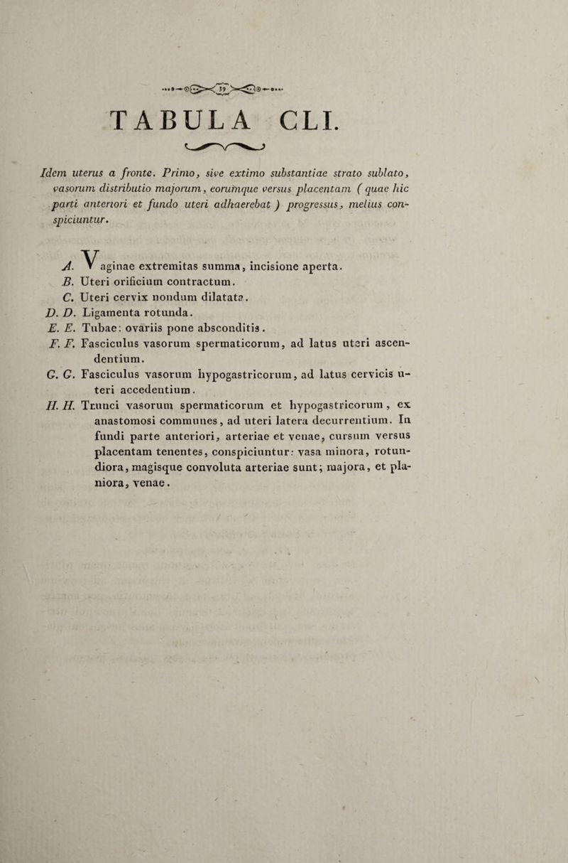 .... TABULA CLL Idem uterus a fronte. Primo, sive extimo substantiae strato sublato, vasorum distributio majorum, eoruinque versus placentam ( quae hic parti anteriori et fundo uteri adhaerebat) progressus, melius con¬ spiciuntur. A. Vaginae extremitas summa, incisione aperta. B. Uteri orificium contractum. C. Uteri cervix nondum dilatata. D. D. Ligamenta rotunda. E. E. Tubae: ovariis pone absconditis. F. F. Fasciculus vasorum spermaticorum, ad latus uteri ascen¬ dentium. G. G. Fasciculus vasorum hypogastricorum, ad latus cervicis u- teri accedentium. II. H. Trunci vasorum spermaticorum et hypogastricorum , ex anastomosi communes, ad uteri latera decurrentium. In fundi parte anteriori, arteriae et venae, cursum versus placentam tenentes, conspiciuntur: vasa minora, rotun¬ diora, magisque convoluta arteriae sunt; majora, et pla¬ niora, venae.