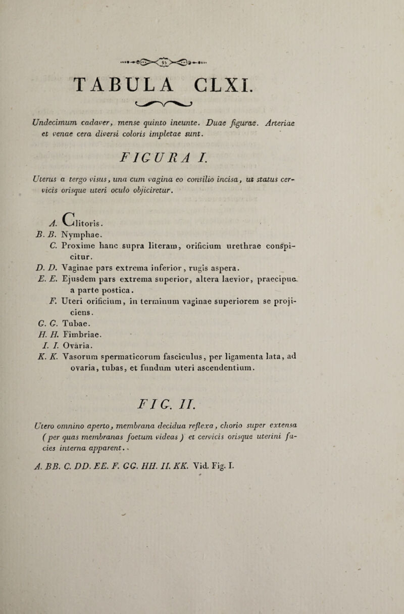 •**•-*- TABULA CLXI. Undecimum cadaver, mense quinto ineunte. Duae figurae. Arteriae et venae cera diversi coloris impletae sunt. FIGURA I. Uterus a tergo visus, una cum vagina eo consilio incisa, ut status cer¬ vicis orisque uteri oculo objiciretur. A. Clitoris. B. B. Nymphae. C. Proxime hanc supra literam, orificium urethrae conspi¬ citur. D. D. Vaginae pars extrema inferior, rugis aspera. E. E. Ejusdem pars extrema superior, altera laevior, praecipue a parte postica. F. Uteri orificium, in terminum vaginae superiorem se proji¬ ciens. G. G. Tubae. H. H. Fimbriae. I. I. Ovaria. K. K. Vasorum spermaticorum fasciculus, per ligamenta lata, ad ovaria, tubas, et fundum uteri ascendentium. FIG. II. Utero omnino aperto, membrana decidua reflexa, chorio super extensa (per quas membranas foetum videas ) et cervicis orisque uterini fa¬ cies interna apparent..