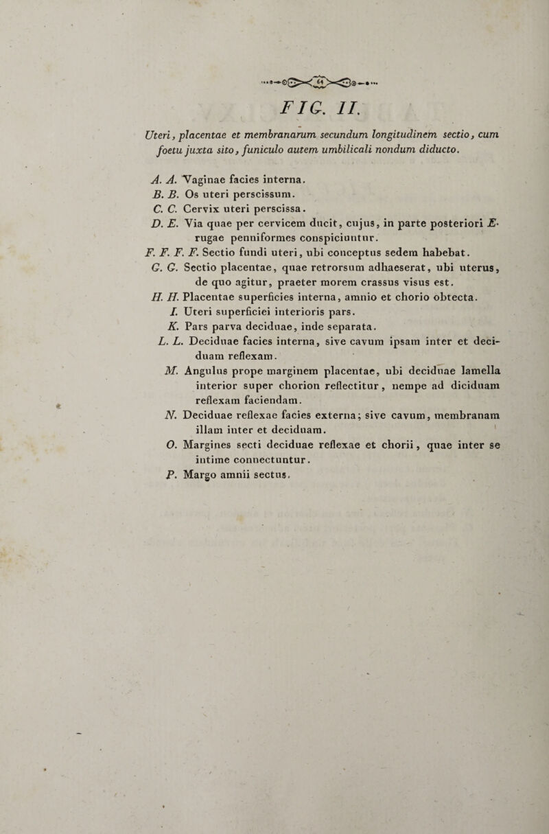 Uteri, placentae et membranarum secundum longitudinem sectio, cum foetu juxta sito, funiculo autem umbilicali nondum diducto. A. A. Vaginae facies interna. B. B. Os uteri perscissum. C. C. Cervix uteri perscissa. D. E. Via quae per cervicem ducit, cujus, in parte posteriori E• rugae penniformes conspiciuntur. F. F. F. F. Sectio fundi uteri, ubi conceptus sedem habebat. G. G. Sectio placentae, quae retrorsum adhaeserat, ubi uterus, de quo agitur, praeter morem crassus visus est. H. H. Placentae superficies interna, amnio et chorio obtecta. I. Uteri superficiei interioris pars. K. Pars parva deciduae, inde separata. L. L. Deciduae facies interna, sive cavum ipsam inter et deci¬ duam reflexam. M. Angulus prope marginem placentae, ubi deciduae lamella interior super chorion reflectitur, nempe ad diciduam reflexam faciendam. N. Deciduae reflexae facies externa; sive cavum, membranam illam inter et deciduam. O. Margines secti deciduae reflexae et chorii, quae inter se intime connectuntur. P. Margo amnii sectus.