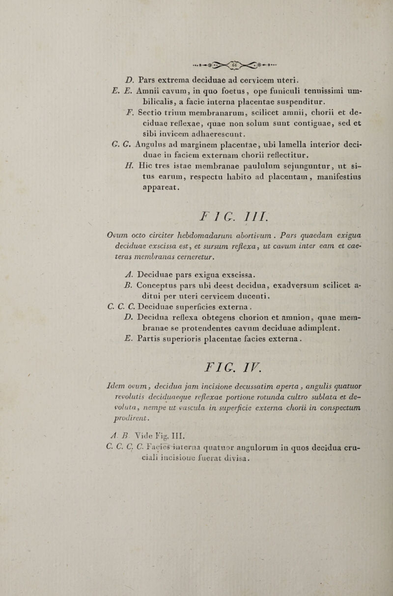 ~66 . D, Pars extrema deciduae ad cervicem uteri. E. E. Amnii cavum, in quo foetus, ope funiculi tenuissimi um¬ bilicalis, a facie interna placentae suspenditur. F. Sectio trium membranarum, scilicet amnii, chorii et de¬ ciduae reflexae, quae non solum sunt contiguae, sed et sibi invicem adhaerescunt. G. G. Angulus ad marginem placentae, ubi lamella interior deci¬ duae in faciem externam chorii reflectitur. II. Hic tres istae membranae paululum sejunguntur, ut si¬ tus earum, respectu habito ad placentam, manifestius appareat. F 1 C. III. Ovum octo circiter hebdomadarum abortivum . Pars quaedam exigua deciduae exscissa est, et sursum reflexa, ut cavum inter eam et cae¬ ler as membranas cerneretur. A. Deciduae pars exigua exscissa. B. Conceptus pars ubi deest decidua, exadversum scilicet a- ditui per uteri cervicem ducenti. C. C. C. Deciduae superficies externa . D. Decidua reflexa obtegens chorion et amnion, quae mem¬ branae se protendentes cavum deciduae adimplent. E. Partis superioris placentae facies externa. FIG. IV. Idem ovum, decidua, jam incisione decussatim aperta, angulis quatuor revolutis deciduaeque reflexae portione rotunda cultro sublata et de¬ voluta, nempe ut vascula in superficie externa chorii in conspectum prodirent. A B Yide Fig. III. C. C. C. C. FaeiesSnterna quatuor angulorum in quos decidua cru- ciali incisione fuerat divisa.