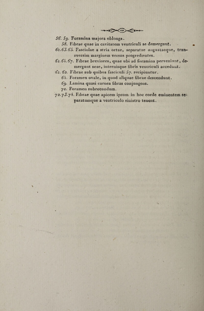 55. 5g. Foramina majora oblonga. 58. Fibrae quae in cavitatem ventriculi se demergunt. 5c. 55.55. Fasciolae a stria ortae, separatae angustaeque, tran- sversim marginem versus progredientes. 5i.54.5y. Fibrae breviores, quae ubi ad foramina perveniunt, de¬ mergunt sese, internisque fibris ventriculi accedunt. 5l. 52. Fibrae sub quibus fasciculi 5y. recipiuntur. 54. Foramen ovale, in quod aliquae fibrae descendunt. <5j9- Lamina quasi carnea fibras conjungens. 70. Foramen subrotundum. y2.y5.y4. Fibrae quae apicem ipsum in hoc corde eminentem se¬ paratumque a ventriculo sinistro tenent. «