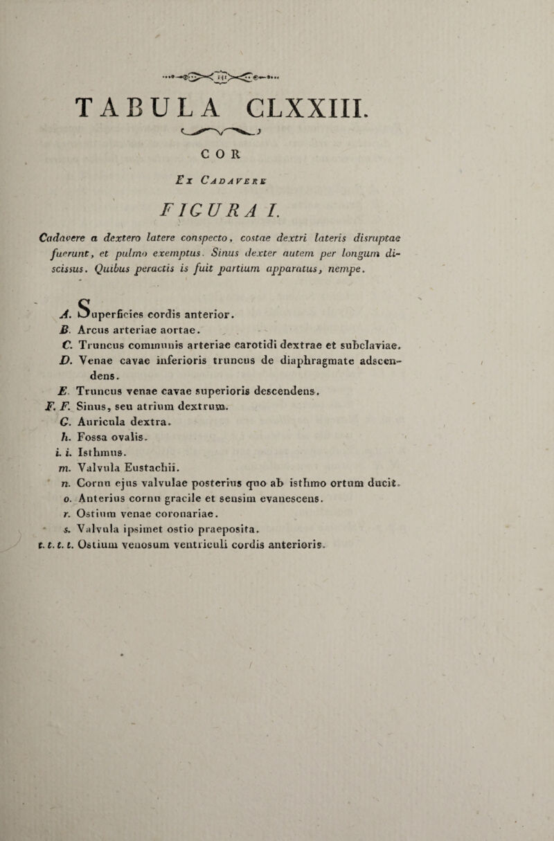 COR Ex Cadavere FIGURA I. Cadavere a dextero latere conspecto, costae dextri lateris disruptae fuerunt, et pulmo exemptus. Sinus dexter autem per longutn di¬ scissus. Quibus peractis is fuit partium apparatus, nempe. A. Ouperficies cordis anterior. B. Arcus arteriae aortae. C. Truncus communis arteriae carotidi dextrae et subclaviae. D. Venae cavae inferioris truncus de diaphragmate adscen- dens. E. Truncus venae cavae superioris descendens . F. F. Sinus, seu atrium dextrum. G. Auricula dextra. h. Fossa ovalis. i. i. Isthmus. m. Valvula Eustachii. n. Cornu ejus valvulae posterius quo ah isthmo ortum ducit. o. Anterius cornu gracile et sensim evanescens. r. Ostium venae coronariae. 5. Valvula ipsimet ostio praeposita. t. t.t. i. Ostium venosum ventriculi cordis anterioris. /