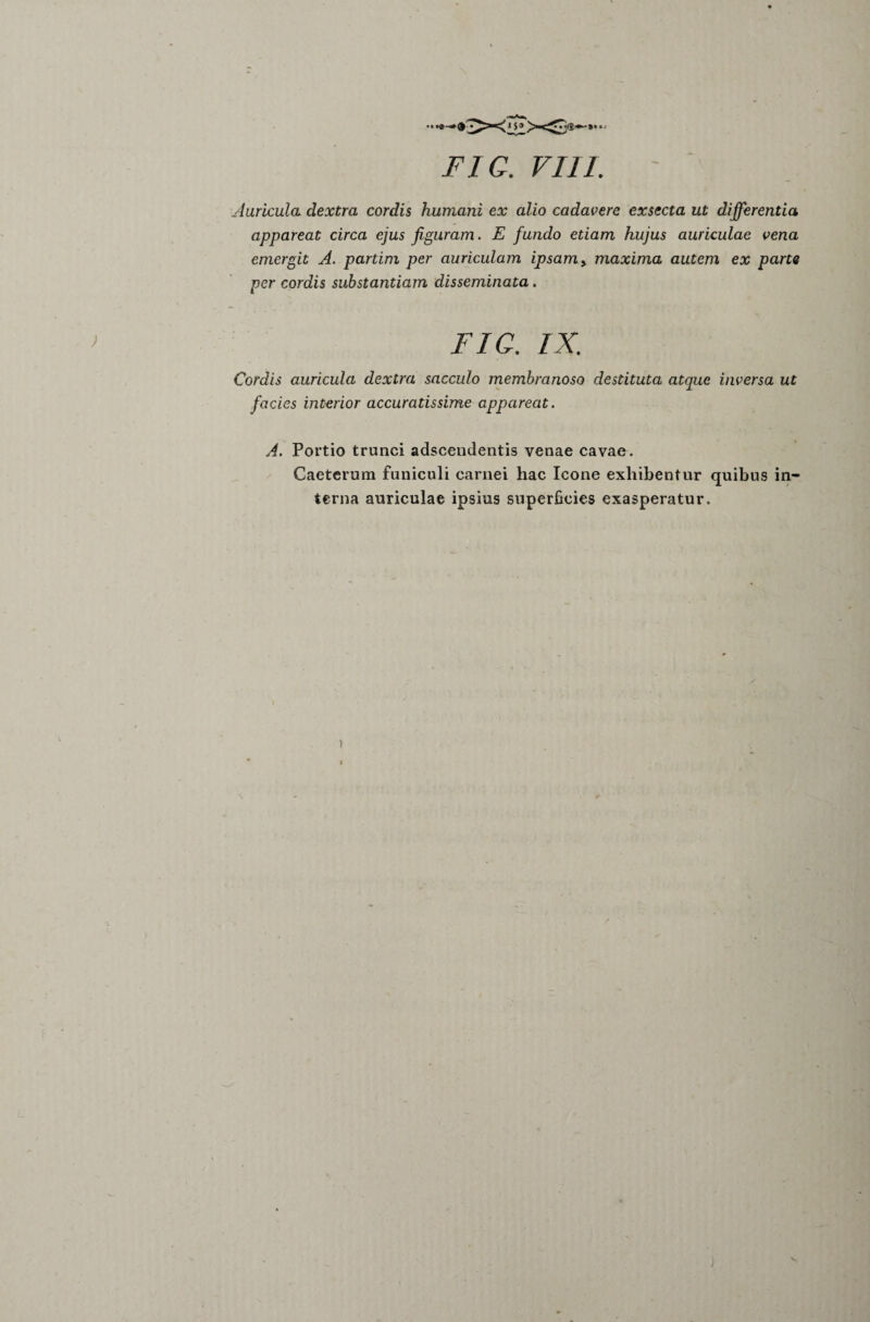 • • *®-* 15» '***' FIG. VIII. Auricula dextra cordis humani ex alio cadavere exsecta ut differentia appareat circa ejus figuram. E fundo etiam hujus auriculae vena emergit A. partim per auriculam ipsam, maxima autem ex parte per cordis substantiam disseminata. FIO. IX. Cordis auricula dextra sacculo membranoso destituta atque inversa ut facies interior accuratissime appareat. A. Portio trunci adscendentis venae cavae. Caeterum funiculi carnei hac Icone exhibentur quibus in¬ terna auriculae ipsius superficies exasperatur. )