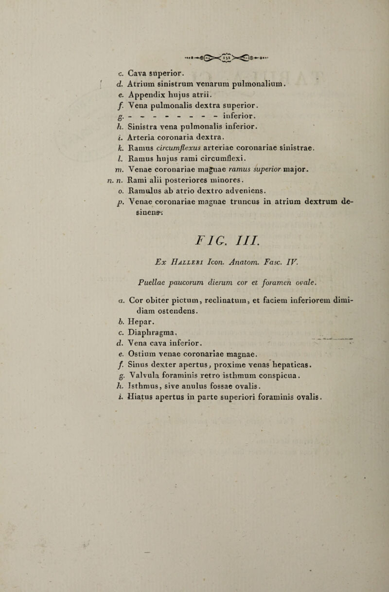 c. Cava superior. d. Atrium sinistrum venarum pulmonalium. c. Appendix hujus atrii. /. Yena pulmonalis dextra superior. g. - -- -- -- - inferior. h. Sinistra vena pulmonalis inferior. i. Arteria coronaria dextra. k. Ramus circumflexus arteriae coronariae sinistrae. Z. Ramus hujus rami circumflexi, ni. Venae coronariae magnae ramus superior major. . 7?. Rami alii posteriores minores. o. Ramulus ab atrio dextro adveniens. p. Venae coronariae magnae truncus in atrium dextrum de- sinens^; FIG. III. Ex Halleri Icon. Anatom. Fasc. IV. Puellae paucorum clierum cor et foramen ovale. a. Cor obiter pictum, reclinatum, et faciem inferiorem dimi¬ diam ostendens. b. Hepar. c. Diaphragma. u n m ■— --. .fa. fc.. it cl. Vena cava inferior. ^ e. Ostium venae coronariae magnae. f. Sinus dexter apertus, proxime venas hepaticas. g. Valvula foraminis retro isthmum conspicua. h. Isthmus, sive anulus fossae ovalis. i. Hiatus apertus in parte superiori foraminis ovalis.