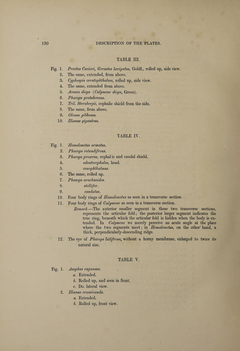 Fig. 1. 2. 3. 4. 5. 6. 7. 8. 9. 10. TABLE III. Proetus Cuvieri, Gerastos Iceviyatus, Goldf., rolled up, side view. The same, extended, from above. Cyphaspis ceratophthalma, rolled up, side view. The same, extended from above. Aeonia diops (Calymene diops, Green). Phacops protuberans. Tril. Sternberyii, cephalic shield from the side. The same, from above. Olenus yibbosus. Illcenus giyanteus. TABLE IV. Fig. 1. 2. 3. 4. 5. 6. 7. 8. 9. 10. 11. 12. Homalonotus armatus. Phacops rotundifrons. Phacops procevus, cephalic and caudal shield. odontocephalus, head. conophthalmus. The same, rolled up. Phacops arachnoides. stellifer. caudatus. Four body rings of Homalonotus as seen in a transverse section. Four body rings of Calymene as seen in a transverse section. Remark.—The anterior smaller segment in these two transverse sections, represents the articular fold; the posterior larger segment indicates the true ring, beneath which the articular fold is hidden when the body is ex¬ tended. In Calymene we merely perceive an acute angle at the place where the two segments meet; in Homalonotus, on the other* hand, a thick, perpendicularly-descending ridge. The eye of Phacops latifrons, without a horny membrane, enlarged to twice its natural size. TABLE V. Fig. 1. Asaphus expansus. a. Extended. b. Rolled up, and seen in front. c. Do. lateral view. 2. Illcenus crassicauda. a. Extended. b. Rolled up, front view.