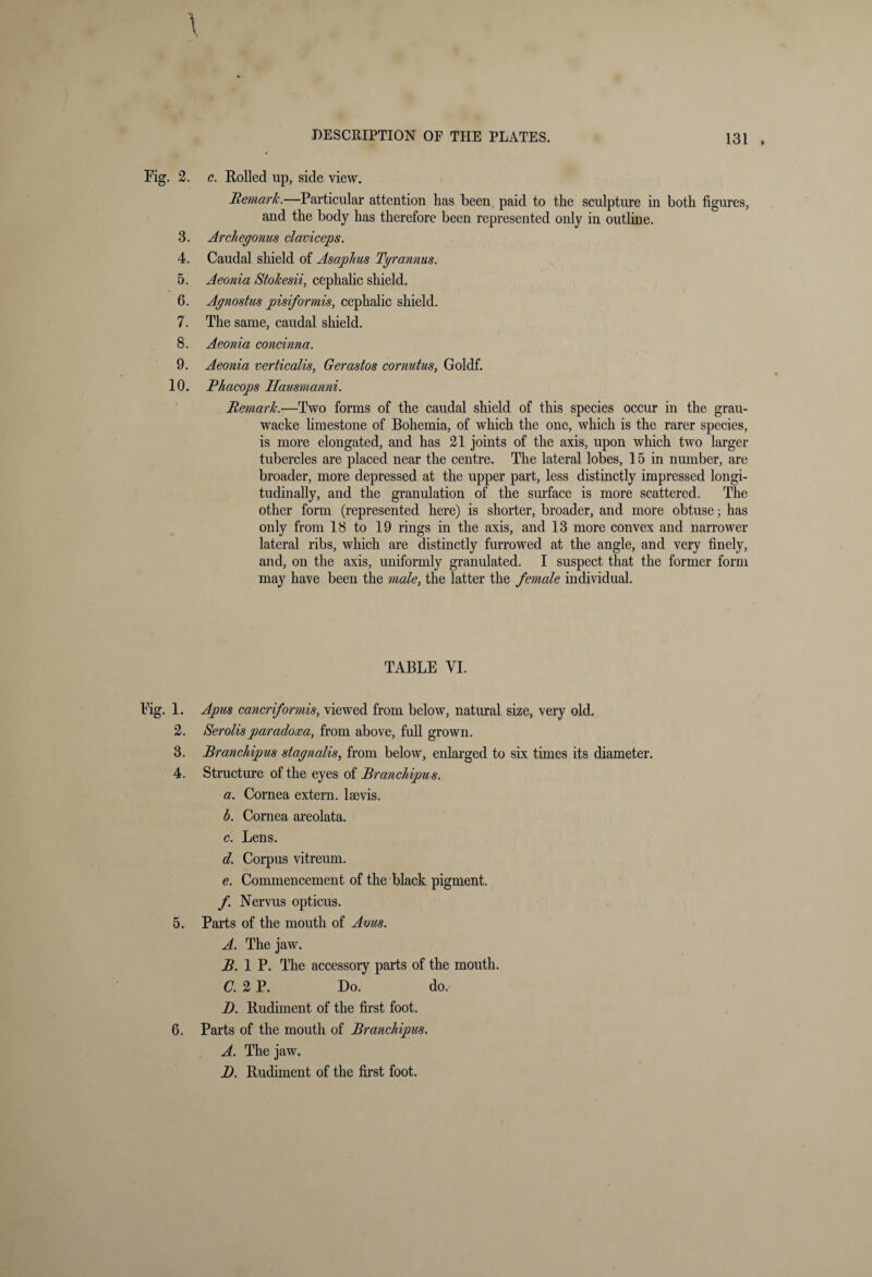 .2. c. Rolled up, side view. Remark.—Particular attention has been paid to the sculpture in both figures, and the body has therefore been represented only in outline. 3. Archegonus claviceps. 4. Caudal shield of Asap/ius Tyrannus. 5. Aeonia Stokesii, cephalic shield. 6. Agnostus pisiformis, cephalic shield. 7. The same, caudal shield. 8. Aeonia concinna. 9. Aeonia verticalis, Gerastos cornutus, Goldf. 10. Phacops Hausmanni. Remark.—Two forms of the caudal shield of this species occur in the grau- wacke limestone of Bohemia, of which the one, which is the rarer species, is more elongated, and has 21 joints of the axis, upon which two larger tubercles are placed near the centre. The lateral lobes, 15 in number, are broader, more depressed at the upper part, less distinctly impressed longi¬ tudinally, and the granulation of the surface is more scattered. The other form (represented here) is shorter, broader, and more obtuse; has only from 18 to 19 rings in the axis, and 13 more convex and narrower lateral ribs, which are distinctly furrowed at the angle, and very finely, and, on the axis, uniformly granulated. I suspect that the former form may have been the male, the latter the female individual. TABLE VI. 1. Apus cancriformis, viewed from below, natural size, very old. 2. Serolisparadoxa, from above, full grown. 3. Branchipus stagnalis, from below, enlarged to six times its diameter. 4. Structure of the eyes of Branchipus. a. Cornea extern, lsevis. h. Cornea areolata. c. Lens. d. Corpus vitreum. e. Commencement of the black pigment. f. Nervus opticus. 5. Parts of the mouth of Avus. A. The jaw. B. 1 P. The accessory parts of the mouth. C. 2 P. Do. do. B. Rudiment of the first foot. 6. Parts of the mouth of Branchipus. A. The jaw. D. Rudiment of the first foot.