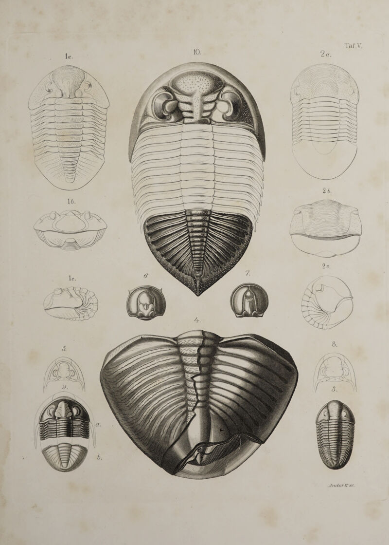 10. l'af.V. Inder If sr.