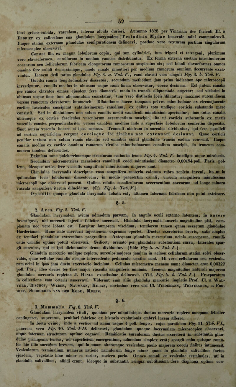 liori griseo-rubida, vasculosa, interna albida duriori. Autumno 1828 per Vinariam iter facienti 111. a Froriep ex collectione sua glandulam laciymalem Testudinis Mydae benevole mihi communicavit. Itaque statim externam glandulae configurationem delineavi, posthac vero texturam partium singularum microscopice observavi. Constat illa ex magna lobulorum copia, qui tum cylindrici, tum trigoni et tetragoni, plurimum vero clavaeformes, coraliorum in modum ramose distribuuntur. Ex forma externa suetam intestinulorum coecorum seu folliculorum fabricam elongatorum ramosorum suspicatus sis; sed lobuli clavaeformes omnes omnino fere solidi densissimique, modo canale minutiori per medium ramorum omnium decurrente exca¬ vantur. Iconem dedi totius glandulae Fig. 3. a. Tab. V., rami clavati vero singuli Fig. 3. b. Tdb. V. Quodsi ramus longitudinaliter dissectus, secundum methodum jam prius indicatam ope microscopii investigatur, canalis medius in obtusum usque rami finem observatur, coece desinens. Est autem canalis per ramos clavatos omnes ejusdem fere diametri, modo in truncis aliquomodo augetur; sed vicissim in obtusos usque fines tum aliquantulum coarctatur, tum vero distinctis locis dilatatur; maxime autem finem versus ramorum clavatorum intumescit. Dilatationes haece tanquam pelves minutissimae ex circumjacente cortice fasciculos suscipiunt subtilissimorum canalium, ex quibus tota undique corticis substantia mere consistit. Sed in dilatationes non solum canalis medii canaliculi minutissimi aperiuntur; imo totus canalis ubicunque ex cortice fasciculos vasculorum secernentium suscipit, ita ut corticis substantia ex meris vasculis constet perpendiculariter versus canalem medium inde a superficie lobulorum confertim dispositis. Sunt autem vascula haecce et ipsa ramosa. Trunculi nimirum in surculos dividuntur, qui fere paralleli ad corticis superficiem vergunt coecisque ibi finibus non extenuati desinunt, duae corticis penitior textura non solum ramis clavatis sed omnibus simul glandulae truncis eadem convenit. Itaque canalis medius ex cortice omnium ramorum rivulos minutissimorum canalium suscipit, in truncum com¬ munem tandem deferendos. Eximiam sane pulcherrimam que structuram satius in icone Fig. 4. Tab. V. intelliges atque miraberis. Secundum micrometricas mensiones canaliculi coeci minutissimi diametro 0,00194 poli. Paris, pol¬ lent, ideoque octies fere vasculis sanguiferis minutissimis majores sunt. Glandulae lacrymalis descriptae vasa sanguifera materia colorata rubra repleta inveni, ita ut in quibusdam locis lobulorum dissectorum, in medio praesertim canali, vascula sanguifera minutissima microscopii ope observari possent, (luibus relatio canaliculorum secernentium coecorum ad longe minora vascula sanguifera iterum dilucidatur. (Cfr. Fig. 4. Tab. Vi) Ophidiis quoque glandula lacrymalis lobata est, attamen internam fabricam non potui extricare. §• 5. 2. Aves. Fig. 5. Tab. V. Glandulam lacrymalem avium admodum parvam, in angulo oculi externo latentem, in ansere investigavi, ubi mercurii injectio feliciter successit. Glandula lacrymalis anseris magnitudine pisi, com¬ planata nec vero lobata est. Largitur humorem viscidum, tenuiorem tamen quam secretum glandulae Ilardcrianae. Hunc ante mercurii injectionem exprimas oportet. Ductus excretorius brevis, satis amplus ex tenuiori glandulae extremitate progreditur. Antequam glandula mercurium acinis susceperat, ramifi- catio canalis optime potuit observari. Scilicet, arcuato per glandulae substantiam cursu, laterales spar¬ git surculos, qui et ipsi dichotomice denuo dividuntur. (Vide Fig. 5. a. Tab. Vi) Glandula mercurio undique repleta, surculos majores jamjam in acinos cellularum statim solvi obser¬ vabis, quae cellulae ramulis absque intercedente pedunculo sessiles sunt. Hi vero cellularum seu vesicula¬ rum acini in ipso jam ductu excretorio incipiunt. Cellulas micrometro mensus sum; diameter erat 0,00327 poli. Par., ideo decies ter fere major vasculis sanguiferis minimis. Iconem magnitudine naturali majorem glandulae mercurio repletae J. Henle exactissime delineavit. (Vid. Fig. 5. b. Tab. Vi) Praeparatum in collectione cum ceteris asservavi. Viderunt cum aliis glandulis mercurio impletis Prof. Cl. a Wal- tiier, Rischof, Weber, Naumann, Kilian, novissime vero viri Cl. Tiedemann, Treviranus, a Fro¬ riep, SCHROEDER VAN DER KOLK, MuENZ. §.6. 3. Mammalia. Fig. 8. Tab. V. Glandulam lacrymalem vituli, quoniam per minutissimos ductus mercurio replere nunquam feliciter contingeret, supererat, penitiori fabricae ex historia evolutionis embryi lucem afferre. In foetu ovino, inde a vertice ad anum usque 4 poli, longo, cujus parotidem Fig. 11. Tab. VI., pancreas vero Fig. 10. Tab. VII. delineavi, glandulam quoque lacrymalem microscopice observavi, atque internam structuram optime cognovi. Ramificatio surculorum ductus excretorii in substantia glan¬ dulae primigenia tenera, ad superficiem.emergentium, admodum simplex erat; spargit enim quisque ramu¬ lus hic illic surculum brevem, qui in unam alteramque vesiculam paulo majorem coecis finibus intumescit. Vesicularum terminalium numerus ratione ramulorum longe minor quam in glandulis salivalibus foetus ejusdem, vegetatio hinc minor et rarior, caetera paria. Omnes ramuli et vesiculae terminales, uti in glandulis salivalibus, albidi erant, ideoque in substantia reliqua subtilissima fere diaphana optime con-