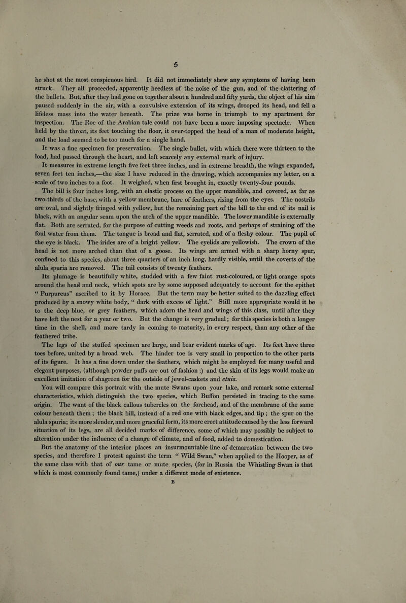 he shot at the most conspicuous bird. It did not immediately shew any symptoms of having been struck. They all proceeded, apparently heedless of the noise of the gun, and of the clattering of the bullets. But, after they had gone on together about a hundred and fifty yards, the object of his aim paused suddenly in the air, with a convulsive extension of its wings, drooped its head, and fell a lifeless mass into the water beneath. The prize was borne in triumph to my apartment for inspection. The Roc of the Arabian tale could not have been a more imposing spectacle. When held by the throat, its feet touching the floor, it over-topped the head of a man of moderate height, and the load seemed to be too much for a single hand. It was a fine specimen for preservation. The single bullet, with which there were thirteen to the load, had passed through the heart, and left scarcely any external mark of injury. It measures in extreme length five feet three inches, and in extreme breadth, the wings expanded, seven feet ten inches,—the size I have reduced in the drawing, which accompanies my letter, on a scale of two inches to a foot. It weighed, when first brought in, exactly twenty-four pounds. The bill is four inches long, with an elastic process on the upper mandible, and covered, as far as two-thirds of the base, with a yellow membrane, bare of feathers, rising from the eyes. The nostrils are oval, and slightly fringed with yellow, but the remaining part of the bill to the end of its nail is black, with an angular seam upon the arch of the upper mandible. The lower mandible is externally flat. Both are serrated, for the purpose of cutting weeds and roots, and perhaps of straining off the foul water from them. The tongue is broad and flat, serrated, and of a fleshy colour. The pupil of the eye is black. The irides are of a bright yellow. The eyelids are yellowish. The crown of the head is not more arched than that of a goose. Its wings are armed with a sharp horny spur, confined to this species, about three quarters of an inch long, hardly visible, until the coverts of the alula spuria are removed. The tail consists of twenty feathers. Its plumage is beautifully white, studded with a few faint rust-coloured, or light orange spots around the head and neck, which spots are by some supposed adequately to account for the epithet “ Purpureus” ascribed to it by Horace. But the term may be better suited to the dazzling effect produced by a snowy white body, “ dark with excess of light.” Still more appropriate would it be to the deep blue, or grey feathers, which adorn the head and wings of this class, until after they have left the nest for a year or two. But the change is very gradual; for this species is both a longer time in the shell, and more tardy in coming to maturity, in every respect, than any other of the feathered tribe. The legs of the stuffed specimen are large, and bear evident marks of age. Its feet have three toes before, united by a broad web. The hinder toe is very small in proportion to the other parts of its figure. It has a fine down under the feathers, which might be employed for many useful and elegant purposes, (although powder puffs are out of fashion ;) and the skin of its legs would make an excellent imitation of shagreen for the outside of jewel-caskets and etuis. You will compare this portrait with the mute Swans upon your lake, and remark some external characteristics, which distinguish the two species, which Buffon persisted in tracing to the same origin. The want of the black callous tubercles on the forehead, and of the membrane of the same colour beneath them ; the black bill, instead of a red one with black edges, and tip ; the spur on the alula spuria; its more slender, and more graceful form, its more erect attitude caused by the less forward situation of its legs, are all decided marks of difference, some of which may possibly be subject to alteration under the influence of a change of climate, and of food, added to domestication. But the anatomy of the interior places an insurmountable line of demarcation between the two species, and therefore I protest against the term <£ Wild Swan,” when applied to the Hooper, as of the same class with that of our tame or mute species, (for in Russia the Whistling Swan is that which is most commonly found tame,) under a different mode of existence. B