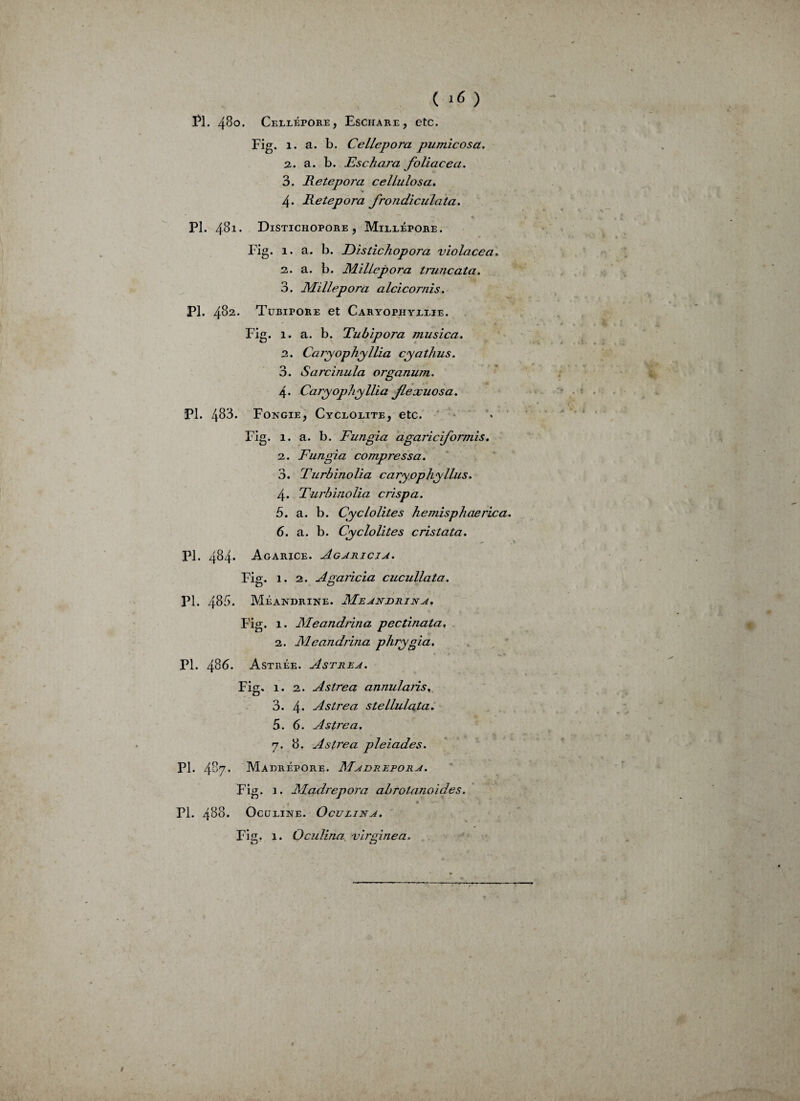 ( ) PL 480. Celxépore, Eschare, etc. Fig. 1. a. b. CelLepora pumicosa. 2. a. b. Eschara foliacé a. 3. Retepora cellulosa. 4- Retepora frondiculata. PL 481. Distichopore , Millépore. Fig. 1. a. b. Distichopora violacea. 2. a. b. Millepora truncata. 3. Millepora alcicornis. PI. 482. Tubipore et Caryophyxxie. Fig. 1. a. b. Tubipora musica. 2. Caryophyllia cyathus. 3. Sarcinula organum. 4. Cary ophy Ilia Jlexuosa. PI. 488. Fongie, Cyclolite, etc. Fig. 1. a. b. Fungia agariciformis. 2. Fungia compressa. 3. Turbinolia caryophyUns. 4. Turbinolia crispa. 5. a. b. Cyclolites hemisphaerica. 6. a. b. Cyclolites cristata. PL 484. Agarice. Agaricja. Fig. 1. 2. Agaricia cucullata. PL 485* Méandrine. Meandrina, Fig. 1. Meandrina pectinata, 2. Meandrina phrygia. PL 486- AstRÉE. A ST RR a. Fig. 1. 2. Astrea annulans, 3. 4* Astrea stellulata. 5. 6. Astrea. 7. 8. Astrea pléiades. PL 487. Madrépore. Madrepora. Fig. 1. Madrepora abrotanoides. Pi. 488. OctJEINE. OcULINA. Fis. 1. Oculina virginea. O O