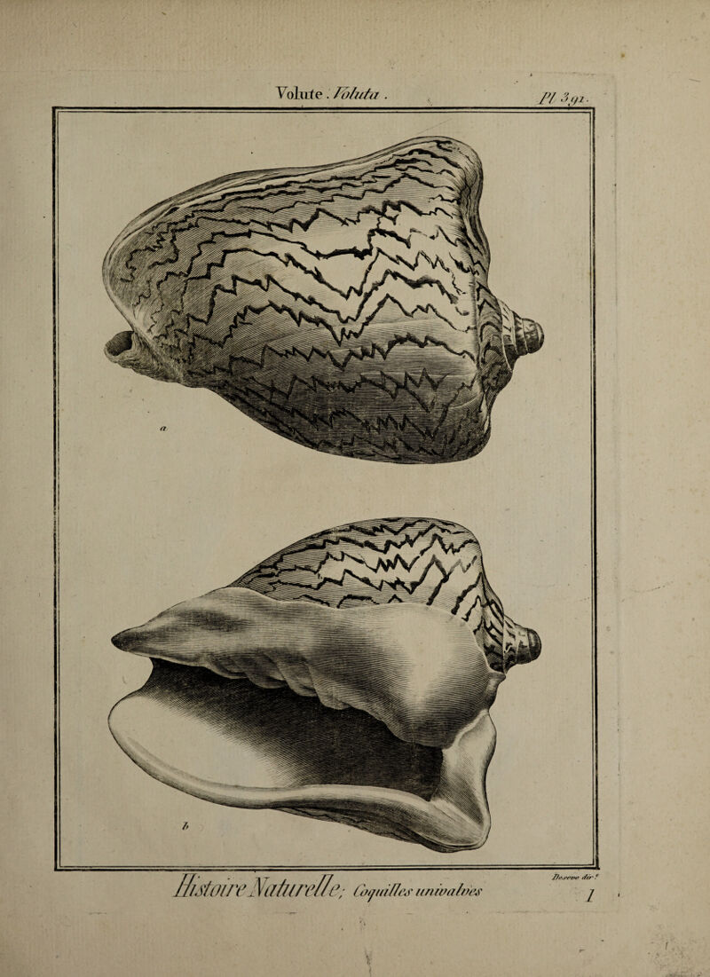 . • ' ■ Volute. loluùz . T Dr+rrrre tfrr ? Vf/6; Coquilles unioafoes