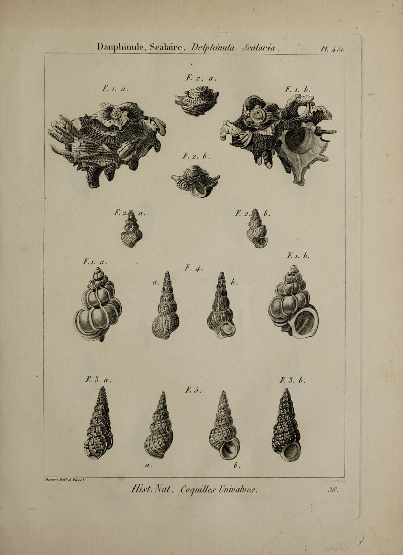 Dauphiinile f Scalaire. Delphimda. S cal aria . ]>/. 4oj. Fi. a. I. 3. a, F. 3. b. Jh\revc. Pc/f cl Pircc f Hist. Aid. Cvijuilles Inwalvcs. 36.