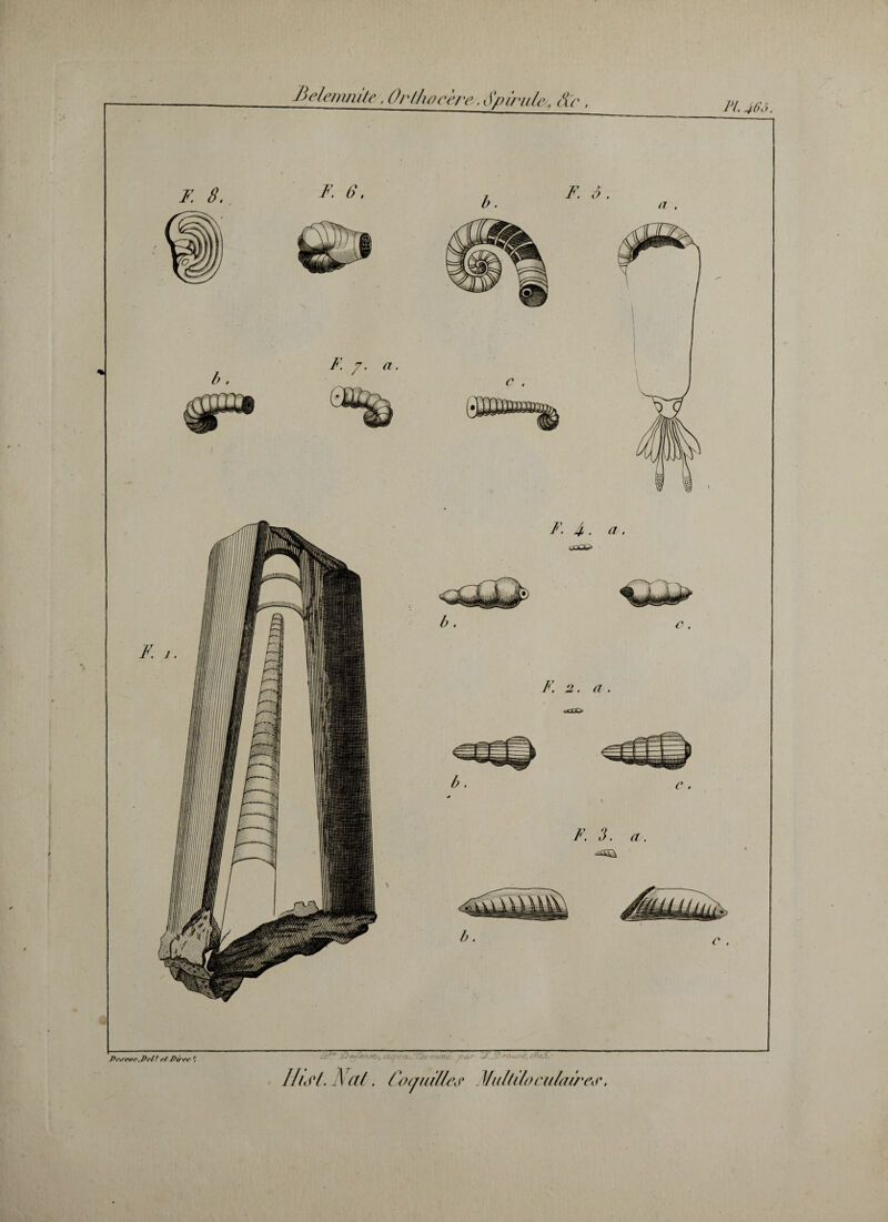 Belenmile. Or/hocère. Spirille , dp , F. S. F. 6. b. F. 6 a .