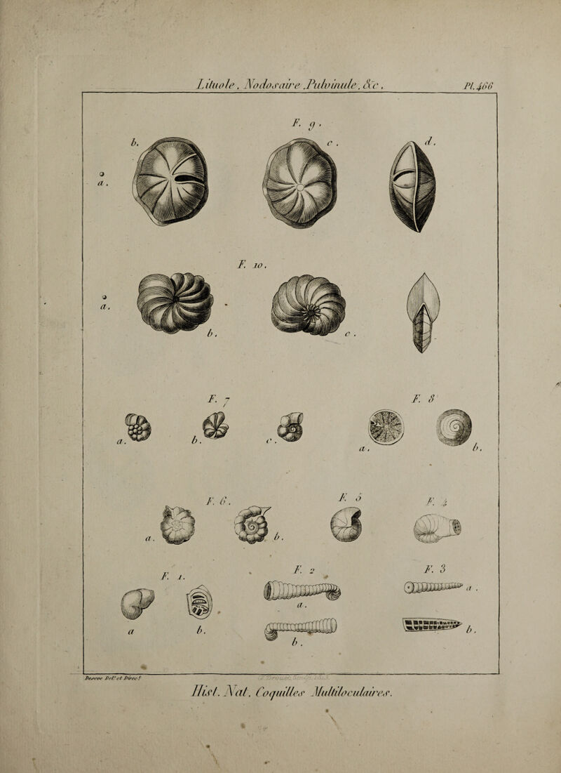 Lituo/e, No do j aire .Pidvinule. de, Ihst. Nat. Coquille \ r _ Multiloculair 'e,r. \