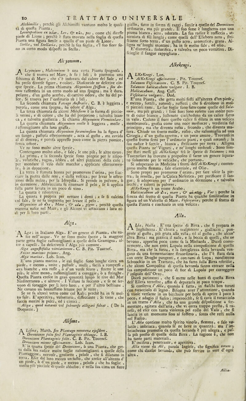 Alchimilla , perche gli Alchimilli vantano molto le quali¬ tà di quella Pianta. Leontopodium ex , Leo, & vrùt, pes , come chi dicefTe piede di Lione ; perchè è Hata trovata nella foglia di quella Pianta una figura limile a quella d’un piede di Lione. Stella, vel Stellaria, perchè la fua foglia, e’I fuo fiore fo¬ no in certo modo dilpolli in Stella. Alcyonmm » Lcyonium , Halcitmium è una certa Pianta fpugnofa , che fi truova nel Mare, ò fu i lidi ; ò piuttolto una fchiuma di Mare , che s’è indurata dal calore del Sole , ed ha prefo diverfe figure, e colori. Diofcoride ne defcrive cin¬ que fpezie. La prima chiamata Alcyonium fpiffum , feu du- rum raflembra in un certo modo ad una fpugna ; ma è dura, pelante, d’un gullo acerbo, di cattivo odore, che ha del pe- ice, Si truova per P ordinario sii i lidi. La feconda chiamata Favago Aufiralis. C. B. è leggiera , parola, come una fpugna, ha odore d’Alga, La terza chiamata da alcuni Milefìum è in forma di piccio¬ li vermi, e di colore , che ha del porporino ; talvolta bian¬ ca , e talvolta gialliccia . Si chiama Alcyonium Vermicai are. La quarta chiamata Alcyonium molle è leggiera , molle , fafiomigliante alla lana grafia. La quinta chiamata Alcyonium foraminofum ha la figura d’ un fungo , paftofa efteriormente , aera al giifto , ma ruvida al di dentro, e porofa apprefio poco come la pietra pomice, lenza odore. Ve ne fono molte altre fpezie. Contengono molto olio, e fiale, le une più , le altre meno. La prima, e la feconda fpezie fono proprie per le rilipo- le^ volatiche, rogna, lebbra , ed altri pizzicori della cute ; per mondare il vifio dalle macchie , applicate efteriormen¬ te, ò in decozione. la terza è firmata buona per promovere l’orina, per tac¬ ciare la pietra dalle reni, e dalla veficica; per levar le oftru- zioni della milza, per la Idropifia. Si prende in polvere, ò in decozione. Abbrùcciata fa ritornare il pelo , fie fi applica filila parte lavata in un poco di vino . La quarta è rifiolutiva. La quinta è propria per nettare i denti ; e fe fi calcina col fiale, fie ne fa unguento per levare il pelo . Alcyonium ab , Mare , & y.o'u , gigao , perchè quella materia nafte nel Mare, e gli Alcioni vi attaccano i loro ni¬ di per li loro parti. Alga.. ' j\ Lga •, in Italiano Alga. E’un genere di Pianta, che na- Ice nell’acque. Ve ne fono molte fpezie , la maggior parte getta foglie raftòmiglianti a quelle della Gramigna, al¬ tre a capelli. Io defcriverò 1’ Alga più comune . Alga angufìifolia vitriariorum . C. B. Pit. Tournef. Fucus marinus primas, Ang, Alga marina. Lob. Icon. E’ una pianta marina , le cui foglie fono lunghe circa un piede, e mezzo , unite , paftofe , molli , facili a romperli , ora bianche , ora rofiè , ò d’un verde fturo , ftrette le une più, le altre meno, rafiomiglianti a coreggie, ò a ftringhe. Quella Pianta crefce in gran quantità lungo le rive del Mar Mediterraneo , e altrove . I Villani la ficcano , e fe ne fer¬ vono di foraggio per li loro buoi , e per l’altro beftiame . Ne cavano un buomifimo letame per le terre. Se ne fa altresì vetro come col Kalj ; perchè ha in fi mol¬ to fiale. E’ aperitiva, vulneraria, diftèccante ; Si tiene , che faccia morire le pulci, ed i cimici . Aliga , quod natanti vcl J'ubmerfo alligati folcat . ( De la Duquerie. ) Alìfma. Lifma, Matth. feu Flantago montana ejufdem * Doronicum folio fere Flantaginis oblongo. I. B. fioroni cura P lantaginis folio. C. B. Pit. Tournef. Doronicum minus ojficinarum. Lob. Icon. E’la quarta fpezie del Doronicum, ò una Pianta, che get¬ ta dalla tua radice molte foglie rafsomiglianti a quelle della i ìantaggine, nervofie, grofsette , pelofie , che fi dilatano in rena. Eftv dal loro mezzo unfufto, che crefce all’altezza d’ un piede, ò d’ un piede , e mezzo , pelofo ; che ha foglie , molto piu picciole di quelle abbafiso ; e nella fua cima un fiore I giallo, fatto in forma di raggi, limile a quello del DoYonicum ordinario, ma più grande. lì filo feme è lunghetto con una piuma bianca, aera, odorata. La fua radice è rolficcia , at¬ torniata di fili lunghi, come quelli dell’Elleboro nero , ftri- feiante fitto terra, d’un gufilo acro, aromatico, grato. Al¬ ligna ne’luoghi montani ; ha in fie molto fiale , ed olio. E’diuretica, fiudorifica, e talvolta un poco vomitiva. Di- ficioglie il fangue rappigliato . Alkekengt. A LKeKengi. Lon. AlKeKengi ojficinarum . Pit. Tournef. Solanum Vejcicarium, C. B. Pit. Tournef. Solanum balie ac abum vulgate . I. B. Halicacabum. Ang. Cali. Vefcicaria vulgaris. Dod. E’ una Pianta, che getta molti fufti all’altezza d’un piede, e mezzo, fiottili, rotondi, rofficci ; che fi dividono in mol¬ ti piccioli rami. Le fue foglie fono fatte come quelle del Sola¬ num , ma più grandi ; i fiuoi fiori fono rofette con molte pun¬ te di color bianco , foftenute ciaftheduna da un calice fatto in vafo. Caduto il fiore quello calice fi dilata in una vefcica membranofa, grofisa come una noce mediocre , verdiccia fui principio, ma che diventa rofsa , fecondo , che diventa ma¬ tura . Chiude un frutto molle, rofiso, che rafsomiglia ad una Ciriegia; d’un gufilo agretto, e un poco amaro. Trovanfiin quello frutto fimi per l’ordinario piani, e quafi rotondi ; la fiua radice è fittile , bianca , ftrifeiante per terra . Alligna quella Pianta ne’Vigneti , e ne’luoghi ombrofi . Sono fem- pre filati mefili gli AlKeKengi frà le fpezie di Solanum ; ma Toutnefiort ha trovato a propofito il farne un genere fepara- to fiolamente per le veficiche, che portano. Si adoperano in Medicina i frutti dell AlKeKengi ; conten¬ gono molta flemma, fiale efsenziale , ed Olio . Sono propri per promover 1’ orina, per fare ufeir la pie¬ tra, la renella, per la Colica Nefritica, per purificare il fian- gue ; fi adoperano per 1’ ordinario in decozione > e talvolta lecchi, e ridotti in polvere. AlKeKengi è un nome Arabo. Halicacabum ab età, mare , ZA i Vas perche la ficorza del frutto di quella Pianta ha qualche fimilitudine in figura ad un Vafcello di Mare. VeJ'cicana, perche il frutto di quella Pianta e rinchiufo in una veftica. Alla. Ahla. Ralla . E’una fpezie di Birra , che fi prepara in Inghilterra. E’chiara , trafparente , gialliccia , pun¬ gente al gufilo, più grata alla villa, ed al gufilo. , che alcun* altra Birra : ma pizzica il nafio, e la bocca di quelli, che ne bevono, apprefso, poco come fa la Mòltarda , Dicefi comu¬ nemente, efie non entri Lupolo nella compofizione di quella Birra, ma che la. forza, e la fiottigliezza della bevanda ven¬ gano da una fermentazione llraordinaria, che l’è filata data con certe Droghe pungenti, e con rami di feopa ; nondimeno Schoockio in un Trattato, che ha fatto fulla Birra riferifce* che alcuni Compofiìtai di quella bevanda fanno entrare nella fiua compofizione un poco di fior di Lupolo per correggere l’ìnfipido dell’ Orzo , Dicefi parimenti , che fi mette nelle botti di quella Birra dell’ Ellera terreftre, affin di depurarla in poco tempo. Si conferva P Alla, quando è fatta, in fiafehi ben turati con turacciolo di legno. Bifogna aver l’attenzione, quando fi vuole verfiarne in un bicchiere per berla di aprire à poco à poco, e adagio il fiafico ; imperocché, fe fi cava il turacciolo in un tratto P Alla , che ha una grande difpofizione a fer¬ mentare , agitata dall’aria, che vi entra troppo prefto, fi ra¬ refa, ed efice con tanta violenza pel collo del Vafo , che fi lancia in un momento fino al fottìtto , fenza che refti nulla nel Fiafico. V Alla contiene molto fpirito vinofo, flemma, e fiale vo¬ latile; imbriaca, quando fie ne beve in quantità; ma l’im¬ briachezza promolsa da quella bevanda è più allegra , e paf- fa più prefio di quella della Birra , La ragione è, che non ha tante parti materiali. E’inciliva, penetrante, e aperitiva. Alla viene da All, parola Inglefie, che lignifica totum ; come chi dicefse bevanda, che può fervire in vece d ogni altra. A Idi a-