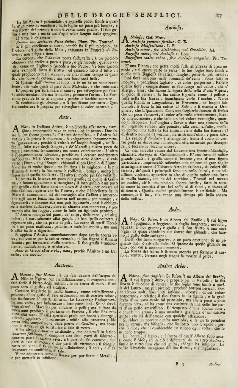 & La Tua figura è piramidale, e apprettò poco, limile a quel¬ la d’un pane di zucchero, ha le Foglie un poco pili lunghe, e ih flrette dei primo ; e non diventa tanto giallo. Il fuo gu- o è migliore ; ma Fa anch’ egli ufcir fangue dalle gengive. II terzo è chiamato Ananas non aculeatus Pitta diSius. Plum. Pit. Tournef. E’ il più eccellente di tutti, benché fia il più picciolo, ha l’odore, e’i guflo della Mela , chiamata in Francefe de Re¬ nette ; non allega i denti. La corona, che l’Ananas porta fulla teda , è un picciolo Ananas, che crefce a poco a poco, e gli fuccede, quando ca¬ de, come un Figliuolo fuccede a fuo Padre. Vi fono ancora altri rampolli fotto il frutto , ed eziandio fotto il fufto ; 1 ■quali producono degli Ananas, in aliai minor tempo di quel¬ lo , che ferve di corona ; ma non fono così belli. Si fpreme dall' Ananas il fugo , e fe ne fa un vino eccel¬ lente , che vale quali al pari della Malvafia, e che imbriaca. E’proprio per fortificare il cuore, per risvegliare gli fpiri- *i addormentati. Ferma le naufee, promove l’orina. Le Fem¬ mine gravide fe ne attengono , perche le farebbe abortire. Si confettano gli Ananas , e li fpedifcono pe? tutto . Que¬ sta confettura è propria per rifvegliare il calor naturale , Anas • ANas; in Italiano Anitra; è un Uccello affai noto, cam- fibio ; imperocché vive in terra, ed in acqua. Due fo¬ no le fue fpezie generali ; F Anitra domeftica, e F Anitra fal- vatica ; la prima é chiamata , ò volgarmente foprannomina- ta fguazzatrice, perchè fi voltola ne’ luoghi fangofì , ne’ Ru- fcelfi, fulle rive degli Stagni, e de’Maraflì ; s’alza poco da terra ; cammina lentamente ; ma nuota celeremente . L’altra •è foprannominata falvatica, perchè va à cercare nodrimento ne’bofchi . Và il Verno in truppa con altre Anitre , e vola verfo i Fiumi, fu gli Stagni ; chiamafi allora Uccello di Fiume. Ve n’ha di molte fpezie ; ma l’ultima è la migliore, e la più Rimata di tutte ; la fua carne è rottìccia , bruna , molto più Saporita di quella dell’altra. Ha altresì molto più fale volàtile. L’ Anitra fa le uova un poco più groffe, di quelle di Galli¬ na , e buone egualmente a mangiare, il loro guido è un poco più groifo. Se è flato dato un uovo di Anitra, per covare ad una Gallina; aperto che fia l’uovo, e che l’Uccelletto fia in ittato di camminare, dà del travaglio alla Gallina ; imperoc¬ ché egli corre fenza fua licenza nell’ acqua , per nuotare , e fguazzarfi ; e ficcome ella non può feguitarlo, così è obbliga¬ ta a ltarfene fulla.riva, dove io chiama con tenerezza, e ge¬ mendo alla fua foggia, come fe fotte un figliuolo perduto. L’Anitra mangia del pane, de’ rofpi, delle rane , ed altri infetti ; è naturalmente affai goletta ; è ben fpeflò cottretta à rigettare ciò, che ha prefo di piu. La carne di quett’ Uccel¬ lo è un poco matticela, pefante, e nodnfce molto , ma non è affai facile a digerirfi. Si applica F Anitra immediatamente dopo averla aperta vi¬ va , fui ventre per la colica ventofa ; il fuo fegato è ttimato buono, per fermare il flutto epatico. Il fuo graffo è ammol¬ liente, raddolcente, e rifolutivo. Anas in Greco viti* a via, natoy perchè l’Anitra è un Uc •cello, che nuota. Anatron. ; ANatron , fìve Natron ; è un fale Cavato dall’ acqua del Nilo in Egitto per cnttallizzazione , ò evaporazione ; farà forfè il Nitro degli antichi ; fe ne trova di rado. E’ un poco acro al guflo, ed alcalico. Convien fceglierlo in matta bianca , come criftallizzato , pelante, d’un gutto di fale ordinario, ma di cattivo odore, che facilmente s umetti all’aria. Le Lavandaie l’adoperava¬ no una volta, per imbiancare i loro panni lini. Se ne fervi¬ do altresì i Macellai per infalare le pelli ; ma è flato da motti anni proibito il portarne in Francia , il che l’ha ren- ,ur° a‘‘ai raro. E’affai aperitivo prefo per bocca ; deterge , o ecca, applicato elleriormente , refifle alla cancrena; Ne cn r ne a compofìzione della pietra di Crollius , ma come n°v’L r?iTa\fe„§Ii loltltulfce ri fale di vetro. a- Anatron artifiziale , che chiamafi in latino ^ rt ^ c°mpone con dieci parti di falnitro , nitri Hi fri e Hi* .Ca Clna viya » parti di fai comune , due parti di fale di rocca e due parti di vitnuolo ; fi fcioglie ^ , purificare i Meralii , Anchufa . A Ne bufa. Gef. Hort. Anchufa puniceis fiori bus. C. B- Anchufa Monfpelliana. I. B. Anchufa minor, feu Alcibiadon, vel Onochiles. Ad. Bugi offa rubra, vel Anchufa i. Lon. Bugloffum radice rubra , fìve Anchufa vulgatiot. Pit. To¬ urnef. E’ una Pianta, che getta molti fufli all'altezza di circa un piede , e fi curva verfo la terra ; le fue foglie fono limili a quelle della Buglofla falvatica, lunghe, piene di peli ruvidi; i fuoi fiori nafeono nelle fommità de’ rami ; fono fatti in imbuto, a padiglione tagliato , di color porporino . Pattato quello fiore , comparirono in fuo luogo nel calice , che s* allarga, femi, che hanno la figura della tetta d’una Vipera, di color di cenere ; la fua radice è grotta come il pollice , rotta nella fua feorza ; bianchiccia verfo l’occhio . Nafce quella Pianta in Linguadoca, in Provenza , ne’ luoghi fab- bionofi ; fi fecca la fua radice al Sole , e fi manda a Dro¬ ghieri , che la fpacciano. Conviene fceglierla feccata di frefeo che un poco s’incurvi, di color affai rotto efieriormente , bian¬ co interiormente, e che lafci un bel colore vermiglio, quan¬ do fi firopiccia full’ unghia . Serve a dare una tintura rotta all’ unguento rofato, alle pomate, alla cera, all’olio, metta¬ vi dentro ; ma tutta la fua tintura viene dalla fua feorza ; il di dentro non ne dà veruna ; ha in sé molt’olio, e poco fale . La radice d’Anchufa è aftringente, ferma il corfo di ven¬ tre prefa in decozione ; lì adopera efieriormente per deterge¬ re, e feccare le vecchie ulcere. Ci vien talvolta recata dal Levante una fpezie d'Anchufa * chiamata AnchuJ'a di Cofiantinopoli . E’ una forta di radice grande quafi , e grotta come il braccio , ma d’una figura particolare ; imperocché raffeinfira una unione di gran foglie attortigliate come il Tabacco fatto in falficcia, di colori dif¬ ferenti , de’ quali i principali fono un rotto feuro , e un bei- liflìma violetto ; apparifee in alto di quella radice una forra di muffa bianca , che ha del turchino . Trovali nel mezzo un occhio, eh’ è una picciola feorza fiottile, fatta in roto¬ lo come la cannella d’un bel rotto al di fuori , e bianca al di dentro . Quella radice probabilmente è artifiziale . Ma comunque fi fia , ella rende una tintura più bella ancora della noflra. Arida, ANda. G. Pifion. è un Albero del Brattile , il cui legno è fpugnofo, e leggiero ; la foglia lunghetta, nervola , aguzza ; il fior grande, e giallo ; il fuo frutto è una noce bigia , la quale chiude in due feorze due ghiande , che han¬ no il guflo delle caflagne. Dicefi che fieno purgative, e un poco emetiche ; fe ne pi¬ gliano due, ò tré alla dotte. Si fpreme da quelle ghiande un olio, con cui fi ungono i membri. La feorza del frutto è Rimata propria per fermare il cor¬ fo di ventre. Gettata negli Ragni fa morire il pefee. Andira Arhor, ANdira, fìve Ange/yn. G. Pifon. *é un Albero del Brafìle, fi cui legno è duro, e proprio p$r li Vafcelli ; la fua feorza è di color di cenere ; le lue foglie fono fimili a quel¬ le del Lauro, ma più piattole ; produce bottoni nericci, don¬ de efeono molti fiori uniti infieme , odorati , di bel colore porporino, e celefle ; il fuo frutto ha la figura , e la grof- l'ezza d’un uovo verde fui principio, ma che a poco a poco diventa nero, ed ha come una cucitura in una delle fue par¬ ti d’un guflo amarittìmo. E’ ricoperto d’una feorza dura , e chiude un grano, ò una mandorla gialliccia d’ un cattivo gullo ; che ha dell’ amaro con qualche attrizione. Si riduce in polvere quello nocciolo', e fe ne fa prendere per li vermi, ma bifogna, che fia fotto uno fcropolo , per¬ chè fi dice, che fi cambierebbe iu veleno ogni volta , che fe ne dette troppo. La fcorza, il legno, e ’l frutto di quell’ Albero fono ama¬ ri come F Aloè, ed in ciò è differente da un altro Andira , limile in tutto fuor che nel guflo, ch’egli ha infipido . Le befiic falvatlche mangiano del fuo frutto , e s’ingraffano.