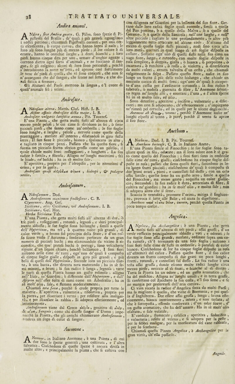 Andini animai, A Udirà , five Addirà guacu . G. Pifoil. fono fpezie di Pi- piftrelli del Braille , de’ <juali i piu grandi uguagliano i noftri piccioni ; chiamanfi Pipiftrelli cornuti, per una cer¬ ta efcrefcenza, ò corpo curvo , che hanno fopra il nafo ; le loro ali fono lunghe più di mezzo piede ; il lor colore è di cenere, hanno le orecchie larghe , i denti bianchi , i loro piedi hanno cinque dita per uno , armate d’unghie aguzze ; corrono dietro ogni Torta d’animali , e ne fucciano il fan¬ gue, Te gli colgono ; alcuni di loro fono pericololi , perché s’introducono la notte ne’ letti, ed aprono così fottilmente le vene de’piedi di quelli, che vi fono coricati , che non fe n’ accorgono che dal fangue, che fcorre nel letto, e che du¬ rali fatica a fermare. Gli Abitanti del Paefe mettono la lingua , e ’l cuore di quell’ animale frà i veleni. Ndroface altera. Matth. Ciuf. Hift. I. B. Alfine affini* Androface diEìa major. I. B. Androface vulgati* latifioha annua. Pit. Tournef. E’una Pianta , che getta molti furti all’altezza di circa mezzo piede peloft ; le cui cime li dividono in Tei , ò fette piccioli piedi , che fanno come un’ombrella ; le Tue foglie fono lunghe, e larghe , pelofe , nervofe come quelle della piantaggine , merlate all’ intorno , dilatandofi in giro fulla terra. Il fuo fiore è picciolo, bianco , lpalancato in alto , e tagliato in cinque pezzi. Pafrtato che fia quello fiore , fi forma un picciolo frutto sferico grollò come un pifello, il quale chiude molti femi rorteggianti , e lunghetti , La Tua radice è fiottile, e fibrofa. Alligna ne’ luoghi marittimi , frà le biade, ne’bofchi ; ha in sé molto fale. E’ aperitiva, propria per l’idropifia , per le ritenzioni d' orina, e per la gotta. Androface quafi drìpìumS , hi drop i , £)* podagra utilis. AndrofemuM ♦ AUdrofemum . Dod. Androfiemum maximum fruElefcen* . C. B. Clymenum. Ang. Gef. Siciliana, alti* Ciciliana, vel Androfiemum. I. B. Siciliana, Gef. Hor. Herba Siciliana Tab. E’una. Pianta, che getta molti furti all’ altezza di due, ò tre piedi , rorteggianti , rotondi , legnolì , e duri principal¬ mente abballò ; le fue foglie fono bislunghe , finirti a quelle dell’ Hypericum, ma tré , ò quattro volte più grandi , di color verde , e bruno fui principio della State, e d’un rof- fo fcuro verfo l’Autunno ; fembrano perforate da un gran numero di piccioli buchi ; ma efannnandole da vicino li ri- conofce, che que’ pretelì buchi ò pertugi , fono vefcichette ripiene d’un liquor chiaro, benché balfamico . I fuoi fiori nafcono nelle cime de’ rami , ogn’ uno de’ quali é comporto di cinque foglie gialle , difporti in giro più grandi , e più belli di quelli dell’ Hypericum. Succede loro un picciolo frut¬ to, ò una bacca, che diventa nera maturando ; ha in sé fe- mi minuti, e bruni ; la fua radice é lunga , legnofa ; tutte le parti di quella Pianta hanno un gufilo refinofo ; alligna nell’ Ifole, ne’ Giardini ; é differente dall’ Hypericum , e dall’ Afieyron nell’ erter folta di rami come un Arbofcello ; ha in sé molt’ olio, fale, e flemma moderatamente. Chiamarti tota fiana, perché fi crede propria per tutte le malattie. E’aperitiva , vulneraria, ri foluti va , propria per la pietra, per ifcacciare i vermi ; per refirtere alla maligni¬ tà, e per ifcanfare la rabbia . Si adopera erteriormente , ed interiormente. Androfiemum viene dal Greco «VSpos , genitivo di ùviìp , & Sangui*-, come chi dicerte fangue d’Uomo ; impe¬ rocché la Pianta, che gli antichi chiamavano Androfiemum , rendeva un fugo di color di fangue. Anemone, Anemone, in Italiano Anemone , é una Pianta , di cui due fono le fpezie generali , una coltivata , e 1’ altra lalvatica . Ciafcheduna di quelle fpezie é ancora divifa in molte altre, e principalmente la prima , che fi coltiva con con diligenza ne’ Giardini per la bellezza del fuo fiore. Get¬ tano dalle loro radici foglie quafi rotonde , fimili a quelle del Pan porcino, ò a quelle della Malva , ò a quelle del Geranio, ò a quelle della Sanicola; nellrtune larghe, e nell*- altre picciole ; tagliate le une profondamente , le altre più leggiermente tutte attaccate ad alcune code . S’alzano dal mezzo di quelle foglie furti piccioli , nudi fino circa alla loro metà, guerniti in quel luogo di tré foglie difpofte in collare . Softjene ogn’ uno di quelli furti nella fua cima un vago fiore, largo, e rotondo, con molte foglie difpofte in rofa femplice, ò doppia, gialla , ò bianca , ò porporina , ò incarnata, ò turchina , ò rolla , ò violetta , ò diverfificata da molti colori , ornata talvolta d’un certo , che chiamarti volgarmente la felpa . Pafrtato quello fiore , nafee in fuo luogo un frutto il più delle volte bislungo , che chiude un nocciolo carico di molti femi; ogn’uno de’quali é ricoper¬ to d’nna .cuffia per l’ordinario cotonofa ; la fua radice é tuberofa, ò nodofa , guernita di fibre . L’Anemone felvati- co regna ne’ luoghi alti , e montani ; P una , e P altra fpezie hà in sé molto fiale, ed olio. Sono deterlive , aperiti ve , incifive , vulnerarie , e difec- canti ; ma non fi adoperano , eh’ erteriormente ; s’impiegano ne’ rimedi pel cervello, ed in quelli per le ulcere degli occhi. Anemone ab dvsa®- , venta* , perché P Anemone nafee ne’ luoghi efpofti al vento , o pure*-, perchè il vento fa aprire il luo fiore. Anethwn • A Net bum. Dod. I. B. Pit. Tournef. Anethum hortenfie. C. B. in Italiano Aneto. E’una Pianta limile al Finocchio ; le fue foglie fono ta¬ gliate quafi in fila, odorate ; ma il loro odore non è sì gra¬ to come quello del Finocchio ; i fuoi fiori fono in ombrelle fulle cime de’rami, gialli; ciafcheduno ha cinque foglie dif¬ pofte in rofa ; partati che fieno quelli fiori, fuccedono in lo¬ ro luogo frutti piccioli ; ciafcheduno de’ quali è comporto di due grani ovati , piani, e cannellati fui dolio , con un orlo affai fiottile ; quello feme ha un gufto acro , fimile a quello del Finocchio , ma meno grato ; acquifta un color giallic¬ cio, feccandofi ; la fua radice è dura, attorniata di fibre, fi coltiva ne’ giardini ; ha in fe molt’ olio , e molto fale ; non fi adopera altro che il feme. Scaccia le ventolità, promove P orina, mitiga il finghioz- zo, provoca il latte^alle Balie , ed ajuta la digeftione. Anethum itcepx tè«V» 9-eW, currere, perchè quella Pianta in poco tempo crefce. ANgelica, fieu Archangelica ; è una Pianta , che getti molti fufli all’ altezza di tré piedi , aliai groffi , d’un verde rofficcio principalmente abballo , voti , e odorati ; le fue foglie fono artai grandi, merlate, ordinate fopra una co¬ rta ramofa, eh’è terminata da una fola foglia ; nafcono i fuoi fiori fulle cime de’ furti in ombrelle, ò parafoli di color bianco. Ciafcheduno di lor ha cinque foglie difpofte in rofa all’ eltremirà del calice . Paffuto quello fiore , il fuo calice diventa un frutto comporto di due grani un poco lunghi , ftretti, rotondi, e cannellati fui dolio . La fua radice è una tetta artai grolla , donde efeono molte radici lunghe circa mezzo piede, nericcie al di fuori, e bianche al di dentro . Tutta la Pianta ha un odore , ed un gufto aromatico , che ha del mufchio. Alligna ne’ luoghi umidi, e in terra grafia. Si confettano col Zucchero la fua corta, e ’l fuo feme , e fe ne mangia per prefervarfi dall’aria cattiva. Ci vien recata la radice d’Angelica fecca da molti Paefi ; ma la migliore è quella, che viene di Boemmia, e poi quel¬ la d’Inghilterra. Dee eflère affai grolla , lunga , bruna ellc- riormente, bianca interiormente , intera , e non tarlata, al che è fottopofta , efrtendo confervata ; d’un odor foave , d’ un gufto aromatico, che ha dell’ amaro. Ha in sé molt’ olio efaltato, e fale volatile. E’ cordiale , ftomacale , cefalica , aperitiva , fudorifica , e vulneraria ; refilte al veleno , e fi adopera per la pelle , per le febbri maligne, per la morficatura del cane rabbiofò, e per lo feorbuto. Chiamarti quella Pianta Angelica , ò Archangelica per le gran virtù, eh’ ella poffiede. Anguil*