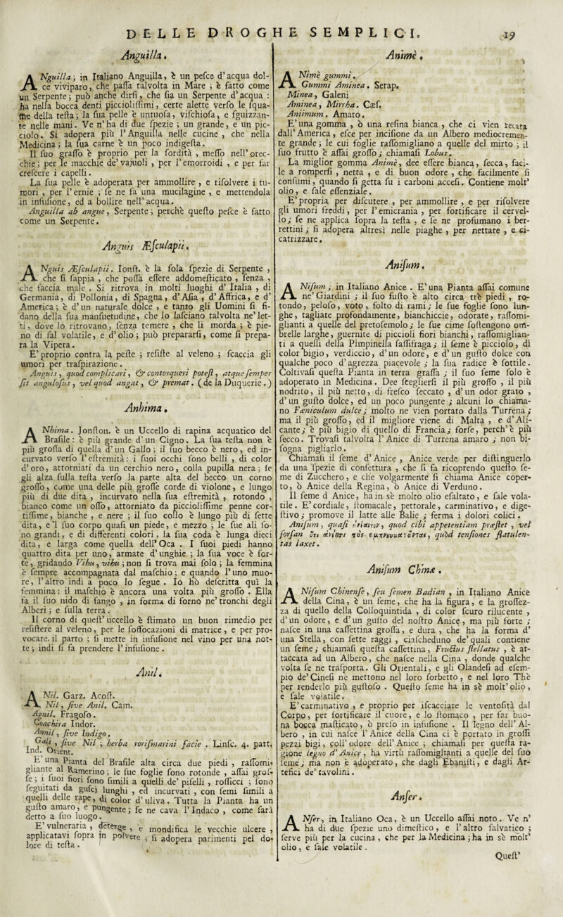 Anguilla. Anguilla ; in Italiano Anguilla, è un pefce d’acqua dol¬ ce viviparo, che palla talvolta in Mare ; è fatto come un Serpente ; può anche dirfi, che fia un Serpente d’acqua : ha nella bocca denti picaolilfimi, certe alette verfo le Iqua- tfie della telìa ; la fua pelle è untuofa, vifchiofa, e fguizzan- te nelle mani. Ve n’ha di due fpezie ; un grande, e un pic¬ ciolo . Si adopera più l’Anguilla nelle cucine , che nella Medicina ; la lua carne è un poco indigena. Il fuo graffo è proprio per la fordità , melfo nell’orec¬ chie ; per Te macchie de’vajuoli , per l’emorroidi , e per far crefcere i capelli. La fua pelle è adoperata per ammollire , e rifolvere i tu¬ mori , per l’ernie ; le ne fa una mucilagine , e mettendola in infufione, ed a bollire nell’ acqua. Anguilla ab angue, Serpente ; perchè quello pefce è fatto come un Serpente. Anguis JEfculapii. ANguis JEfculapii, Ionft. è la fola fpezie di Serpente , che fi fappia , che polTa elfere addomerticato , fenza , che faccia male . Si ritrova in molti luoghi d’ Italia , di Germania, di Pollonia, di Spagna, d’Afia , d’Affrica, e d’ America; è d’un naturale dolce , e tanto gli Uomini fi fi¬ dano della fua manfuetudine, che lo lafciano talvolta ne’let¬ ti , dove lo ritrovano, fenza temere , che li morda ; è pie¬ no di fai volatile, e d’olio ; può prepararfi, come fi prepa¬ ra la Vipera. E’proprio contra la pelle ; refille al veleno ; fcaccia gli umori per trafpirazione. Angui s, quod compì icari, & contorqueri potejì, atque femper fit angulofus, vel quod angat, & premat. ( de la Duquerie. ) Anhtma • ANbima. Jonllon. è un Uccello di rapina acquatico del Brafile : è più grande d'un Cigno. La fua tefta non è più grolla di quella d’un Gallo; il fuo becco è nero, ed in¬ curvato verfo l’ellremità : i fuoi occhi fono belli , di color d’oro, attorniati da un cerchio nero, colla pupilla nera ; le gli alza fulla tella verfo la parte alta del becco un corno grolfo, come una delle più grolfe corde di violone, e lungo più di due dita , incurvato nella fua efiremità , rotondo , bianco come un olfo, attorniato da piccioliffime penne cor- tilfime, bianche , e nere ; il fuo collo è lungo più di fette dita, e’l fuo corpo quafi un piede, e mezzo ; le fue ali fo¬ no grandi, e di differenti colori, la fua coda è lunga dieci dita, e larga come quella dell* Oca . I fuoi piedi hanno quattro dita per uno, armate d’unghie ; la fua voce è for¬ te , gridando Vihu, vibu ; non fi trova mai Colo ; la femmina è fempre accompagnata dal mafehio ; e quando l’uno muo¬ re, l’altro indi a poco io fegue . Io hò deferitta qui la femmina : il mafehio è ancora una volta più groffo . Ella fa il fuo nido di fango , in forma di forno ne’ tronchi degli Alberi ; e fulla terra. 11 corno di quell’ uccello è {limato un buon rimedio per refiftere al veleno, per le foffocazioni di matrice, e per pro¬ vocare. il parto ; fi mette in infufione nel vino per una notr te ; indi fi fa prendere l’infufione . Ami. A M/. Garz. Acofl. Nil, fine Anil. Cam. Agnil. Fragofo. Cbachila Indor. Annìl, fi ve Indigo . r , five M/ ; herba tori [marini facie . Linfe. 4. part, Ind. Orient. fi una Pianta del Brafile alta circa due piedi , ralfomi* gitante al Ramerino ; le fue foglie fono rotonde , aliai grò fi le ; 1 tuoi fiori fono fintili a quelli de’ pifelli , rofiìcci ; fono feguitati da gufcj lunghi , ed incurvati , con femi fimili a quelli delle rape, di color d’ uliva. Tutta la Pianta ha un gulto amaro, e pungente ; fe ne cava l’Indaco , come farà detto a firn luogo. E vulneraria , deterge, e mondifica le vecchie ulcere , applicatavi fopra jn polvere , li adopera parimenti pei do-r Anime « ANimè gummì Cummi Aminea. Serap. Minea, Galeni Aminea, Mirrba. Casf. Aniimum. Amato. E’ una gomma , ò una refina bianca , che ci vien recata dall’ America, efee per incifione da un Albero mediocremen¬ te grande ; le cui foglie rafiòmigliano a quelle del mirto ; il fuo frutto è affai grolfo; chiamafi Lobus, La miglior gomma Anime, dee elfere bianca, fecca, faci¬ le a romperli , netta , e di buon odore , che facilmente fi confumi, quando fi getta fu i carboni accefi. Contiene moli’ olio, e fale eflenziale.. E’propria per difeutere , per ammollire , e per rifolvere gli umori freddi, per l’emicrania , per fortificare il cervel¬ lo; fe ne applica fopra la teda , e fe ne profumano i ber¬ rettini; fi adopera altresì nelle piaghe , per nettare , e ci¬ catrizzare , A Nifum ■ in Italiano Anice . E’ una Pianta affiti comune ne’Giardini ; il fuo furto è alto circa tre piedi , ro¬ tondo, pelofo, voto, folto di rami; le fue foglie fono lun¬ ghe, tagliate profondamente, bianchiccie, odorate, rafiomi- elianti a quelle del pretofemolo; le fue cime foftengono om- reile larghe, guernite di piccioli fiori bianchi, raflomiglian- ti a quelli della Pimpinella fartìfraga; il feme è picciolo, di color bigio, verdiccio, d’un odore, e d’un gurto dolce con qualche poco d’agrezza piacevole ; la fua radice è fiottile - Coltivarti quella Pianta in terra grafia ; il fuo feme folo è adoperato in Medicina. Dee fceglierfi il più grofio , il più nodrito, il più netto, di frefeo feccato , d’ un odor grato , d’ un gurto dolce, ed un poco pungente ; alcuni lo chiama¬ no Faniculum dulce ; molto ne vien portato dalla Turrena; ma il più grolfo, ed il migliore viene di Malta , e d’Ali¬ cante; è più bigio di quello di Francia; forfè, perch’è più lecco. Trovarti talvolta l’Anice di Turrena amaro ; non in¬ fogna pigliarlo. Chiamali il feme d’Anice , Anice verde per dirti nguerlo da una fpezie di confettura , efie fi fa ricoprendo querto fe¬ me di Zucchero, e che volgarmente fi chiama Anice coper¬ to, ò Anice della Regina, ò Anice di Verduno. Il feme d Anice, ha in sè molto olio efaltato, e fale vola¬ tile . E’ cordiale, rtomacale, pettorale, carminativo, e dige- lfivo ; promove il latte alle Balie ; ferma i dolori colici. Ani fum , quafi tri et irci', quod cibi appetentiam pnejìet , vel forfait ir t otri uri T»è £ u-muuonentff, quid tenfìones flatulen¬ ta* laxet. Amjum China. A Ni fum Chinenfe, feu femen Badian , in Italiano Anice della Cina, è un feme, che ha la figura, e la grofièz- za di quello della Colloquintida , di color feuro rilucente , d’un odore, e d’un gulto del nortro Anice, ma più forte ; nafce in una cafiettina grolla, e dura , che ha la forma d’ una Stella, con lette raggi , ciafcheduno de’quali contiene un feme ; chiamarti quella cafiettina, Fru&us fìellatus , è at¬ taccata ad un Albero, che nafce nella Cina , donde qualche volta fe ne trafporta. Gli Orientali, e gli Olandefi aa efem- pio de’ Cinefi ne mettono nei loro forbetto, e nel loro Thè per renderlo più gurtofo . Querto feme ha in sè molt’ olio, e fale volatile. E’carminativo , e proprio per ifcacciare le ventofità dal Corpo, per fortificare il cuore, e lo rtomaco , per far buo¬ na bocca mafticato, ò preio in infufione . Il legno dell’ Al¬ bero , in cui nafce 1’ Anice della Cina ci è portato in groffi pezzi bigi, coll’ odore dell’ Anice ; chiamali per quella ra¬ gione legno d’ Anice, ha virtù rafiòmiglianti a quelle del fuo feme; ma non è adoperato, che dagli Èbamlti, e dagli Ar¬ tefici de’ tavolini. Anfer* ANfer, in Italiano Oca, è un Uccello affai noto. Ve n’ ha di due fpezie uno dimertico, e l’altro falvatico ; ferve più per la cucina , che per la Medicina ; ha in sè molt’ olio, e fale volatile . Quell’