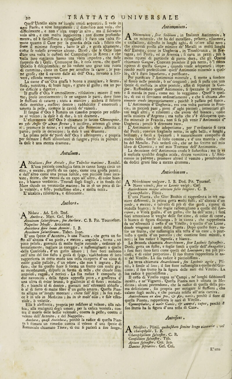Quell’tjcéèllo abita Re'’luoghi umidi acquatici, fi vede in ©gni Paefe, e vive lungamente ; il dimeftico non vola, che difficilmente , e non s’alza tropp’in alto , ma il falvatico vola aitò , e con molta leggierezza ; non dorme profonda¬ mente ì ed é facilismo a rifvegliarfi ; e flato una volta {li¬ mate quanto il Cane per la guardia della cafa -, fubito che lente il minimo ftrepito , batte le ali , e grida altamente, Coffie fe volelTe avvertire alcuno. Dicefi, che le Oche fono ibkte una volta le cuflodi del Campidoglio in Roma ; e che tolla loro vigilanza hanno una volta impedito , che forte forprefo da i Galli. Comunque fia, e cofa certa, che quefl’ Uccello é difciplinabile ; ne hò veduto uno girar una ruota di cammino, come un Cane per arroftire la carne ; le pen¬ ne grolle, che fi cavano dalle ah dell* Oca, fervono a fcri- Vere j effendo temperate , Ca carne d’un’ Oca graffa b buona a mangiare, e ferma, foda, nutritiva, di buon fugo, e grato al gufto ; ma un po¬ co difficile a digerire. Il graffo d’Oca è ammolliente, rifolutivo ; muove il ven¬ tre , prefo interiormente ; fe ne ungono le parti, dove fono le fluftìoni di catarro ; ajuta a marcire ; accheta il fufurro delle orécchie , meffovi dentro ; raddolcire 1’ emorroidi , umetta la pelle, riempie le cavità de’ vajuoli, Il fangue d’Oca è Rimato un rimedio proprio per refifte- re al veleno ; la dofe b di due, ò tre dramme. L’eferemento dell’ Oca b chiamato in latino Chenocoprus, ex XÙ» Anfer <0 xÒTrpot Jìercus , è incifìvo, attenun gli umo¬ ri , promove le orine, e i mpftrui alle Femmine, affretta il parto, prefo in decozipne ; la dofe e una dramma. La prima pelle de’piedi dell’Oca è aftringente, e propria Ìier fermare 1 fluffi abbondanti di fangue, prefa in polvere ; a dofe b una mezza dramma» Ant altura. ANtalium, Jive Antale , five Tubulus marinus . Rondel. E’una picciola conchiglia fatta in canna lunga circa un dito, e mezzo, groffa da un capo, come una grolla penna, e dall’altro come una penna fonile, con picciole linee inca¬ vate , dritte, che vanno da un capo all’ altro, di color bian¬ co, ò bianco verdiccio. Trovafi lugli fcogli, e in fondo del Mare chiude un vermicello marino ; ha in sé un poco di fa- le volatile, e fiffo, pochiffimo olio, e molta terra, E’alcalica, rifoluuva, e difeccante. Anthora • ANthora . Àd. Lob. Do<L Anthora. Matt. Gef. Hor, Aconìtum faiutiferum, feu Anthora. C. B. Pit. Tournefort. Napelius Moyjts. Avicenna;. Antithora fiore luteo Aconiti. I. B. Aconitum faiuti ferum . Taber. Icon. E’ una fpezie d’Aconito, ò una Pianta , che getta un fil¬ ilo all’ altezza d’un piede, e mezzo , angolofa , ferma , un poco pelofa, guernita di molte foglie rotonde , ordinate al¬ ternatamente, tagliate in coreggie, e raffomiglionti a quelle della Confolida, d’un gufto amaro ; ( Tuoi fiori nafeono nell’ alto del fuo fuflo a guifa di fpiga, ■ciaftheduno di loro rapprefenta in certo modo una tefta ricoperta d’un elmo di colòr giallo pallido, d’un odore , che non b ingrato . Paf- lato, che fia quello fiore fi forma un frutto con molti gra¬ ni membranofi, difpofli in forma di tefta , che chiude femi angolofi, rugofi, e nericci . La fua radice è comporta di due navoncini , della figura appreffo poco , e groffezza d’ una uliva di color bruno, ò gialliccio al di fuori ; midollo- fi ; e bianchi al di dentro , guerniti nell’ eflremità abballò , o al di fotto di molte fibre a’ un gufto amaro. Quella Pian¬ ta alligna ne’luoghi montani , come full’Alpi ; la fua radi¬ ce è in ufo in Medicina ; ha in se molt’olio , e fale effen- ziale , ò volatile. Ella b aleftìteria, propria per refiftere al veleno, alla rab¬ bia , alla malignità degli umori, per la colica ventofa, con- tra il morfo delle belile velenofe, contra la pelle, contra il veleno dell’Aconito, e del Nappello. Anthora, quafi Antithora, perché la radice di quella Pian¬ ta- é ltimata un rimedio contra il veleno d’ una fpezie di Ranuncolo chiamato Thora, di cui fi parlerà a fuo luogo. Ant montura. ANtimonium , five Stibium , in Italiano Antimònio , é un minerale, che ha del metallico, pelante, rilucente e criftallino, difpolto in lunghi aghi, di colore affai nero; che ritrovali predò alle miniere de’ Metalli in molti luoghi dell’Europa, come in Ungheria , in Tranfilvania , in Bre¬ tagna, nel Poitù, ed in Avernia ; fi cava in pezzi , piti ò meno ripieni di particelle di pietra dura, che gli Opera) chiamano Gangue. Convien prendere il più netto, b ’l meno ripieno di quella Gangue , quando vuole adoperarli ; iifrpe- rocché molti preferirono quell’Antimonio minerale a quel¬ lo, eh’è fiato liquefatto, e purificato. Per purificare r Antimonio minerale , fi mette a fondere al fuoco nelle pentole, ò ne’ crogiuoli ; indi fi palla con una fpezie di mellola in altre pentole, affin di feparare la Gan¬ gue . Raffreddato quell’ Antimonio, fi fpezzano le pentole, e fi manda in pani, come noi lo veggiamo . Quell b quel¬ lo , di cui ci ferviamo ordinariamente , e che fi chiama Am timonio crudo impropriamente , poiché é paffato pel fuoco . L’Antimonio d’ Ungheria, era una volta portato in Fran¬ cia , in piccioli pani , pieni d’ aghi piccioli , intrecciati gli uni negli altri , e rilucenti , che aveva del bianco , come nella miniera d’Argento ; ma tollo che s’é diftoperto que¬ llo minerale in Francia, non fi fa più venir l’Antimonio d* Ungheria; perciò é divenuto raro. L’Antimonio , che adoperiamo , per l’ordinario fi cava dal Poitù; convien fceglierlo netto, in aghi belli, e lunghi, brillanti, e facili a fpezzarfi ; é naturalmente comporto di molto folfo, fimile al folfo comune, e d’ una materia , che ha del Metallo. Può v-ederfi ciò, che ne ho fcrirro nel mio libro di Chimica, e nèl mio Trattato dell’Antimonio. La decozione dell’ Antimonio crudo é fudorifica ; ma fe vi fi mefcola qualche drogha acida, divien vomitiva . L’Anti¬ monio in polvere, promove altresì il vomito , prendendone da dodici grani fino a mezza dramma. Antìnbin um, ANtirrhinum vulgare. I. B. Dod. Pit. Tournefi Nares vituli, Jtve os Leonis vulgb . Cxf. Antmhinum majus alterum folio longiore. C. B. Cynocephalos. Plinii. E’ima Pianta, che Gio: Bauhin ci rapprefenta in tré ma¬ niere differenti, la prima getta molti fulli, all’ altezza d’un piede, e mezzo, e talvolta di più di due piedi , ripieni di midolla bianca ; le fue foglie ralfomigliano a quelle del Leu- cojum, o Viola gialla, d’un gurto, che ha dell’acro; i fuoi fiori attorniano le verghe delle fue cime, di color di carne „ ò bianco di figura disTunga , ò in canna , che rapprefenta da un’ertremita il ceffo d’un Vitello, ò quello d’un Lione, donde vengono i nomi della Pianta. Dopo quello fiore, na¬ fte un frutto, che rafiòmiglia alla reità d’un cane , ò piut- torto a quella d’un porcello ; che contiene femi minuti, e neri ; la fua radice é legnofa, e bianca. La feconda chiamata Anarrhinum, Jive Lychnis Sylvejhis . Diofc. getta un furto, e foglie fìmili a quelle dell’ Anagallis ; i ìuoi fiori fono fatti come quelli del Leucojum ; ma più pic¬ cioli , e di color porporino. Il fuo frutto rapprefenta le na¬ ri del Vitello. La fua radice é picciolirtìma . La terza chiamata Anarrhinum , feu Lychnis agria , Pll- nii, é fimile al lino ; il fuo fiore raffomiglia a quello del Gia¬ cinto ; il fuo frutto ha la figura delle nari del Vitello. La fua radice é picciolirtìma . Il certo di Vitello regna ne’Campi , ne’luoghi fabbionolì incolti, e ne’ Vignetti. Quella Pianta non è ulìtata in Me¬ dicina ; alcuni pretendono, che la radice di quella della pri¬ ma deftrizione , fia propria per mitigare le fluftìoni , che calano fugli occhi, e che portata refirta all’aria cattiva. Antinhtnum ex oìvii prò, 0 , naris, perche il fiore di quella Pianta, rapprefenta le nari di Vitello. Cynocephalos, à kvA? Canis, 0 y.Kpxhi;, caput, perché il fuo frutto ha la figura d’una tefta di Cane. Antrifcus, ANtrifcus. Plinii. quibufdam feminc longo cicutaria , ve! chierophylli. T. B. Chairophyllum fylvejìre. C. B. Cerofolium fylvejìre. Tab. Apium fylvejìre . Ger. Ico. Daucus fepiurius. Gef. Col. E’una