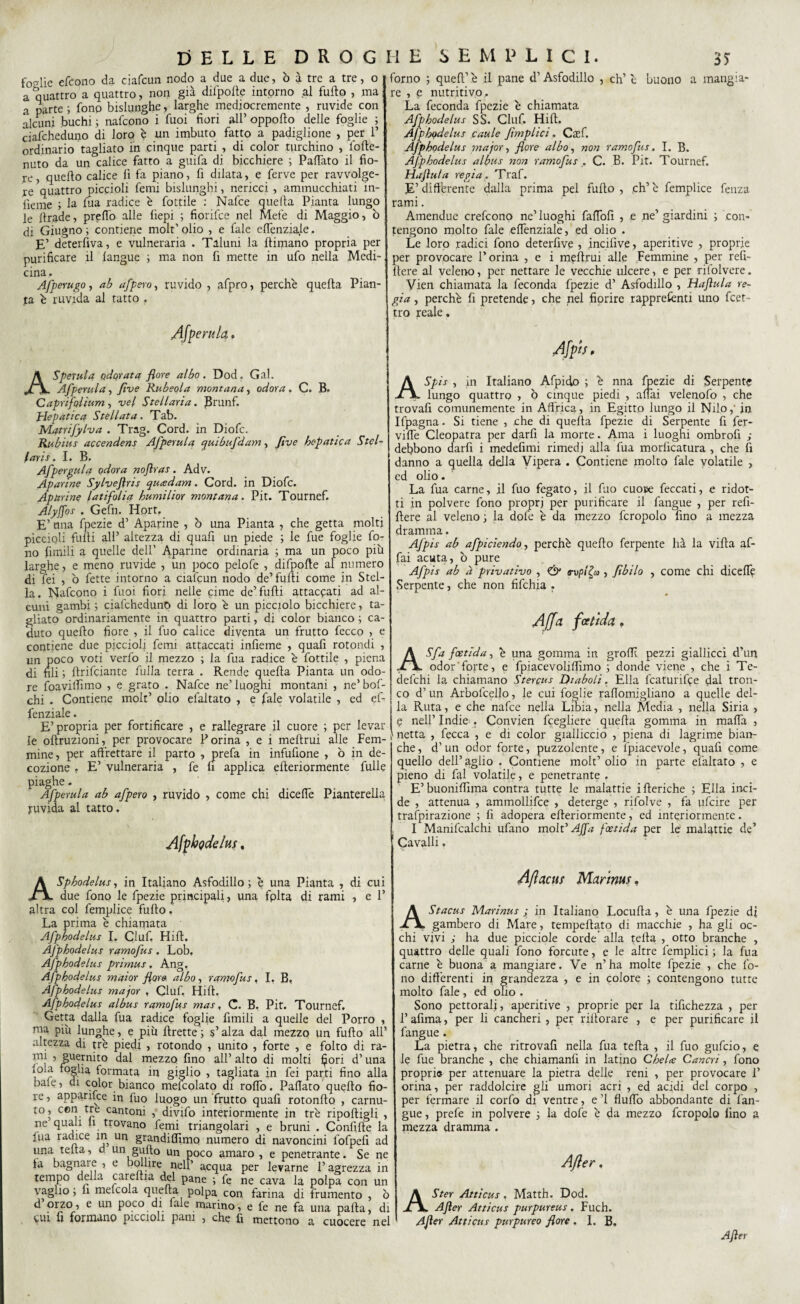 foglie efcono da ciafcun nodo a due a due, ò à tre a tre, o a quattro a quattro, non già difpofte intorno al furto , ma a parte ; fono bislunghe, larghe mediocremente , ruvide con alcuni buchi ; nafcono i fuoi fiori all’ opporto delle foglie ; ciafcheduno di loro è un imbuto fatto a padiglione , per 1’ ordinario tagliato in cinque parti , di color turchino , lofte- nuto da un calice fatto a guifa di bicchiere ; Pattato il fio¬ re, quello calice fi fa piano, fi dilata, e ferve per ravvolge¬ re quattro piccioli femi bislunghi, nericci , ammucchiati in¬ ficine ; la fùa radice è fottile : Nafce quella Pianta lungo le rtrade, predò alle fiepi ; fiorifce nel Mele di Maggio, ò di Giugno ; contiene molt’ olio , e fale ettenziale. E’ deterfiva, e vulneraria . Taluni la llimano propria per purificare il langue ; ma non fi mette in ufo nella Medi-, cina. Afperugo, ab afpero, ruvido , afpro, perchè quella Pian¬ ta è ruvida al tatto . Afperula, ASpeTula odorata flore albo. Dod. Gal. Afperula, fìve Rubeola montana, odora. C. B. Caprifolium , vel Stellaria. JJrunf. piepatica Stellata. Tab. Mqtrifylva . Trag. Cord, in Diofc. Rubine accendene Afperula quibufdam, fìve hepatica Stel~ larie. I. B. Afpergula odora noflrae. Adv. Apanne Sylveflrie qutedam. Cord, in Diofc. Aptirine latifolia humilior montana. Pit. Tournef. Alyffoe . Gefn. Hort. E’ una fpezie d’ Aparine , ò una Pianta , che getta molti piccioli furti all’ altezza di quafi un piede ; le fue foglie fo¬ no limili a quelle dell’ Apanne ordinaria ; ma un poco più larghe, e meno ruvide , un poco pelofe , difpofte al numero di fei , ò fette intorno a ciafcun nodo de’furti come in Stel¬ la. Nafcono i fuoi fiori nelle cime de’furti attaccati ad al¬ cuni gambi ; ciafcheduno di loro è un picciolo bicchiere, ta¬ gliato ordinariamente in quattro parti, di color bianco ; ca¬ duto quello fiore , il fuo calice diventa un frutto fecco > e contiene due piccioli femi attaccati infieme , quafi rotondi , un poco voti verfo il mezzo ; la fua radice è fottile , piena di fili ; rtrifciante fulla terra . Rende quella Pianta un odo¬ re foavilTìmo , e grato . Nafce ne’ luoghi montani , ne’ bof- chi . Contiene molt’ olio efaltato , e fale volatile , ed ef- fenziale. E’propria per fortificare , e rallegrare il cuore ; per levar le oftruzioni, per provocare Porina , e i meftrui alle Fem¬ mine , per affrettare il parto , prefa in infufione , ò in de¬ cozione . E’ vulneraria , fe li applica erteriormente fulle piaghe. Afperula ab afpero , ruvido , come chi dicelfe Pianterella ruvida al tatto. Afphqdelus. ASphodelue, in Italiano Asfodillo ; è una Pianta , di cui due fono le fpezie principali, una fplta di rami , e P altra col femplice furto. La prima è chiamata Afphodelue I. Ciuf. Hill. AJ'phodelue ramofue, Lob. Afphodelue primue. Ang. Afphodelue maior flore albo, ramofue, I. B, Afphodelue major , Ciuf. Hill. Afphodelue al bue ramofue mae, C. B, Pit. Tournef, Getta dalla fua radice foglie limili a quelle del Porro , ma più lunghe, e più rtrette ; s’alza dal mezzo un furto all’ altezza di tre piedi , rotondo , unito , forte , e folto di ra- lT1[ ’ §uernito dal mezzo fino all’ alto di molti fiori d’una loia foglia formata in giglio , tagliata in fei par.ti fino alla baie, di color bianco melcolato di rotto. Paffato quello fio¬ re, appanfce in fuo luogo un frutto quafi rotondo , carnu¬ to, con tre cantoni , divifo interiormente in tre riportigli , ne quali li trovano femi triangolari , e bruni . Confitte la fua radice in un grandiffìmo numero di navoncini fofpelì ad una tetta, d un gufto un poco amaro , e penetrante. Se ne la bagnale , e bollire nell’ acqua per levarne l’agrezza in tempo della careftia del pane ; fe ne cava la polpa con un vaglio ; li melcola quella polpa con farina di frumento , ò d orzo, e un poco di lale marino, e fe ne fa una parta, di cui fi formano piccioli pam , che fi mettono a cuocere nel forno ; quell’ è il pane d’Asfodillo , eh’ è buono a mangia¬ re , e nutritivo . La feconda fpezie è chiamata Afphodelue SS. Ciuf. Hill. Afphodelue caule fìmplici. Cxf. Afphodelue major, flore albo, non ramofue. I. B. Afphodelue albue non ramofue . C. B. Pit. Tournef. Haflula regia. Traf. E’ differente dalla prima pel furto , eh’ è femplice fenza rami. Amendue crefcono ne’luoghi faflbfi , e ne’giardini ; con¬ tengono molto fale elfenziale, ed olio . Le loro radici fono deterfive , incilive, aperiti ve , proprie per provocare l’orina , e i meftrui alle Femmine , per refi- fiere al veleno, per nettare le vecchie ulcere, e per rifolvere. Vien chiamata la feconda fpezie d’ Asfodillo , Haflula re¬ gia , perchè fi pretende, che nel fiorire rapprelènti uno feet- tro reale. Afph, A Spie , in Italiano Afpido ; è nna fpezie di Serpente lungo quattro , Q cinque piedi , affai velenofo , che trovafi comunemente in Affrica, in Egitto lungo il Nilo,' in Ifpagna. Si tiene , che di quella fpezie di Serpente fi fer¬ vide Cleopatra per darfi la morte. Ama i luoghi ombrofi ; debbono darfi i medefimi rimedi alla fua morficatura , che fi danno a quella della Vipera . Contiene molto fale volatile , ed olio. La fua carne, il fuo fegato, il fuo cuore feccati, e ridot¬ ti in polvere fono propri per purificare il fangue , per refi- fiere al veleno 3 la dote è da mezzo fcropolo fino a mezza dramma. Afpie ab afpiciendo, perchè quello ferpente hà la villa af¬ fai acuta, ò pure Afpie ab à privativo , & trvpl^a , fìbilo , come chi dicefft Serpente, che non fifehia . Affa fcctìda . A Sfa foetida, è una gomma in grotti pezzi giallicci d’un odor'forte, e fpiacevoliflimo ; donde viene , che i Te- defehi la chiamano Stercue Diaboli. Ella fcaturif^e dal tron¬ co d’ un Arbofcello, le cui foglie rattomigliano a quelle del¬ la Ruta, e che nafce nella Libia, nella Media , nella Siria , C nell’ Indie;. Convien fcegliere quella gomma in matta , netta , fecca , e di color gialliccio , piena di lagrime bian¬ che, d’un odor forte, puzzolente, e Spiacevole, quafi come quello dell’ aglio . Contiene molt’ olio in parte efaltato , e pieno di fai volatile, e penetrante . E’buoniffìma contra tutte le malattie illeriche ; Ella inci¬ de , attenua , ammollifce , deterge , rifolve , fa ufeire per trafpirazione ; fi adopera erteriormente, ed interiormente. I Manifcalchi ufano molt' Affa foetida per le malattie de’ Cavalli. Aftacus Marintis. AStacue Marinue ; in Italiano Locufia , è una fpezie di gambero di Mare, tempellato di macchie , ha gli oc¬ chi vivi ; ha due picciole corde alla tetta , otto branche , quattro delle quali fono forcute, e le altre femplici ; la fua carne è buona a mangiare. Ve n’ha molte fpezie , che fo¬ no differenti in grandezza , e in colore ; contengono tutte molto fale, ed olio . Sono pettorali, aperitive , proprie per la tifichezza , per l’afima, per li cancheri, per riitorare , e per purificare il fangue . La pietra, che ritrovali nella fua tetta , il fuo gufeio, e le fue branche , che chiamanfi in latino Chela Cancri, fono propri® per attenuare la pietra delle reni , per provocare 1’ orina, per raddolcire gli umori acri , ed acidi del corpo , per fermare il corfo di ventre, e ’1 flutto abbondante di l’an¬ gue , prefe in polvere 3 la dofe è da mezzo fcropolo lino a mezza dramma . After, ASter Attiene, Matth. Dod. After Attiene purpureue . Fuch. After Attiene purpureo flore . 1. B, After