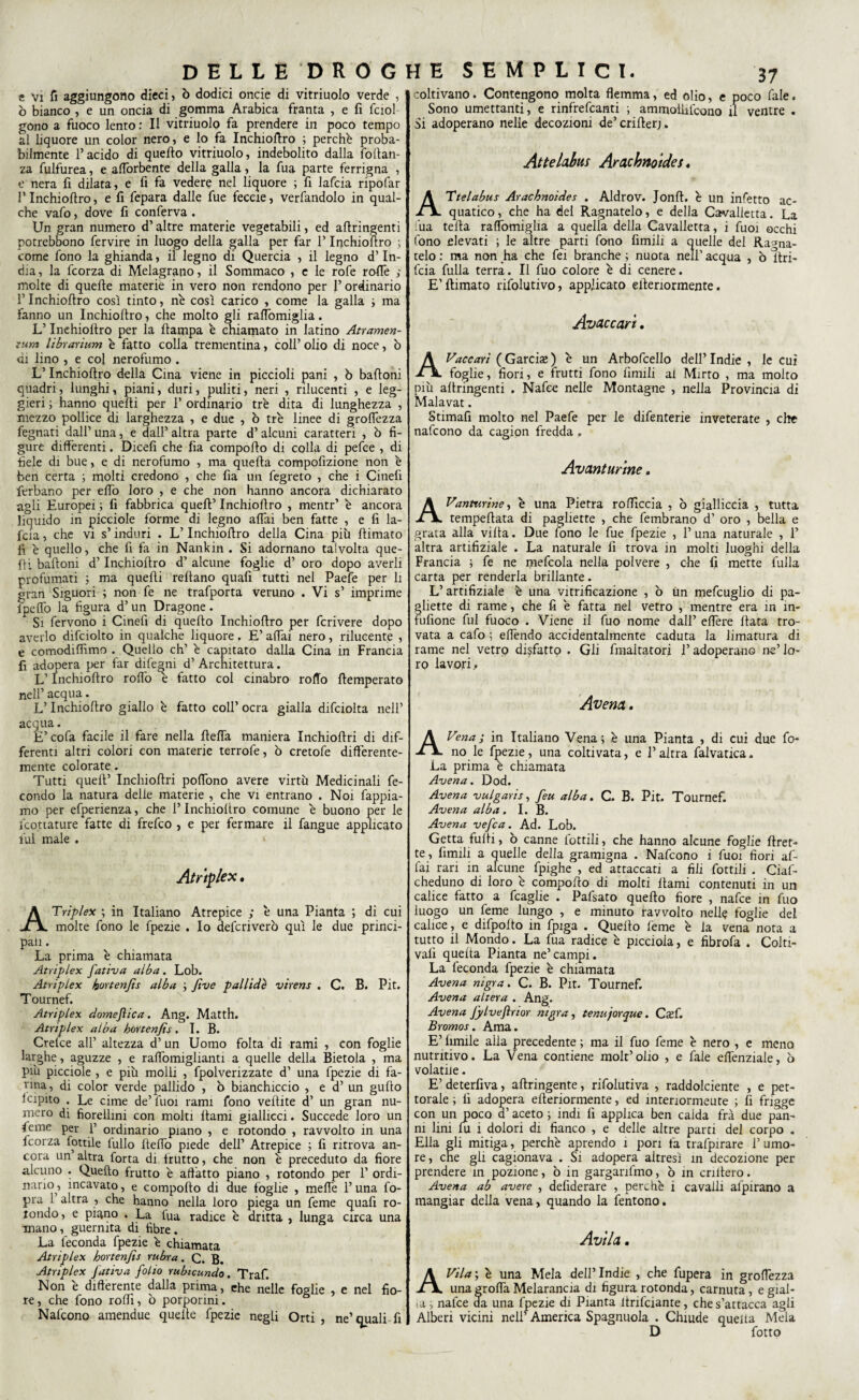 e vi fi aggiungono dicci, ò dodici oncie di vitriuolo verde , b bianco , e un oncia di gomma Arabica franta , e fi fciol gono a fuoco lento : Il vitriuolo fa prendere in poco tempo al liquore un color nero, e lo fa Inchioftro ; perché proba¬ bilmente l’acido di quello vitriuolo, indebolito dalla foltan- za fulfurea, e afforbente della galla, la fua parte ferrigna , e nera fi dilata, e fi fa vedere nel liquore ; fi lafcia ripofar rinchiofìro, e fi fepara dalle fue feccie, verfandolo in qual¬ che vafo, dove fi conferva . Un gran numero d’altre materie vegetabili, ed afiringenti potrebbono fervire in luogo della galla per far l’Inchioftro ; come fono la ghianda, il legno di Quercia , il legno d’In¬ dia , la fcorza di Melagrano, il Sommaco , e le rofe roffe ; molte di quelle materie in vero non rendono per l’ordinario l’Inchioftro così tinto, nè così carico , come la galla ; ma fanno un Inchioftro, che molto gli raflomiglia. L’Inchioftro per la ftampa è chiamato in latino Atramen- zum librarium è fatto colla trementina, coll’ olio di noce, b di lino , e col nerofumo. L’Inchioftro della Cina viene in piccioli pani , ò baftoni quadri, lunghi, piani, duri, puliti, neri , rilucenti , e leg¬ gieri ; hanno quelli per 1’ ordinario tre dita di lunghezza , mezzo pollice di larghezza , e due , ò tre linee di groffezza fegnati dall’ una, e dall’ altra parte d’alcuni caratteri , ò fi¬ gure differenti. Dicefi che fia comporto di colla di pefce , di fiele di bue, e di nerofumo , ma quella compofizione non è ben certa ; molti credono , che fia un fegreto , che i Cinefi ferbano per elfo loro , e che non hanno ancora dichiarato agli Europei ; fi fabbrica quell’ Inchiortro , mentr’ è ancora liquido in picciole forme di legno affai ben fatte , e fi la¬ fcia , che vi s’induri . L’Inchioftro della Cina più rtimato fi è quello, che fi fa in Nankin . Si adornano talvolta que¬ lli baftoni d’Inchioftro d1 alcune foglie d’ oro dopo averli profumati ; ma quelli rertano quafi tutti nel Paefe per li gran Siguori ; non fe ne trafporta veruno . Vi s’ imprime fpeffo la figura d’un Dragone. Si fervono i Cinefi di quello Inchioftro per fcrivere dopo averlo difciolto in qualche liquore. E’ affai nero, rilucente , e comodiamo . Quello eh’ è capitato dalla Cina in Francia fi adopera per far dife^ni d’ Architettura. L’Inchioftro roffo è fatto col cinabro rollo ftemperato nell’ acqua. L’Inchioftro giallo è fatto coll’ ocra gialla difciolta nell’ acqua. E’cofa facile il fare nella fteffa maniera Inchioftri di dif¬ ferenti altri colori con materie terrofe, ò cretofe differente¬ mente colorate. Tutti quell’ Inchioftri poffono avere virtù Medicinali fe¬ condo la natura delle materie , che vi entrano . Noi lappia¬ mo per efperienza, che l’Inchioftro comune è buono per le icottature fatte di frefeo , e per fermare il fangue applicato lui male . Atriplex. ATriplex ; in Italiano Atrepice ; è una Pianta ; di cui molte fono le fpezie . Io deferiverò qui le due princi¬ pali . La prima è chiamata Atriplex fatica alba . Lob. Atriplex kortenfis alba ; five pallide virens . C. B. Pit. Tournef. Atriplex domeflica. Ang. Matth. Atriplex alba hortenjts, I. B. Crelce all’ altezza d’ un Uomo folta di rami , con foglie larghe, aguzze , e raffomiglianti a quelle della Bietola , ma più picciole , e più molli , fpolverizzate d’ una fpezie di fa¬ rina, di color verde pallido , b bianchiccio , e d’ un gufto Icipito . Le cime de’fuoi rami fono vellite d’ un gran nu¬ mero di fiorellini con molti Itami giallicci. Succede loro un feme per 1’ ordinario piano , e rotondo , ravvolto in una fcorza fiottile lullo fteffo piede dell’ Atrepice ; fi ritrova an¬ cora un altra forta di frutto, che non è preceduto da fiore alcuno . Quello frutto è affatto piano , rotondo per 1’ ordi¬ nano, incavato, e comporto di due foglie , meffe l’una fo- pra 1 altra , che hanno nella loro piega un feme quafi ro- londo, e piano . La fua radice è dritta , lunga circa una mano, guernita di fibre. La feconda fpezie è chiamata Atriplex bortenfis rubra. Q. g. Atriplex Jativa folio rubicundo. Traf. Non è differente dalla prima, ehe nelle foglie , e nel fio¬ re, che fono roffi, b porporini. Nafcono amendue queite fpezie negli Orti, ne’quali fi coltivano. Contengono molta flemma, ed olio, e poco fale. Sono umettanti, e rinfrefeanti ; ammoliifcono il ventre . Si adoperano nelle decozioni de’crifterj. Attelabm Arachnotdes. ATtelabus Arachnoides . Aldrov. Jonft. è un infetto ac¬ quatico , che ha del Ragnatelo, e della Cavalletta. La fua tefta raffomiglia a quella della Cavalletta, i fuoi occhi fono elevati ; le altre parti fono fimili a quelle del Ragna- telo : ma non ha che fei branche ; nuota nell’ acqua , b ftri- feia fulla terra. Il fuo colore è di cenere. E’ftimato rifolutivo, applicato ellenormente. Avaccari. AVaccarì ( Garciaj ) è un Arbofcello dell’ Indie , le cui foglie, fiori, e frutti fono limili al Mirto , ma molto più afiringenti . Nafee nelle Montagne , nella Provincia di Malavat. Stimafi molto nel Paefe per le difenterie inveterate , che nafcono da cagion fredda . Avant urine „ AVantv.rine, è una Pietra rofficcia , b gialliccia , tutta tempeftata di pagliette , che fembrano d’ oro , bella e grata alla vifta. Due fono le fue fpezie , 1’ una naturale , 1’ altra artifiziale . La naturale fi trova in molti luoghi della Francia ; fe ne mefcola nella polvere , che fi mette fulla carta per renderla brillante. L’artifiziale è una vitrifieazione , o un mefcuglio di pa¬ gliette di rame, che fi è fatta nel vetro , mentre era in ìn- fufione fui fuoco . Viene il fuo nome dall’ effere fiata tro¬ vata a cafo ; eftèndo accidentalmente caduta la limatura di rame nel vetro disfatto . Gli fmaitatori l’adoperano ne’ lo¬ ro lavori. Avena. AVena; in Italiano Vena; .è una Pianta , di cui due fo¬ no le fpezie, una coltivata, e l’altra falvatica. La prima è chiamata Avena. Dod. Avena vulgaris, feu alba. C. B. Pit. Tournef. Avena alba. I. B. Avena vefea. Ad. Lob. Getta fulli, b canne lottili, che hanno alcune foglie ftret- te, fimili a quelle della gramigna . Nafcono i fuoi fiori af¬ fai rari in alcune fpighe , ed attaccati a fili fiottili . Ciafi- cheduno di loro è comporto di molti Itami contenuti in un calice fatto a fcaglie . Pafisato quello fiore , nafee in fuo luogo un feme lungo , e minuto ravvolto nelle foglie del calice, e difpofto in fpiga . Quello feme è la vena nota a tutto il Mondo. La fua radice è piccioia, e fibrofa . Colti¬ vali quelta Pianta ne’campi. La feconda fpezie è chiamata Avena nigra. C. B. Pit. Tournef. Avena altera . Ang. Avena fylveftnor nigra, tenujorque. CzL Bromos. Ama. E’ limile aila precedente ; ma il fuo feme è nero , e meno nutritivo. La Vena contiene molr’olio , e fale effenziale, b volatile. E’ deterfiva, aftringente, rifolutiva , raddolciente , e pet¬ torale ; fi adopera efteriormente, ed ìntenormeute ; fi frigge con un poco a’ aceto ; indi fi applica ben calda fra due pan¬ ni lini fu i dolori di fianco , e delle altre parti dei corpo . Ella gli mitiga, perchè aprendo ì pori fa trafpirare 1’ umo¬ re, che gii cagionava . Si adopera altresì in decozione per prendere in pozione, b in garganfmo, ò in cnltero. Avena ab avere , defiderare , perchè i cavalli afpirano a mangiar della vena, quando la fentono. Avita. AVila\ è una Mela dell’Indie , che fiupera in groffezza una groffa Melarancia di figura rotonda, carnuta, e gial¬ la , nafee da una fpezie di Pianta ltrifciante, che s’attacca agli Alberi vicini nell’ America Spagnuola . Chiude quella Mela D fiotto