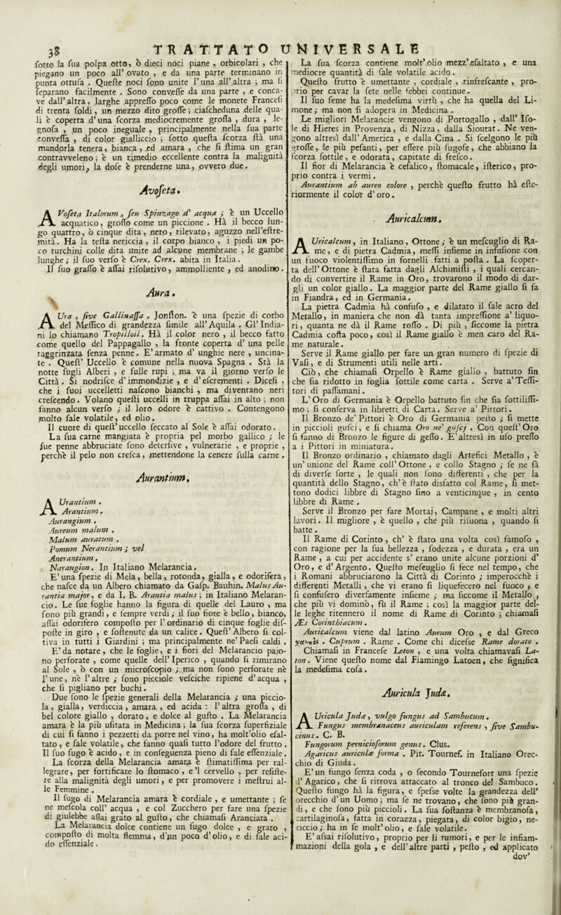 fotto la Tua polpa otto, o dieci nóci piane , orbicolari , che piegano un poco all’ ovato , e da una parte terminano in punta ottufa . Quelle noci fono unite l’una all’.altra ; ma fi riparano facilmente . Sono converte da una parte , ,e conca¬ ve dall’altra, larghe apprelTo poco come le monete Francefi di trenta folcii, un mezzo dito grolle ; .ciafcheduna delle qua¬ li è coperta d’una ficorza mediocremente grolla , dura , le- gnofa , un poco ineguale , principalmente nella fua parte, eonvelfa , di color gialliccio ; fotto quella ficorza Ila una mandorla tenera, bianca , ,ed amara , che fi rtima un gran contravveleno ; è un rimedio eccellente contra la malignità j degli umorip la dofe è prenderne una, ovvero due. Avofeta. A Vofeta Italorumfeu Spi mago .cC acqua j é un Uccello acquatico, grotto come un piccione . Hà il becco lun¬ go quattro, ò cinque dita, nero, rilevato, aguzzo nell’eftre- mità. Ha la tetta nericcia , il corpo bianco , i piedi un po¬ co turchini colle dita unite ad .alcune membrane ; le gambe lunghe i il fuo verfo è Crex. Crex. abita in Italia. IJ fuo graffo è affai rifolutivo, ammolliente , ed anodino., Aura » \ AUra , ftve Gal/inaffa . Jonflon. é una fpezie di corbo del Mertìco di grandezza limile all’ Aquila . Gl’ India¬ ni lo chiamano Tropilloil. Hà il color nero , il becco fatto come quello del Pappagallo , la fronte coperta d’ una pelle raggrinzata fenza penne. E’armato d’ unghie nere , uncina¬ te . Quell’ Uccello è comune nella nuova Spagna . Stà la notte fugli Alberi , e fulle rupi ma va il giorno verfo le Città, Si nodrifee d’immondizie , e d’eferementi . Dicefi , che i fuoi uccelletti nafeono bianchi , ma diventano neri crefcendo. Volano quelli uccelli in truppa affai in alto; non fanno alcun verfo ; il loro odore è cattivo . Contengono molto fiale volatile, ed olio. Il cuore di quell’uccello feccato al Sole é affai odorato. La fua carne mangiata è propria pel morbo gallico ; le fiue penne abbruciate fono deterlive , vulnerarie , e proprie , perché il pelo non eretta, mettendone la cenere filila carne . Aurantium, AJJrantium . Avantium, Aurangium , Aureum malum , Malum auratum , Pomum Ncrantium ; vel Anerantium, Narangion. In Italiano Melarancia. E’una fpezie di Mela, bella, rotonda, gialla, e odorifera, che nafee da un Albero chiamato da Gafp. Bauhin. MalusAu- rantia major, e da I, B. Arantia malus ; in Italiano Melaran¬ cio . Le fue foglie hanno la figura di quelle del Lauro , ma fono più grandi, e fempre verdi ; il fuo fiore é bello, bianco, affai odorifero compoflo per l’ordinario di cinque foglie dif- pofle in giro , e follenute da un calice. Quell’ Albero fi col¬ tiva in tutti i Giardini ; ma principalmente ne’ Paefi caldi . E’ da notare, che le foglie, e i fiori del Melarancio paio¬ no perforate , come quelle dell’ Iperico , quando fi rimirano al Sole , b con un microfcopio ,\ma non fono perforate né l’une, né l’altre ; fono picciole vefciche ripiene d’acqua , che fi pigliano per buchi. Due fono le fpezie generali della Melarancia ; una piccio- la, gialla, verdiccia , amara , ed acida : l’altra grolla , di bel colore giallo , dorato, e dolce al guflo . La Melarancia amara é la più ufitata in Medicina ; la fua feorza fuperfiziale di cui fi fanno i pezzetti da porre nel vino, ha molt’olio efal- tato, e fiale volatile, che fanno quafi tutto l’odore del frutto. Il fuo fugo é acido, e in confeguenza pieno di fate effenziale. La ficorza della Melarancia amara e filimatiffima per ral¬ legrare , per fortificare lo filomaco , e ’l cervello , per refifte- re alla malignità degli umori, e per promovere i meflrui al¬ le Femmine . Il fugo di Melarancia amara é cordiale , e umettante ; fe ne mefcola coll’ acqua , e col Zucchero per fare una fpezie di giulebbe aliai grato al guflo, che chiamafi Aranciata . La Melarancia dolce contiene un fugo dolce , e grato , compoflo di molta flemma, d’pn poco d’olio, e di fiale aci¬ do effenziale. La fua feorza contiene moltfolio mezz’efaltato , e una mediocre quantità di fiale volatile acido. Quello frutto é umettante , cordiale , rinfrefeante , pro¬ prio per cavar la fiete nelle febbri continue. Il fuo feme ha la medefima virtù , che ha quella del Li¬ mone ; ma non fi adopera in Medicina.. Le migliori Melarancie vengono di Portogallo , dall’ Ifo- le di Hieres in Provenza, di Nizza, dalia Sioutat. Ne ven¬ gono altresì dall’ America , e dalla Cina . Si feelgono le più groffe, le più pefanti, per effere più fiugofie, che abbiano la ficorza fiottile, e odorata, capitate di frefeo. Il fior di Melarancia é cefalico, filomacale, itterico, pro¬ prio contra i vermi. Aurantium ab aureo colore , perché quello frutto hà ette- riormente il color d’oro. . Auricalcum, AUricalcum, in Italiano, Ottone ; é un mefcuglio di Ra¬ me, e di pietra Cadmia, metti infieme in infufione con un fuoco violentittìmo in fornelli fatti a porta . La feoper- ta dell’ Ottone è ftata fatta dagli Alchimifti , i quali cercan¬ do di convertire il Rame in Oro, trovarono il modo di dar¬ gli un color giallo. La maggior parte del Rame giallo fi fa in Fiandra, ed in Germania. La pietra Cadmia hà confufo , e dilatato il fiale acro del Metallo, in maniera che non dà tanta impresone a’ liquo¬ ri , quanta ne dà il Rame rotto . Di più , ficcome la pietra Cadmia cotta poco, così il Rame giallo é men caro del Ra¬ me naturale. Serve il Rame giallo per fare un gran numero di fpezie di Vafi, e di Strumenti utili nelle arti. Ciò, che chiamafi Orpello é Rame giallo , battuto fin che fia ridotto in foglia fiottile come carta . Serve a’Tetti- tori di paffamani. L’Oro di Germania é Orpello battuto fin che fia fottilirtl- mo ; fi conferva in libretti di Carta. Serve a’ Pittori. Il Bronzo de' Pittori é Oro di Germania petto ; fi mette in piccioli gufici, e fi chiama Oro ne’' guj'cj . Con queft’Oro fi fanno di Bronzo le figure di getto. E’altresì in ufo pretto a i Pittori in miniatura. Il Bronzo ordinario , chiamato dagli Artefici Metallo , é un’ unione del Rame coll’ Ottone , e collo Stagno ; fe ne fa di diverfe forte , le quali non fono differenti , che per la quantità dello Stagno, ch’é flato disfatto col Rame, li met¬ tono dodici libbre di Stagno fino a venticinque , in cento libbre di Rame . Serve il Bronzo per fare Mortai, Campane , e molti altri lavori. Il migliore , è quello , che più rifuona , quando fi batte. Il Rame di Corinto, eh’ é flato una volta così famofo , con ragione per la fua bellezza , fodezza , e durata , era un Rame , a cui per accidente s’ erano unite alcune porzioni d’ Oro, e d’Argento. Quello mefeuglio fi fece nel tempo, che i Romani abbruciarono la Città di Corinto ; imperocché i differenti Metalli, che vi erano fi liquefecero nel fuoco , e fi confufero diverfamente infieme ; ma ficcome il Metallo , che più vi dominò, fù il Rame ; così la maggior parte del¬ le leghe ritennero il nome di Rame di Corinto ; chiamafi AEs Corintbiacum. Auricalcum viene dal latino Aurum Oro , e dal Greco XUHi'oi . Cuprum . Rame . Come chi dicefse Rame dorato . Chiamafi in Francefe Leton , e una volta chiamavafi La- ton. Viene quello nome dal Fiamingo Latoen, che lignifica la medefima cola. Auricula Juda, Uricula Juda, vulgo fungus ad Sambucum. pungus membranaceus auriculam referens , ftve Sambu- cìnus. C. B. Fungorum perniciofomm genus. Clus. Agaricus auriculce forma . Pit. Tournef. in Italiano Orec¬ chio di Giuda. E’ un fungo fenza coda , o fecondo Tournefort una fpezie d’ Agarico, che fi ritrova attaccato al tronco del Sambuco. Quello fungo hà la figura, e fpefse volte la grandezza dell’ orecchio d’un Uomo ; ma fe ne trovano, che fono piùi gran¬ di , e che fono più piccioli. La fua foltanza é membranofa, cartilaginofa, fatta in corazza, piegata, di color bigio, ne¬ riccio; ha in fe molt’olio, e fale volatile. E’afsai rifolutivo, proprio per li tumori, e per le infiam¬ mazioni della gola , e dell’altre parti , petto , ed applicato dov’