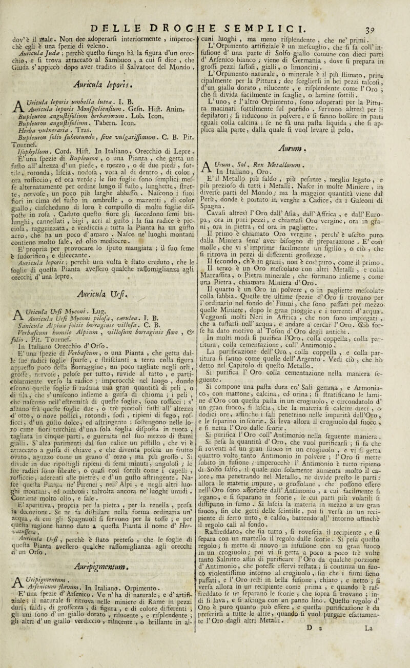 dov’è il male. Non dee adoperarli interiormente , imperoc¬ ché egli è una fpezie di Veleno. Auricula Jud<e ; perchè quello fungo ha la figura d’un orec¬ chio, e fi trova attaccato al Sambuco , a cui fi dice , che Giuda s’appiccò dopo aver tradito il Salvatore del Mondo . Auricula lepori s. AUricula leporis umbella lutea. I. B. Auricula leporis Monfpelienfium. Gefn. Hill. Anim. Bupleuron anguflifolium herbariorum. Lob. Icon, Bupleuron anguflifolium. Tabern. Icon. Herba 'vulneraria . Tras. Bupleuron folio fubrotundo, fi ve vulgatiffxmum. C. B. Pit. Tournef. Ifophyllum. Cord. Hift. In Italiano., Orecchio di Lepre. E’una fpezie di Bupleuron , o una Pianta , che getta un fufio all’ altezza d’ un piede, e rpezzo , o di due piedi , fiot¬ tile, rotonda, lifcia, nodofa , vota al di dentro , di color. , ora rollicelo, ed ora verde; le fue foglie fono l'empiici mef- fe alternatamente per ordine lungo il tulio, lunghette., Uret¬ re, nervofe, un poco piu larghe abballò, . Nafcono i fuoi fiori in cima del fullo in ombrelle , o mazzetti , di color giallo; ciafcheduno di loro è comporto di molte foglie difi- polle in rofa . Caduto quello fiore gli fuccedono femi bis¬ lunghi , cannellati , bigi , acri al guito ; la fua radice è pic- ciola, raggrinzata, e verdiccia ;■ tutta la Pianta ha un gufto acro, che ha un poco d’ amaro , Natte ne’ luoghi montani contiene- molto fale, ed olio mediocre. E’ propria per provocare lo fputo mangiata ; ii fup feme è fudorifìco, e difeccante. Auricula leporis ; perchè una volta è fiato creduto, che le foglie di quella Pianta averterò qualche rafiomiglianza agli orecchi d’una lepre . , Auricula XJrfi. AUricula Urfi Myconi. Lug. Auricula Urfi Myconi pilofa, cerulea. I. B. Sanicula Alpina foliis borraginis villofa. C. B. Verbafcum burnì le Alpium , villofum borraginis flore , &• fol io . Pit. Tournef. In Italiano Orecchio d’Orto. E’ una fpezie di Verbafcum, o una Pianta , che getta dal¬ le lue radici foglie fparrte , e rtrifeianti a terra colla figura appretto poco della Borraggine, un poco tagliate negli orli, grolle, nervofe, pelofe per tutto, ruvide al tatto , e parti¬ colarmente verlò la radice ; imperocché nel luogo , donde efcono quelle foglie fi raduna una gran quantità di peli , o di fila, che s’unìfeono infieme a sui fa di chioma ; 1 peli , che nafcono nell’eftremità di quelle foglie, fono rortìcci ; s’ alzano fra quelle foglie due , o tré piccioli furti all’ altezza d’ otto, o nove pollici, rotondi, fodi , ripieni di fugo, rof- ficci, d’un gullo dolce, ed artringente ; loitengono nelle lo¬ ro cime fiori turchini d’ una fola foglia difpofta in ruota , tagliata in cinque parti, e guermta nel fuo mezzo di rtami gialli. S’alza parimenti dal fuo calice un pirtillo , che vi è attaccato a guifa di chiave , e che diventa pofeia un frutto ovato, aguzzo come un grano d’ orzo , ma piu grotto . Si divide in due riportigli ripieni di tèmi minuti, angololi ; le fue radici fono fibrate , o quali così fiottili come 1 capelli , rotticele, aderenti alle pietre, e d’un gurto artringente. Na¬ tte querta Pianta ne’ Pirenei , nell’ Alpi , e negli altri luo¬ ghi montani, ed ombrofi ; talvolta ancora ne’ luoghi umidi . Contiene molto olio, e fale . E’aperitiva, propria per la pietra , per la renella , prefa ìb decozione. Se ne fa distillare nella forma ordinaria un’ acqua, di cui gli Spagnuoli fi fervono per la torte ; e per quella ragione hanno dato a querta Pianta il nome d’ Her- v utufiera . Auricula Urfi , perchè è fiato pretefo , che le foglie di uefta Pianta averterò qualche raflomiglianza agli orecchi ’ un Orfo . Auripigmentum„ Uripigmentum . Arfemcum flavum. In Italiano. Orpimento. E’una ipezie d’Arfenico. Ve n’ha di naturale, e d’artifi¬ ciale ; il naturale li ritrova nelle miniere di Rame in pezzi duri, fai di, di^ grortèzza , di figura , e di colore differenti ; gli uni lono d’ un giallo dorato , rilucente , e rifplendente ; gli altri d’ un giallo verdiccio , rilucente , o brillante in ql- 3? cuni luoghi , ma meno rifplendente , che ne’ primi. L’Orpimento artifiziale è un mefcuglio, che fi fa coll’in- fufione d una parte di Solfo giallo comune con dieci parti d Arfenico bianco ; viene di Germania , dove fi prepara in grotti pezzi fartofi, gialli, o limoncini. L’Orpimento naturale, o minerale è il piu ftimato, princ cipalmente per la Pittura ; dee fceglierfi in bei pezzi talcolì, d’ un giallo dorato , rilucente , e rifplendente come l’Oro ; che- fi divida facilmente in fcaglie, o lamine fiottili. L’uno, e l’altro Orpimento, fono adoperati per la Pittu¬ ra macinati fertilmente fui porfido . fervono altresì per li depilatori; fi riducono in polvere, e fi fanno bollire in parti eguali colla calcina ; fe ne fa una parta liquida , che fi ap¬ plica alla parte, dalla quale fi vuoi levare il pelo, Aurum. AUrum , Sol, Rex MetalLorum . In Italiano, Oro. E’ il Metallo più faldo , più pefante , meglio legato, e più preziofo di tutti i Metalli. Nafce in molte Miniere , in diverfe parti del Mondo; ma la maggior quantità viene dal Perù, donde è portato in verghe a Cadice, da i Galeoni di Spagna. Cavarti altresì l’Oro dall’Afia, dall’Affrica , e dall’Euro¬ pa , ora in puri pezzi, e chiamarti Oro vergine, ora in gra¬ ni, ora in pietra, ed ora in pagliette. Il primo è chiamato Oro vergine , perch’ è ufeito puro dalla Miniera fenz’ aver bifogno di preparazione . E’ così molle, che vi s’imprime facilmente un ligillo , o ciò , che fi ritrova in pezzi di differenti grettezze. Il fecondo, ch’è in grani, non è così puro, come il primo. Il terzo è un Oro mertcolato con altri Metalli , e colla Marcartìta, o Pietra minerale , che formano infieme , come una Pietra, chiamata Miniera d’ Oro. Il quarto e un Oro in polvere , o in pagliette mefcolate colla fabbia. Quelle tre ultime fpezie d’Oro fi trovano per 1 ordinario nel fondo de Fiumi, che fono partati per mezzo quelle Miniere, dopo le gran pioggie, e i torrenti d’acqua. Veggonfi morti Neri in Affrica , che non fono impiegati , che a tuffarli nell’acqua, e andare a cercar l’Oro. Giò for¬ fè ha dato motivo al Tofon d’Oro degli antichi. In molti modi fi purifica l’Oro, colla coppella, colla par¬ titura , colla cementazione, coll’ Antimonio. La purificazione dell’ Oro. , colla coppella , e colla par¬ titura li fanno come quelle dell’ Argento . Vedi ciò , che hò detto nel Capitolo di quelto Metallo. Si purifica 1’ Oro colla cementazione nella maniera rte- guente. Si compone una parta dura co’ Sali gemma , e Armonia- co, con mattone, calcina, ed orina; fi rtratificano le lami¬ ne d’Oro con quella parta in un crogiuolo, e circondatolo cT un gran fuo.co_, fi lalcia, che la materia li calcini dieci , o- dodici ore, affinché-1 fiali penetrino nelle impurità dell’Oro, e le feparino in feorie. Si leva allora il crogiuolo dai fuoco , e fi netta l’Oro dalle feorie. Si purifica 1 Oro coll Antimonio, nella rteguente maniera „ Si pela la quantità d’ Oro, che vuol purificarli ; fi fa che fi roventi ad un gran fuoco in un crogiuolo , e vi lì getta quattro volte.tanto Antimonio in polvere ; l’Oro fi mette fubito in fufione ; imperocché 1’ Antimonio è tutto ripieno di Solfo faifo, il quale non fidamente aumenta molto il ca¬ lore , ma penetrando nel Metallo, ne divide prefto le parti : allora le materie impure, o grortolane , che portóne ertère nell’Oro fono attòrbite dall’Antimonio , a cui facilmente fi legano, e fi rteparano in feorie, le cui parti più volatili fi dittipano in fumo . Si lafcia la materia in mezzo a un gran fuoco, fin che getti delle fcintille, poi li ver fa in un reci¬ piente di ferro unto, e caldo., battendo all’ intorno affinchè il regolo cali al fondo. Rafireddato, che lia tutto , fi rovefeia il recipiente , e fi fepara con un martello il regdo dalle feorie. Si pefa querto regolo ; li mette di nuovo in intulione con un gran fuoco in un crogiuolo; poi vi fi getta a poco a poco tré volte tanto Salnitro aiiin di purificare 1’ Oro da qualche porzione d’ Antimonio, che potette ettèrvi rertata ; fi continua un fuo¬ co violentittimo intorno al crogiudo , fin che ì fumi fieno pattati, e 1’ Oro retti in bella fufione , chiaro , e netto ; fi verfa allora in un recipiente come prima , e quando è raf¬ freddato fe qe rteparano le feorie , che fopra fi trovano ; in¬ di fi lava, e fi attinga con un panno lino. Querto regolo d’ Oro è puro quanto può ettère , e querta purificazione è da preferirli a tutte le altre, quando fi vuol purgare efattamen- te l’Oro dagli altri Metalli. D 2 La