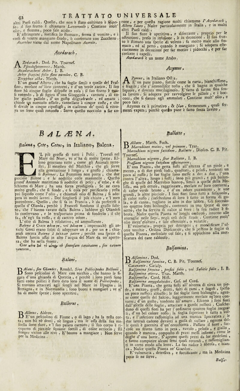 rone , e per quefta ragione molti chiamano P Azedarach , Albero Santo , Nafce particolarmente in Italia , e in molti altri Paefi caldi. Il fuo fiore è aperitivo , e difeccante , proprio per le oflruzioni, prefo in infusione , ò in decozione . Il fuo frut¬ to è filmato una fpezie di veleno ; fa molto male allo flo- maco , ed al petto , quando è mangiato ; Si adopera elte- riormente in decozione per far morire i pidocchi, e per far crefcere i capelli. Azedarach è un nome Arabo. 4* altri Paefi caldi. Quello, che non è flato coltivato è fjfino- fo ; il fuo frutto è chiamato Lazzcruolo ; Contiene molt’ olio, e flemma, poco Tale acido. E’ aftringenre , fortifica lo flomaco, ferma il vomito , e i corfi di ventre mangiato £rudo, ò confettato con Zucchero. Azaro/us viene dal nome Napolitano Azorolo. Azedarach ■ AZedarach. Dod. Pit. Tournef. Pfeudofycomorus. Matth. Azadaracheni Arbnr. J.' B. Arbor fraxini folio fiore carnieo. C. B~ Zizyphus alba. Matth. E’un grand’Albero , che ha foglie limili a quelle del Fraf- fino, merlate ne’loro contorni, e d’un verde carico. Il fuo fiore ha cinque foglie difpofle in rofa ; il fuo frutto è qua- fi rotondo , b «di figura d’una Giuggiola , carnuto , di co¬ lor giallo pallido , b’ un guflq difgradevole , ed amaro ; chiude qn nocciolo oflofo, cannellato à cinque coffe, e che fi divide in cinque riponigli, in ciafcuno eie’ quali fi ritro¬ va un feme quafi rotondo • Serve quello nocciolo a far co- a ....... .. . t Azymus A Zymus, in Italiano Offa. . ._E’un pane piano, fottile come la carta, bianchimmo, e fragile ; che s’ ammollifce toflo , che fi bagna in qualche liquore, é diventa mucilaginofo. È’ fatto di farina fina len¬ za lievito . Si adopera per rawolgiere le pillole , e i boc¬ coni , che fi danno agli ammalati . Contiene molt olio, e poco fale. . ‘ Azymus ex à privativo , & , fermentum , quali fer¬ menti expers ; perche quefio pane é fatto fenza lievito • AL AEH A Balena $ Cete^ Cetus5 in Italiano} Balena. ’L più grolTo di tutti i Pefci . Trovafi nel Mare del Nort, ve n’ha di molte fpezie. El¬ leno generano tutte , come gli Animali terre- flri. Il membro del Mafchio , che gli ferve alla generazione e lungo , e groffo ; chiama- fi Balena*. La Femmina non porta , che due picciole Balene \ e le nodrifee colle mammelle . Quello grand’Animale marittimo fi nodrifce di pefci , d’erbe, e di fchiuma di Mare ; ha una forza prodigiofa . Se ne cava molto graffo, che fi fonde , e fi cola per purificarlo ; reità poi liquido come l’olio , e chiamafi olio di Balena ; fi ado¬ pera’in molti lavori . Dee’ fceglierfi il più chiaro , e’l men puzzolente. Quello , che fi fa in Francia , è da preferirfi a quello d’ Olanda, perche i Francefi fondono il graffo Libi¬ to, che l’hanno cavato dalla Balena , laddove gli Olàndefi lo confervano , e lo trafportano prima di fonderlo ; il che fa, ch’egh'fia roffo, e di cattivo odore. L’ olio di Balena è rifolutivo, ed ammolliente. Balena à Cr<eco vx, vel gochX’VX imperocché gli an¬ tichi Greci erano foliti di adoperare un £ , per un 9 j chia¬ mafi ancora Balena a fixhhuv jacere ; perché una fpezie di Balena lancia affai in alto l’acqua del Mare da un’apertu¬ ra, che ha nella fronte. Cete $tx ti nòto* ob fìnuofam cavitatem , feu cavum ■v entrerà » Ballotte ? B Aliotte . Matth. Fuch. Marrubium maius, vel prìmum. Tras. Marrubium nigrum fetidum. Ballotte . Diofco. C. B. Pit* Tournef. Marrubium nigrum, Jive Ballotte. I. B. Prajfium nigrum fatidum ojficinarum . E’una Pianta, che getta fufli all’altezza d’ un piede , e mezzo, o di due piedi fodi, quadrati, e pelofi, tendenti un poco al roffo; le fue foglie fono meffe a due a due ,1 una contra l’altra, lungo i fufli; fono più grandi, e più bislun¬ ghe di quelle del Marrubio bianco, fimili a quelle deha Me~ lilla, ma più ottufe, raggrinzate, merlate ne loro contorni, di color verde bruno , e d’un odore puzzolente , le une grandi , le altre picciole . I fuoi fiori fono fatti a fufaiuolo, di color roffo ; ciafcheduno di loro é fatto in forma di go¬ la, o di canna, tagliato in alto in due labbra. Gli fuccedo- no quattro femi bislunghi, contenuti in una fpezie di cor- netto, che ha fervito di calice al fiore : la fua radice e n- brofa . Nafce quella Pianta ne’ luoghi ombroli, intorno alle muraglie nelle fiepi, negli orli delle ltrade . Contiene molt olio mezz’ efaltato, e fale eflenziale , o volatile. E’vulneraria, propria per detergerete mondificare 1 ul¬ cere vecchie . Ordina Diofcoride, che lì peilino le foglie di quella Pianta, mefcolate col fale, e fi applichino alla moti ncatura del cane rabbiofo. Balani, B Alani, feu Glandes. Rondeh Sive Pollicipedes Bellonii . Sono pefciolini di Mare con nicchio , che hanno la fi¬ gura d’una ghianda di Quercia , e perché i loro piedi fono fatti come pollici é flato dato loro il nome di’ Pollicipedes . Si trovano attaccati agii fcogli nel Mare in Ifpagna , in Bretagna, e in Normandia ; fono buoni a mangiare ; ve n’ ha di molte fpezie ; fono aperitivi, Ballerus ? BAllerus. Aldrov, E’ un pefeiohno di Fiume , o di lago ; ha la fella cor¬ ta ; non hà né denti , né lingua , ma le offa della fua ma: fcella fono dure, e ’ì fuo palato carnuto ; il fuo corpo é ri¬ coperto di picciole fquame Lottili , di color nericcio ; ftà fempre vicino alle rive . E’ buono a mangiare ; Non ferve per la Medicina . B Balsamina. Alfamina. Dod. n Balfamina f(emina. C. B. Pit. Tournef. Catanance. Caelalp. . Balfamina f(emina , perfici folio , ■vel Salicis folio . I. Balfamina altera. Tras. Matth. Balsamella. Cord. Hift. Balfamina amygdaloides. Gef. ad Cord. E’ una Pianta, che getta fufli all’ altezza di circa un pie¬ de, e mezzo, groffì, dritti, folti di rami , e fugofi , fpeflo un poco roflìcci abbaffo ; le fue foglie fono bislunghe, aguz¬ ze come quelle del Salcio, leggiermente merlate ne’loro con¬ torni; d’un guflo, tendente all’amaro . Efcono 1 fuoi fiori dall’ afcelle delle foglie, attaccate a gambi rolficci . Ciafche¬ duno di quelli fiori ha per f ordinario quattro foglie inegua¬ li , d’ un pel colore rollo ; la foglia fuperiore é fatta a vol¬ ta, e l’inferiore raffomiglia ad una manica Ipocra.tica ; le due laterali cadono davanti a guifa di collare j ognuna del¬ le quali é guernita d’un’orecchietta . Paffato il fiore , |uc- cede un frutto fatto in pera , ruvido , pelofo , e giallo , quando é maturo, compolto di pezzi medi infieme, come le doghe d’ una botte. S** aprono quelli pezzi da lor medelimi , e fanno comparire alcuni femi quafi rotondi , e raffomighan- ti in certo modo alla lente. La fua radice è fibrofa, e bian¬ ca . Nafce quefta Pianta ne’ Giardini. . E’ vulneraria , deterfiva , e fortificante ; ma la Medicina poco fe ne ferve.