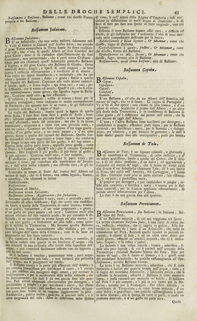 Bai farina à Balfamo, Balfamo , come chi diceffe Pianta propria a far Balfamo . Batfamum judaicum. BAlfamum Judaicum. ; E’ un Arbofcello, che una volta nalceva lolamente nel¬ la Valle di Gerico in Galaad nell’ Arabia felice ; ma avendo il gran Turco conquista la Terra Santa ha fatto trafpian- ta-e ciò , che v’ era di quelli Alberi ne’ lupi Giardini del gran Cairo , dove li fa fùftodire efattidìmamente da fuoi Gianizzeri, non permettendo , che v’entri verun Criftiano . Onde può ora chiamarfi quell’ Arbofcello piuttoflo Balfamo d’ Egitto, o del gran Cairo, che Balfamo di Giudea. Getta ramicelli dritti, fragili , .e fparfi di nodi ineguali ; la loro fcorza è rollicela elteriormente , e verdiccia al di dentro . Ella copre un legno bianchiccio , e midollofo , che ha un odore, quando lì rompe , dolce , e grato , limile a quello del liquore del Balfamo. Capitano alle volte alcuni ramicel- fi fecchi, nudi , e lenza foglie ; n?a fono rari , e cari , per la difficoltà, che fi trova ad averli. Quell’ è ciò, che fi chia¬ ma xylobaljamum, nome greco, che lignifica legno di Balfa- mo . Contiene molt’ olio, * fale elTenziale . E’ cefalico, e llomacale ; refilte al veleno ; ferve per le malattie contagiofe ; viene ordinato in molte manipolazioni di Farmacia, ma quando non fe ne trova , fe gii ioflituifce il Sandalo cedrino, o’I legno d’Aloè. Le foglie del Balfamo , hapno quali la figura di quelle della Ruta. I fuoi fiori fono fatti a guifa di Stelle , bian¬ chi ; falciano cadendo un picciolo frutto, o una bacca aguz¬ za nell’eflremità , verde fui principio , ma che fi fa bruna maturando , attaccata a i rami con una picciola coda, e con un calice . Contiene unTeme ripieno d’un fugo giallo , denfo, d’un guflo acro , e un poco amaro , e d’un odor grato, limile a quello del liquore del Balfamo. Quello frut¬ to leccandoli diviene aggrinzalo e fenza fugo ; ma conlerva per lungo tempo una parte del fuo gulto, e del fuo odore . Capita nelle nollre parti fecco , apprellò poco grolfo , come il Pepe, o’I Cubebe. Queff’è ciò , che fi chiama Carpobal- famum. Dee fceglierfi il più grotto, il più forte al gulto , il più odorato . Contiene molt’ olio, e fale volatile . E’ alelfiterio , proprio per fortificare le parti vitali , per eccitare il feme, per rimediare alle morficature de’ Serpen¬ ti , e dell’ altre belile velenofe ; ma elTendo raro , fe gli fo- ftituifee il Cubebe. Scaturifee in tempo di State dal tronco dell Albero col mezzo di tagli, che vi fi fanno, una refina liquida, bianca, e odorifera, che chiamali in latino Opobalfamum. BalfameLeon. Balfamum de Mecba. Balfamum verum Syriacum. Bai fumimi album . JEgyptiacum , feu Judaicum . Siccome quello Balfamo è raro, caro, e preziofo , cosi è fottopollo ad eflere fallificato ; Egli dee avere una confiflen- za fumile a quella della Trementina di cplor bianco, tenden¬ te al giallo, trafparente , d’ un odor penetrante , e grato , d’ un gulto un poco amaro , ed acro . Contiene molt’ olio mezzo efaltato dal fale volatile acido ; Se per cunofità fi di- itillalfe, fe ne caverebbe in primo luogo un’ olio etereo, in¬ di un olio giallo , e finalmente un’olio rotto , come quan¬ do fi diltilla la Trementina . Ma ficcome quello Balfamo bianco è una droga naturalmente alTai efaltata , per non aver bifogno dell’ ajuto della Chimica , così fi fa Bene ad adoperarlo nel fuo fiato naturale. Per conofcere fe il Balfamo bianco fia vero, e novello, fe ne lafcia cadere una goccia in un bicchiere d’ acqua ; ella dee dilatarli in una pelliccila affai fottile filila fuperfizie dell’ acqua, e può rimetterli facilmente infieme con un legnetto , che fia ben netto. Se il balfamo è vecchio , quantunque vero , avrà acqui-; ffata una confiftenza più foda , e non formerà più pelliccila iull acqua, ma fi precipiterà nel fondo. II Ballamo bianco e la parte più elTenziale dell’Albero; e un rimedio ftimatilfimo per fortificare il cuore , e ’l cervel¬ lo; per refiftere alla malignità degli umori , per eccitare la trafpirazione, e per le morficature delle bellie velenofe , da¬ to interiormente . La dofe è da una goccia fino alle quat¬ tro . Può altresì adoperarli efieriormente per detergere , e confolidare le^piaghe ; e per fortificare i nervi . Le Dame lo lavano nell’ acqua ; indi melTovi nn poco d’olio, de’quat- tro gran femi freddi fe ne ungono leggiermente la pelle . Raddolcifce, pulifce molto , guarifee le picciole bolle , e le altre inegualità del vifo . Altre lo dilfolvono nello fpirito di vino, ò nell’acqua della Regina d’Ungheria ; indi mef- colano la diflòluzione in molt’ acqua di chiocciole , ò di fiori di fave per fare una fpezie di latte verginale , con cui fi lavano. ElTendo il vero Balfamo bianco affai raro , e diffìcile ad averfi, fe gli fofiituifee per l’ordinario 1’ olio di noce mof- cada nelle compofizioni aeftinate per la bocca . Xylobalfamum à XóhoV lignum , & pÀKrttp.)r , come chi dicelfe, legno di Balfamo Carpobalfamum à xecppef , fruBus , & {Sx'Xrct/My ? come chi dicelfe, frutto del Balfamo. Opobalfamum ex òdof , fuccus , & \ssty.iV ; come chi dicelTe , fugo, ovvero olio di Balfamo. Balfamelceum, qua fi oleum bai fami ; olio di Balfamo . / Batfamum Copahu* BAlfamum Copahu, Copau . Copalyva. Copaif. Campaif T Gamelo, E’un Balfamo , ch’efce da un Albero dell’America co? mezzo de’tagli, che vi fi fanno . ,Ci capita di Portogallo 5 Ve n’hà di due fpezie ; uno chiaro in olio bianco , e d’uq odore di refina; Scaturifee il primo dall’Albero ; e un altro più denfo della Trementina, ò in confifienza di Balfamo di color giallo , eh’ è differente dal primo nell’ ufeire , che fa per mezzo de’ tagli dall’ Albero. L’uno, e l’altro Balfamo fono eccellenti per detergere, e confolidare le piaghe, elfendovi polli fopra ; per le nulfionì catarrali, per fortificare i nervi, per le frattura , e disloga- zioni, per rifolvere , e per fermare le gonorree ; la dofe è dalle dodici goccie fino alle ventiquattro , prefe per bocca ? Batfamum de Tolu • BAlfamum de Tolu, è un liquore refinofo , e giutinofo , di confifienza di Trementina , di color roffìccio , e d* un odore gratiffìmo, fimile a quello del Cedro ; che fi dila? ta, e fà un dolce profumo , d’un dolce -, ed aggradevole j featurifee col mezzo de’ tagli ; che fi fanno ne’ tempi caldj alla fcorza d’ un Arbofcello chiamato Tolu ; eh’ è una fpezie di Pino, che nafee nell’ America, frà Cartaggine, e ’l nome di Dio. Contiene molt’ plio in parte efaltato , fale effènzia? le, ò vo'atile, e pochiffìma terra. E’proprio per detergere , e per confolidare le piaghe ; re- fille alla cancrena, e fortifica i nervi ; è buono per le fiuf- fioni catarrali , per la fciatica applicato efieriormente , Si prende altresì interiormente per l’aliraa. La dofe è da una goccia fino alle quattro. Batfamum Peruvianum. BAlfamum Peruvianum , feu Indicum ; in Italiano , Bal¬ famo del Perù. E’ un Balfamo naturale , di cui noi veggiamo tré fpezie . La prima chiamata Balfamo fecco, è una forte di refina du? ra, rolficcìa, odorifera, che ci capita in gufeio . Ella fea¬ turifee in liquore da i rami d’ un Arbofcello , che nafee in abbondanza nel Perù. Ricevei! quello liquore in piccioli re¬ cipienti; fi efpone al Sole , ò ad un altro calor dolce per molti giorni, affinchè un’umidità acquofa, che vi è melco- lata, fvapori, e là refina s’induri . La feconda è una refina liquida , bianca , odorifera , fi¬ mile alla pece liquida , di cui fi parlerà nell’ arricolo della Trementina ; chiamafi Balfamo bianco del Perù . Efce per mezzo de’ tagli , che fi fanno al tr°nco » e à i groffì rami del medefimo Arbofcello, ; ha qualche ralfomiglianza all’ Opo-> balfamum, ovvero Balfamo bianco. La terza è un Balfamo nericcio , odorifero , che fi cava mettendo a bollire per qualche tempo nell’ acqua i rami , e le foglie del medefimo Arbofcello, e lafciando pofeia, che fi raffreddi la decozione, affinchè il Balfamo fi trovi nuotarvi fopra, e poffa raunarfi per metterlo ne’fiafchi . Il balfamo del Perù è il più comune, e ’l più in ufo tanto per la Me¬ dicina , quanto per li Profumieri . Dee edere vifeofo , in confifienza di Trementina , di color bruno nericcio , d’ un odor dolce, e gratidìmo, con qualche ralfomiglianza a quel¬ lo della Storace ; che iì fparga da tutte le parti, e renda un profumo durevole ; è d’ un guflo un poco acro. Quelli