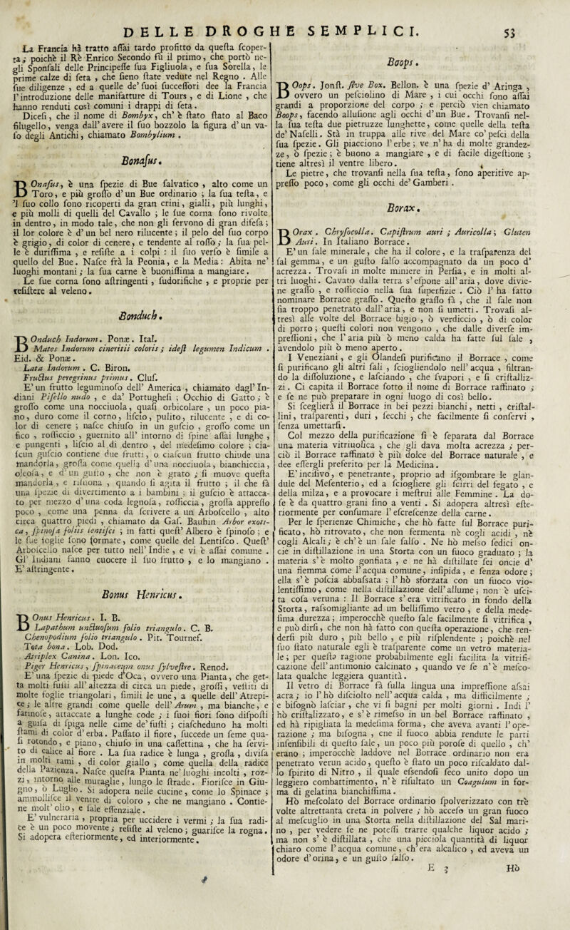 ! I La Francia hà tratto affai tardo profitto da quefta fcoper- ta; poiché il Rè Enrico Secondo fu il primo, che portò ne¬ gli Sponfali delle Principefie Tua Figliuola, e fua Sorella, le prime calze di feta , che fieno fiate vedute nel Regno . Alle Tue diligenze , ed a quelle de’ Tuoi fuccefiòri dee la Francia l’introduzione delle manifatture di Tours , e di Lione , che hanno renduti così comuni i drappi di feta. Dicefi, che il nome di Bombyx, eh’ è flato flato al Baco filugello, venga dall’ avere il fuo bozzolo la figura d’un va¬ io degli Antichi, chiamato Bombylium . Bonafui. BOnafus, è una fpezie di Bue falvatico > alto come un Toro, e più groffo d’un Bue ordinario ; la fua tefta, e 5J fuo collo fono ricoperti da £;ran crini, gialli, più lunghi, e più molli di quelli del Cavallo ; le lue corna fono rivolte in dentro, in modo tale, che non gli fervono di gran difefa ; il lor colore è d’un bel nero rilucente ; il pelo del fuo corpo è grigio, di color di cenere, e tendente al rodo; la fua pel¬ le è duriffima , e refifle a i colpi : il fuo verfo è fimile a quello del Bue. Nafce fra la Peonia, e la Media: Abita ne’ luoghi montani ; la fua carne è buoniffima a mangiare. Le fue corna fono aftringenti , fudorifiche , e proprie per refiftere al veleno. Bonduch • Onduch Indorum. Ponae . Ital. Mates Indorum cìneritii coloris ; idefl legumen Indicum . Eid. & Ponas. Lata Indorum . C. Biron. TruBus peregrinus primus. Ciuf. E’ un frutto leguminofo dell’ America , chiamato dagl’ In¬ diani Pifello nudo , e da’ Portughelì ; Occhio di Gatto; è groffo come una nocciuola, quali orbicolare , un poco pia¬ no , duro come il corno, lifcio, pulito, rilucente , e di co¬ lor di cenere ; nafce chiufo in un gufeio , groffo come un fico , rofiiccio , guernito all’ intorno di fpine affai lunghe , e pungenti , lifeio al di dentro , del medefimo colore ; cia- fcun gufeio contiene due frutti, o ciafcun frutto chiude una mandorla, grolla come quella d'una nocciuola, bianchiccia, oleola, e dJ un gufto , che non è grato ; fi muove quefta mandorla , e rimona , quando lì agita il frutto ; il che fa una lpezie di divertimento a i bambini ; ii gufeio è attacca¬ to per mezzo d’una coda legnofa, roftìccia, grolla appreflo poco , come una penna da fcrivere a un Arbofcello , alto circa quattro piedi , chiamato da Gaf. Bauhin Arbor exoti- ca, fpinoja fo/iis ientifci ; in fatti queft’ Albero è fpinofo ; e le fue foglie fono (ormate, come quelle del Lentifco. Queft’ Aiboicelfo nafce per tutto nell’ Indie , e vi è affai comune . Gl’ Indiani fanno cuocere il fuo frutto , e lo mangiano . E’ aftringente, Bonus Henricus, BOnus Henricus. I. B. Lapathum unBuofum folio triangulo. C. B. Chenopodium folio triangulo . Pie. Tournef. Tota bona. Lob. Dod. Atriplex Canina. Lon. Ico. Piger Henricus, fpinaceum onus JylveJìre. Renod. E1 una fpezie di piede d Oca, ovvero una Pianta, che get¬ ta molti fuiìi all’ altezza di circa un piede, groftì, velfiti di molte foglie triangolari, limili le une, a quelle dell’ Atrepi- ce; le altre grandi come quelle dell’Arum , ma bianche, e farinofe, attaccate a lunghe code ; i fuoi fiori fono difpofti a guifa di Ipiga nelle cime de’ fufti ; ciafcheduno ha molti ftami di color d’ erba. Paffato il fiore, fuccede un feme qua¬ li rotondo, e piano, chiufo in una caffettina , che ha fervi¬ do di calice al fiore . La fua radice è lunga , grolla , divifa in molti rami , di color giallo , come quella della radice della iazienza. Nafce quefta Pianta ne’luoghi incolti , roz¬ zi , intorno alle muraglie, lungo le ftrade. Fiorifce in Giu- gno, o Luglio. Si adopera nelle cucine, come io Spinace ; ammollr.ee il ventre di coloro , che ne mangiano . Contie¬ ne molt olio, e tale effenziaie. E vulneraria , propria per uccidere i vermi ; la fua radi¬ ce è un poco movente ; refìfte al veleno ; guarifee la rogna. Si adopera eftenormente, ed interiormente. S Baops. BOops. Jonft. fve Box. Bellon. è una fpezie d’ Aringa , ovvero un pefciolino di Mare , i cui “occhi fono affai grandi a proporzione del corpo ; e perciò vien chiamato Boops, facendo aliufìone agli occhi d’un Bue. Trovanfi nel¬ la fua tefta due pietruzze lunghette, come quelle della tefta de’ Nafelli. Sta in truppa alle rive del Mare co’ pefei della fua fpezie. Gli piacciono l’erbe ; ve n’ha di molte grandez¬ ze , ò fpezie ; è buono a mangiare , e di facile digeftione ; tiene altresì il ventre libero. 4 Le pietre, che trovanfi nella fua tefta, fono aperitive ap- preflò poco, come gli occhi de’ Gamberi . Borax. BOrax , Chryfocolla. Capiftrum auri ; Auricolla ; Gluten Auri. In Italiano Borrace. E’ un fale minerale, che ha il colore, e la trafparenza del fai gemma, e un gufto falfo accompagnato da un poco d’ acrezza. Trovafi in molte miniere in Perlìa, e in molti al¬ tri luoghi. Cavato dalla terra s’efpone all’aria, dove divie¬ ne graffo , e roificcio nella fua fuperfizie . Ciò I’ ha fatto nominare Eorrace graffo. Quello graflo fa , che il fale non fia troppo penetrato dall’ aria, e non fi umetti. Trovafi al¬ tresì alle volte del Borrace bigio , ò verdiccio , ò di color di porro ; quelli colori non vengono , che dalle diverfe im- preflioni, che l’aria più ò meno calda ha fatte fui fale , avendolo più ò meno aperto. I Veneziani, e gli Olandefi purificano il Borrace , come fi purificano gli altri fall , fciogliendolo nell’ acqua , filtran¬ do la diffoluzione, e lafciando , che fvapori , e fi criftalliz- zi. Ci capita il Borrace fotto il nome di Borrace raffinato ; e fe ne può preparare in ogni luogo di così bello. Si fceglierà il Borrace in bei pezzi bianchi, netti , Criftal- lini, trafparenti, duri , fecchi , che facilmente fi confervi , fenza umettarli. Col mezzo della purificazione fi è feparata dal Borrace una materia vitriuolica , che gli dava molta acrezza ; per¬ ciò il Borrace raffinato è più dolce del Borrace naturale , e dee effergli preferito per la Medicina. E’incilìvo, e penetrante, proprio ad ifgombrare le glan- dule del Mefenterio, ed a fciogliere gii fcirri del fegato , e della milza, e a provocare i meftrui alle Femmine . La do- fe è da quattro grani fino a venti . Si adopera altresì efte- riormente per confumare l’eferefeenze della carne. Per le fpenenze Chimiche, che hò fatte fui Borrace puri¬ ficato , ho ritrovato, che non fermenta nè cogli acidi , nè cogli Alcali ; è eh’ è un fa le falfo . Ne hò mef'so fedici on¬ de in diftillazione in una Storta con un fuoco graduato ; la materia s’è molto gonfiata , e ne hà diffidate fei onde d’ una flemma come l’acqua comune, infipida, e fenza odore ; ella s’è pofeia abbafsata ; 1’ hò sforzata con un fuoco vio- lentiftìmo, come nella difiillazione dell’ allume ; non è ufei- ta cofa veruna : li Borrace s’ era vilificato in fondo della Storta, rafsomigliarne ad un belliffimo verro, e della mede- fìma durezza ; imperocché quefto fale facilmente fi vitrifica , e può dirfi, che non hà fatto con quefta operazione, che ren- dérfi più duro , più bello , e più rifplendente ; poiché nel fuo fiato naturale egli è trafparente come un vetro materia¬ le ; per quefta ragione probabilmente egli facilita la vitrifi- cazione dell’antimonio calcinato , quando ve fe n’è mefeo- lata qualche leggiera quantità. Il vetro di Borrace fà fulla lingua una impreffione afsai aera; io l’hò difciolto nell’acqua calda , ma difficilmente ; e bifognò lafciar , che vi fi bagni per molti giorni . Indi 1’ hò criltalizzato, e s’è rimefso in un bel Borrace raffinato , ed hà ripigliata la medefima forma, che aveva avanti l’ope¬ razione ; ma bifogna , cne il fuoco abbia rendute le parti infenfibili di quefto fale, un poco più porofe di quello , eh’ erano ; imperocché laddove nel Borrace ordinario non era penetrato verun acido, quefto è fiato un poco rifcaldato dal¬ lo fpirito di Nitro , il quale efsendofi feco unito dopo un leggiero combattimento, n’ è rifultato un Coagulum in for¬ ma di gelatina bianchiflìma. Hò mefcolato del Borrace ordinario fpolverizzato con tré volte altrettanta creta in polvere ; hò accefo un gran fuoco al mefcuglio in una Storta nella difiillazione del Sai mari¬ no , per vedere fe ne poteflì trarre qualche liquor acido ; ma non s’ è diftillata , che una picciola quantità di liquor chiaro come l’acqua comune, ch’era aleatico , ed aveva un odore d’orina, e un gufto falfo. E - Hò