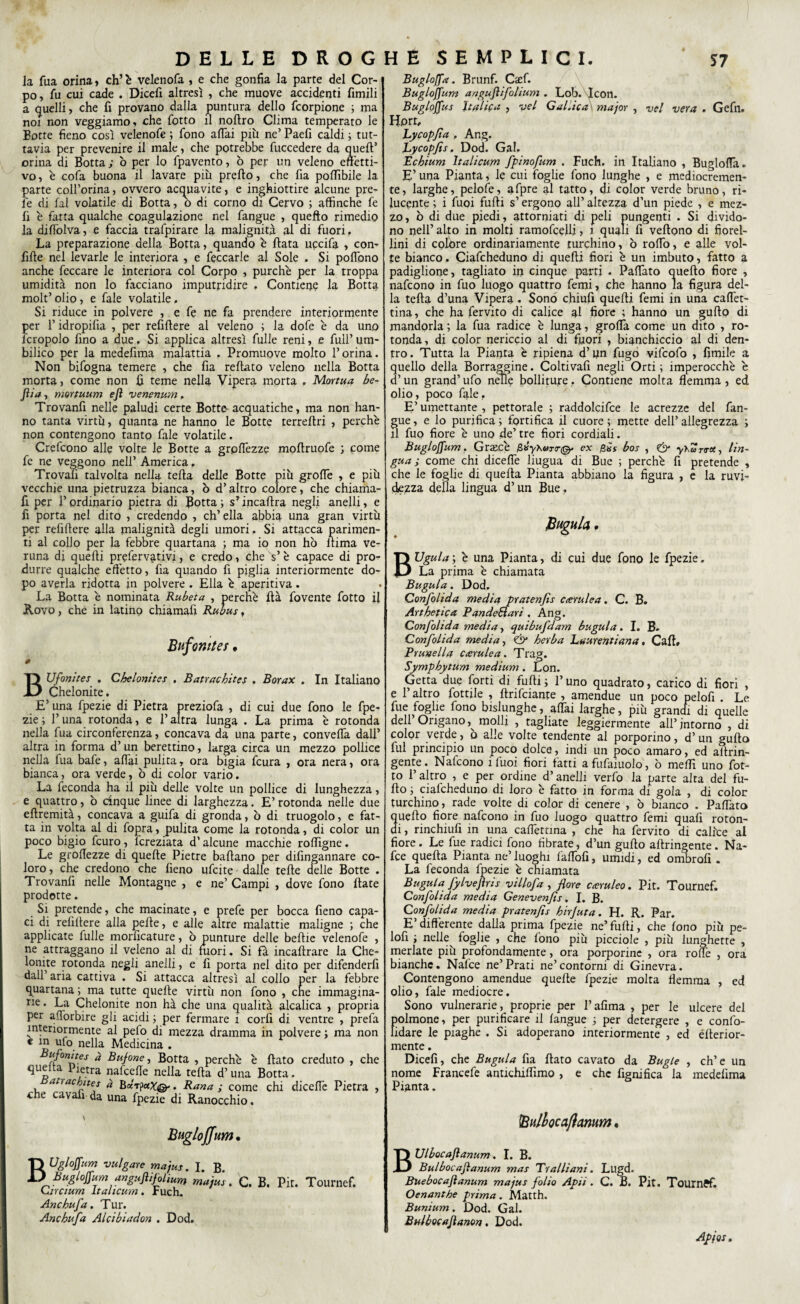 la fua orina, eh’ è velenofa , e che gonfia la parte del Cor¬ po, fu cui cade . Dicefi altresì , che muove accidenti Amili a quelli, che fi provano dalla puntura dello feorpione ; ma noi non veggiamo, che fotto il noftro Clima temperato le Botte fieno così velenofe ; fono affai piu ne’ Paefi caldi ; tut¬ tavia per prevenire il male, che potrebbe fuccedere da quell’ orina di Botta ; b per lo fpavento, ò per un veleno effetti¬ vo , è cofa buona il lavare più prello, che fia poffibile la parte colforina, ovvero acquavite, e inghiottire alcune pre¬ te di fai volatile di Botta, o di corno di Cervo ; affinché fie fi è fatta qualche coagulazione nel fangue , quefto rimedio la diffblva, e faccia trafpirare la malignità al di fuori » La preparazione della Botta, quando è fiata uccifa , con¬ file nel levarle le interiora , e feccarle al Sole . Si polfono anche feccare le interiora col Corpo , purché per la troppa umidità non lo facciano imputridire . Contiene la Botta molt’olio, e fiale volatile. Si riduce in polvere , e fe ne fa prendere interiormente per f idropifia , per refiftere al veleno ; la dofie è da uno lcropolo fino a due, Si applica altresì fulle reni, e full’ um- bilico per la medefima malattia . Promuove molto P orina. Non bifogna temere , che fia refiato veleno nella Botta morta, come non fi teme nella Vipera morta . Monna be~ Jiia, mortuum ejì venenum . Trovanfi nelle paludi certe Botte acquatiche, ma non han¬ no tanta virtù, quanta ne hanno le Botte terrefiri , perchè non contengono tanto fiale volatile. Crefcono alle volte le Botte a grpfièzze mofiruofe ; come fe ne veggono nell’ America. Trovati talvolta nella teda, delle Botte più groffe , e più vecchie una pietruzza bianca, b d’altro colore, che chiama- fi per l’ordinario pietra di fiotta; s’incafira negli anelli, e fi porta nel dito , credendo , ch’ella abbia una gran virtù per refifiere alla malignità degli umori. Si attacca parimen¬ ti al collo per la febbre quartana ; ma io non ho ftima ve¬ runa di quelli prefervativi, e credo, che s’ è capace di pro¬ durre qualche effetto, fia quando fi piglia interiormente do¬ po averla ridotta in polvere . Ella è aperitiva. La Botta è nominata Rubeta , perchè ila fovente fiotto il Rovo, che in latino chiamafi Rubus, Bufomtes • BUfonites . Cbelonttes , Batracbites . Borax . In Italiano Chelonite. E’ una fpezie di Pietra preziofa , di cui due fono le fpe- zie; l’una rotonda, e l’altra lunga . La prima è rotonda nella fua circonferenza, concava da una parte, convella dall’ altra in forma d’un berettino, larga circa un mezzo pollice nella lua bafie, affaqpulita, ora bigia feura , ora nera, ora bianca, ora verde, ò di color vario. La feconda ha il più delle volte un pollice di lunghezza, e quattro, b cinque linee di larghezza. E’ rotonda nelle due eftremità, concava a guifa di gronda, ò di truogolo, e fat¬ ta in volta al di fopra, pulita come la rotonda, di color un poco bigio ficuro, lcreziata d’alcune macchie rolfigne. Le grollezze di quelle Pietre ballano per difingannare co¬ loro, che credono che fieno uficite dalle tede delle Botte . Trovanfi nelle Montagne , e ne’ Campi , dove fono fiate prodotte. Si pretende, che macinate, e prefe per bocca fieno capa¬ ci di refifiere alla pelle, e alle altre malattie maligne ; che applicate fulle morficature, ò punture delle beftie velenofe , ne attraggano il veleno al di fuori. Si fa incaftrare la Che¬ lonite rotonda negli anelli, e fi porta nel dito per difenderfi dall’ aria cattiva . Si attacca altresì al collo per la febbre quartana ; ma tutte quelle virtù non fono , che immagina¬ rie . La Chelonite non hà che una qualità alcalica , propria per afforbire gli acidi ; per fermare i corfi di ventre , prefa interiormente ai pelo di mezza dramma in polvere ; ma non c in ufo nella Medicina . Bufonnes à Bufone, Botta , perchè è fiato creduto , che quella Pietra nafeeffe nella tefta d’una Botta. atrachites à Bxt?uX@' • Rana ; come chi diceffe Pietra , che cavafi da una fpezie di Ranocchio. Bugloffi um, BUgloffum vulgate majus. I. B. Buglofìum angujìifohum majus. C. B. Pit. Tournef. Ltircium italicum. Fuch. Anchufa. Tur. Anchufa Alcibiadon . Dod. Bugloffa. Brunf. C<ef. Bugloffum anguftifolium . Lob. Icon. Bugloffus Italica , vel Gal.ica major , vcl vera . Gefn. Hprt, Lycopjìa , Ang. Lycopfis. Dod. Gal. Ecbium Italicum fpinofum . Fuch. in Italiano , Bugloffa. E’ una Pianta, le cui foglie fono lunghe , e mediocremen¬ te, larghe, pelofe, afpre al tatto, di color verde bruno, ri¬ lucente ; i fuoi furti s’ergono all’ altezza d’un piede , e mez¬ zo, b di due piedi, attorniati di peli pungenti . Si divido¬ no nell’ alto in molti ramofeefii > 1 quali fi vedono di fiorel¬ lini di colore ordinariamente turchino, b rollo, e alle vol¬ te bianco. Ciafcheduno di quelli fiori è un imbuto, fatto a padiglione, tagliato in cinque parti . PafTato quello fiore , nafeono in fuo luogo quattro femi, che hanno la figura del¬ la tefta d’una Vipera. Sono chiufi quelli femi in una caflet- tina, che ha fervito di calice al fiore ; hanno un gufto di mandorla ; la fua radice è lunga, grolla come un dito , ro¬ tonda, di color nericcio al di fuori , bianchiccio al di den¬ tro. Tutta la Pianta è ripiena d’im fugo vifeofo , limile a quello della Borraggine. Coltivali negli Orti ; imperocché è d’un grand’ ufo nelle bolliture. Contiene molta flemma , ed olio, poco fiale. E’ umettante , pettorale ; raddolcire le acrezze del fan¬ gue , e lo purifica ; fortifica il cuore ; mette dell’ allegrezza ; il fuo fiore è uno de’ tre fiori cordiali. Bugloffum. Grxce £.vy\uT<r(gy ex £#* bos , & yharrct, lin¬ gua ; come chi dicefle liugua di Bue ; perchè fi pretende , che le foglie di quella Pianta abbiano la figura , e la ruvi¬ dezza della lingua d’un Bue, Bugula. Dod. Confolida media pratenfis cerulea. C. B. Arthetica PandeSlari . Ang. Confolida media, quibufdam bugula. I. B» Confolida media, herba Laurent lana, Caft, Prunella cerulea. Trag. Symphytum medium. Lon. Getta due forti di furti; l’uno quadrato, carico di fiorì , e l’altro fiottile , ftrificiante , amendue un poco pelofi . Le fue foghe fono bislunghe, affai larghe, più grandi di quelle dell’ Origano molli , tagliate leggiermente all’ intorno , di color verde, o alle volte tendente al porporino, d’ un gufto fui principio un poco dolce, indi un poco amaro, ed aitrin- gente. Nafeono i fuoi fiori fatti afufaiuolo, b meflì uno fiot¬ to l’altro , e per ordine d’anelli verfo la parte alta del fu¬ rto ; ciafcheduno di loro è fatto in forma di gola , di color turchino, rade volte di color di cenere , b bianco . Partito quello fiore nafeono in fuo luogo quattro femi quali roton¬ di , rinchiufi in una caflettina , che ha fervito di calice al fiore. Le fue radici fono fibrate, d’un gufto aftringente. Na¬ fte quella Pianta ne’ luoghi fiaflofi, umidi, ed ombrarti. La feconda fpezie è chiamata Bugula fylvefhis villofa , flore cceruleo. Pit. Tournef. Confolida media Genevenfìs. I. B. Confolida media pratenfis hirjuta. H. R. Par. E’differente dalla prima fpezie ne’furti, che lono più pe¬ lofi ; nelle^ foglie , che fono più picciole , più lunghette , merlate più profondamente, ora porporine , ora roflè , ora bianche. Nafte ne’Prati ne’contorni di Ginevra. Contengono amendue quelle fpezie molta flemma , ed olio, fale mediocre. Sono vulnerarie, proprie per Pafima , per le ulcere del polmone, per purificare il langue ; per detergere , e confo- lidare le piaghe . Si adoperano interiormente , ed citerior¬ mente . Dicefi, che Bugula fia fiato cavato da Bugie , eh’e un nome Francefe antichiflìmo , e che fignifica la medefima Pianta. Bulbocafìanum « BUlbocaflanum. I. B. Bulbocaflanum mas Tralliani. Lugd. Buebocafìanum majus folio Apii . C. B. Pit. Tournef. Oenanthe prima. Matth. Bunium. Dod. Gal. Bulbocaflanon. Dod. Apios.