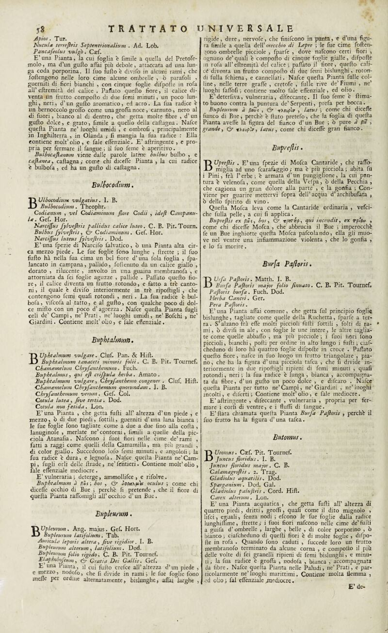 y8 TRATTATO Apios. Tut. Nucula terrefiris Septcntrionalium . Ad. Lob. Pancafeolus vulgb. Cxf. E’una Pianta, la cui foglia è fimile a quella del Pretòfe- molo, ma d’un gurto affai più debole, attaccata ad una lun¬ ga coda porporina. Il fuo furto è divifo in alcuni rami, che fortengono nelle loro cime alcune ombrelle , ò parafoli , guerniti di fiori bianchi , con cinque foglie difpofle in rofa all’ ertremità del calice . Partalo quello fiore, il calice di¬ venta un frutto compollo di due femi minuti, un poco lun¬ ghi, neri, d’un gulto aromatico, ed acro. La lùa radice è un bernoccolo groffo come una grolla noce , carnuto , nero al di fuori, bianco al di dentro, che getta molte fibre , d’un gulio dolce, e grato, ùmile a quello deila caflagna. Nafce quella Pianta ne’ luoghi umidi , e ombrofi , principalmente in Inghilterra , in Olanda ; fi mangia la fua radice : Ella contiene molt’ olio , e fale effenziale. E’ allringente , e pro¬ pria per fermare il fangue ; il fuo feme è aperitivo. Bulbocafianum viene dalle parole latine bulbus bulbo , e cafianea, caflagna; come chi diceffe Pianta , la cui radice c bulbofa , ed ha un guflo di callagna. Bulbocodium. BUlbocodium vulgatius. I. B. Bulbocodium. Theophr. Codianum , vel Codiammum fiore Codii , idejì Campanu¬ la . Gef. Hor. Narcifius fylvefiris pallidus calice luteo. C. B. Pit. Tourn. Bulbus fylvefiris, & Codiaminum . Gef. Hor. Narcifius luteus fylvefiris . Dod. E’ una fpezie di Narcifo falvatico, ò una Pianta alta cir¬ ca mezzo piede. Le fue foglie fono lunghe , Prette ; il fuo furto hà nella fua cima un Del fiore d’una fola foglia , fpa- lancato in campana, pallido, folienuto da un calice giallo , dorato , rilucente , involto in una guaina membranofa , e attorniata da fei foglie aguzze , pallide . Palpito quello fio¬ re , il calice diventa un frutto rotondo, e fatto a tre canto¬ ni , il quale è divifo interiormente in tré ripolligli , che contengono femi quafi rotondi , neri . La fua radice è bul¬ bofa , vifcofa al tatto, e al gulto, con qualche poco di dol¬ ce milto con un poco d’agrezza. Nafce quella Pianta fugli orli de' Campi, ne’ Prati, ne’ luoghi umidi, ne’ Bofchi , ne’ Giardini. Contiene molt’ olio, e fale eflenziale. Bufhtalmum. Uphtalmum vulgate. Ciuf. Pan. & Hill. Buphtalmum tanaceti minoris folii. C. B. Pit. Tournef. Chamtemelum Chryfanthemum. Fucli. Buphtalmus, qui efi crifpula herba. Amato. Buphtalmum vulgate, Chryfanthemo congener . Ciuf. Hlft. Chamamelum Chryfanthemum quorundam. I. B. Chryfanthemum veruni. Gef. Col. Cotula lutea , five tertia. Dod. Cottila non fetida. Loti. E’ una Pianta , che getta fulti all’ altezza d’un piede , e mezzo, ò di due piedi, fottili, guerniti d’una lana bianca ; le fue foglie fono tagliate come a due a due lino alla coda , lanuginofe , merlate ne’contorni, limili a quelle della pic- ciola Atanafia. Nafcono i fuoi fiori nelle cime de’rami , fatti a raggi come quelli della Camamilla, ma più grandi , di color giallo. Succedono lofo femi minuti, e angololi ; la fua radice è dura, e legnofa. Nafce quella Pianta ne’Cam¬ pi , fugli orli delle llrade, ne’ fentieri. Contiene molt’ olio , l'ale eftènziale mediocre. E’ vulneraria ; deterge , ammollifce , e rifolve. Buphtalmum à bos , & ò(pptt\pos oculus ; come chi dicefie occhio di Bue ; perchè lì pretende , che il fiore di quella Pianta raffomigli all’ occhio d’un Bue. Bupleurum. BUpleutum. Ang. maius. Gef. Hort. Bupleurum latifoliufn. Tab. Amicala leporis altera, five tigidior. I. B» Bupleurum alterum , latifolium . Dod. Bupleurum folio rigido. C, B. Pit. Tournef. Elaphobofcum, & Gratta Dei Gallis. Gef. E una Pianta, il cui fullo crefce all’ altezza d’un piede , e mezzo, nodofo, che fi divide in rami ; le fue foglie fono melle per ordine alternatamente, bislunghe, affai larghe , UNIVERSALE rigide, dure, nervofe, che finifcono in punta, e d’una figu¬ ra ùmile a quella dell’ orecchio di Lepre ; le fue cime foflen¬ gono ombrelle picciole , fparfe , dove nafcono certi fiori , ognuno de’quali è comporto di cinque foglie gialle, difpofle in rofa all’ ertremità del calice ; partito il fiore, quello cali¬ ce diventa un frutto comporto di due femi bislunghi, roton¬ di fulla fchiena, e cannellati. Nafce quella Pianta fulle col¬ line, nelle terre grafie , cretofe , fulle rive de’Fiumi , ne5 luoghi fafibù ; contiene molto fale effenziale, ed olio. E’deterùva, vulneraria, difeccante. Il fuo feme è firma¬ to buono contra la puntura de’Serpenti, prefa per bocca. Bupleurum à pooc , & -irxeupcp , latus ; come chi dicefie fianco di Bue, perchè è flato pretefo, che la foglia di quella Pianta aveffe la figura del fianco d’ un Bue ; ò pure à gli , grande, & rXevp'y, latus, come chi diceffe gran fianco. Bufile fi is • Bupreflis . E’ una fpezie di Mofca Cantaride , che raffo- miglia ad uno fcarafaggio; ma è più picciola ; abita fu i Pini, fra l’erbe ; è armata d’un pungiglione, la cui pnn- tura è velenofa, come quella della Velpa, ò della Pecchia , che cagiona un gran dolore alla parte , e la gonfia ; Con¬ viene per guarire mettervi fopra dell’acqua d’archibufata , ò dello fpirito di vino. Quella Mofca leva come la Cantaride ordinaria , vefci- che fulla pelle, a cui fi applica. Bupreflis ex gSi, bos, & vfMtnp, qui incenditi ex rp'fìa , come chi diceffe Mofca , che abbrucia il Bue ; imperocché fe un Bue inghiotte quella Mofca pafcolando, ella gii muo¬ ve nel ventre una infiammazione violenta , che lo gonfia , e lo fa morire. Burfa Pafioris. Urfa Pafioris. Matth. I. B. Burfa Pafioris major folio finuato. C. B. Pit. Tournef. Pafioris burfa. Fuch. Dod. Herba Cancri. Ger. Pera Pafioris. E’ una Pianta affai comune, che getta fui principio foglie bislunghe, tagliate come quelle della Ruchetta, fparfe a ter¬ ra. S’alzano fra effe molti piccioli furti fottili , forti di ra¬ mi, ò diviù in ale, con foglie le une intere, le altre taglia¬ te come quelle abbaffo , ma più picciole ; i fuoi fiori tono piccioli, bianchi, porti per ordine in aito lungo i furti ; ciaf- cheduno di loro hà quattro foglie difpofle in croce . Paflato quello fiore, nafce in fuo luogo un frutto triangolare , pia¬ no , che ha la figura d’ una picciola tafca , che fi divide in¬ teriormente in due riportigli ripieni di femi minuti , quafi rotondi, neri ; la fua radice è lunga , bianca , accompagna¬ ta da fibre, d’ un gurto un poco dolce , e difcaro . Nafce querta Pianta per tutto ne’Campi, ne’Giardini , ne’luoghi incolti, e diferti ; Contiene molt’ olio, e fale mediocre. E’allringente , difeccante , vulneraria , propria per fer¬ mare i corti di ventre, e i fluffi di fangue. E’Hata chiamata quella Pianta Burfa Pafioris , perchè il fuo frutto ha la figura d’una tafea. Butomus. BUtomus. Cazf. Pit. Tournef. Juncus fioridus. I. B. Juncus fioridus major. C. B. Calamagrofìts . 2. Trag. Gladiolus aquatilis. Dod. Sparganium. Dod. Gal. Gladiolus palufiris . Cord. Hill. Carex alterum. Lon. E’ una Pianta acquatica , che getta furti all’ altezza di quattro piedi, dritti, grolfi, quafi come il dito mignolo , lifci, eguali, fenza nodi ; efcono le fue foglie dalla radice lunghiffime, rtrette; i fuoi fiori nafcono nelle cime de’furti a guifa d’ ombrelle , larghe , belle , di color porporino , ò bianco ) ciafcheduno di quelli fiori è di morte foglie , difpo- fte in rofa . Quando fono caduti , fuccede loro un frutto membranofo terminato da alcune corna , e comporto il più delle volte di fei granelli ripieni di femi bislunghi, e minu¬ ti, la fua radice è graffa , nodofa , bianca , accompagnata da fibre. Nafce quelta Pianta nelle Paludi, ne’ Prati, e par¬ ticolarmente ne’luoghi marittimi. Contiene molta flemma , ed olio ; fai effenziale /uediocre. £’ de-