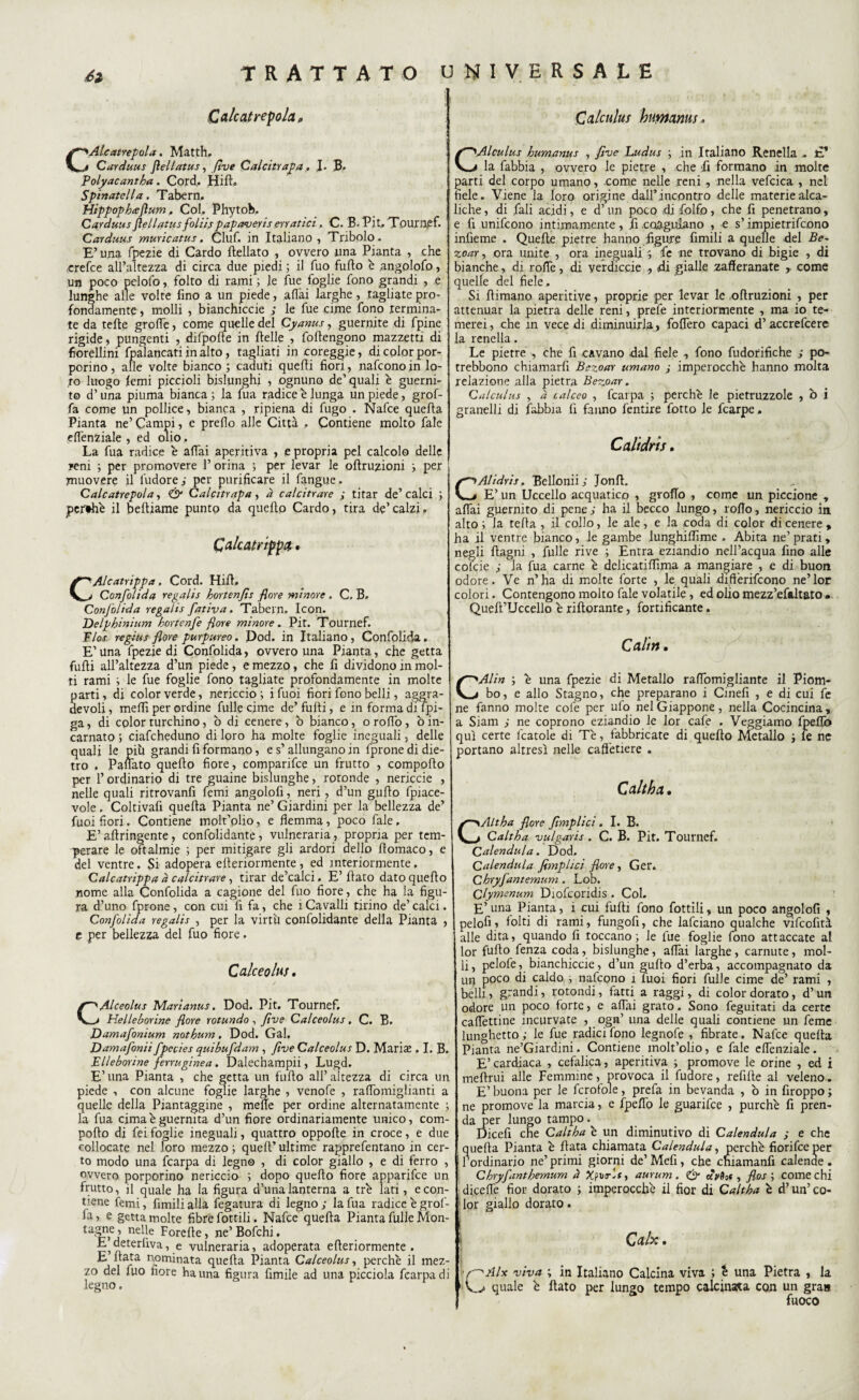 Cale Crepola, CAlcatrepola. Matth. Carduus flellatus, flve Calcitrala, .1- B. Polyacantha. Cord. Hift. Spinateli a. Tabern. Hippophteftum, Col. Phytob. Carduus flellatus foliis papaveris erratici, C. B. Pit, Tournef. Carduus muricatus. Ciuf, in Italiano, Tribolo. E’ una fpezie di Cardo {Iellato , ovvero una Pianta , che orefice all’altezza di circa due piedi; il fuo furto è angolofo, un poco pelofo, folto di rami ; le fue foglie fono grandi , e lunghe alle volte fino a un piede, aliai larghe , tagliate pro¬ fondamente , molli , bianchiccie ; le fue cime fono termina¬ te da terte grolle, come quelle del Cyanus, guernite di fpine rigide, pungenti , difpofte in rtelle , foftengono mazzetti di fiorellini fpalancati in alto, tagliati in coreggie, di color por¬ porino, alle volte bianco ; caduti quelli fiori, nafeonoin lo¬ ro luogo lenii piccioli bislunghi , ognuno de’quali è guerni- to d’una piuma bianca ; la fua radice è lunga un piede, grof- fa come un pollice, bianca , ripiena di fugo . Nafce quella Pianta ne’ Campi, e prefio alle Città , Contiene molto fale efienziale , ed olio. La fua radice è affai aperitiva , e propria pel calcolo delle reni ; per promovere 1’ orina ; per levar le oftruzioni ; per muovere il l'udorei per purificare il lingue. Calcatrepola, & Calcitrapa, à calcitrare ; tifar de’calci ; pcrthh il beftiame punto da quello Cardo, tira de’calzi. Calcatnppa • Alcatrippa. Cord. Hill. Confolida regalis hortenfts flore minore . C. B. Confolida regalis fativa. Tabern, Icon. Delphinium hortenfe flore minore. Pit. Tournef. Flos re gius flore purpureo. Dod. in Italiano, Confolida. E’una fpezie di Confolida, ovvero una Pianta, che getta furti all’altezza d’un piede, e mezzo, che fi dividono in mol¬ ti rami ; le fue foglie fono tagliate profondamente in molte parti, di color verde, nericcio; ifuoi fiori fono belli, aggra- devoli, meffi per ordine Culle cime de’ furti, e in forma di lpi- ga, di cplorturchino, b di cenere, o bianco, orofio, òin¬ carnato ; ciafcheduno di loro ha molte foglie ineguali, delle quali ìe piu grandi fi formano, e s’allungano in fprone di die¬ tro , Panato quello fiore, comparifce un frutto , comporto per l’ordinario di tre guaine bislunghe, rotonde , nericcie , nelle quali ritrovanfi femi angolofi, neri, d’un gurto {piace¬ vole . Coltivafi quella Pianta ne’ Giardini per la bellezza de’ fuoi fiori. Contiene molt’olio, e flemma, poco fale, E’ artringente, confolidante, vulneraria, propria per tem¬ perare le oftalmie ; per mitigare gli ardori dello rtomaco, e del ventre. Si adopera efteriormente, ed interiormente. Calcatrippa a calcitrare, tirar de’calci. E’ fiato dato quello nome alla Confolida a cagione del fuo fiore, che ha la figu¬ ra d’uno fprone, con cui fi fa, che 1 Cavalli tirino de’ calci. Confolida regalis , per la virtù confolidante della Pianta , e per bellezza del fuo fiore. Calceolus. CAlceolus Marianus. Dod. Pit. Tournef, Helleborine flore rotundo , ftve Calceolus. C. B. Damafonium notbum. Dod. Gal, Damafonii fpecies quibufdam , ftve Calceolus D. Marine . I. B. Elaborine ferruginea. Dalechampii, Lugd, E’una Pianta , che getta un furto all’altezza di circa un piede , con alcune foglie larghe , venofe , raflbmiglianti a quelle della Piantaggine , mefie per ordine alternatamente ; la fua cima è guernita d’un fiore ordinariamente unico, com¬ porto di fei foglie ineguali, quattro opporte in croce, e due collocate nel loro mezzo; quell’ultime rapprefentano in cer¬ to modo una fcarpa di legno , di color giallo , e di ferro , ovvero porporino nericcio ; dopo quello fiore apparifee un frutto, il quale ha la figura d’una lanterna a tré lati, e con¬ tiene femi, limili alla fegatura di legno ; la fua radice è grol¬ la, e getta molte fibre fiottili. Nafce quella Pianta filile Mon¬ tagne, nelle Forefte, ne’ Bofchi. E deterfìva, e vulneraria, adoperata efteriormente. E. fiata nominata quella Pianta Calceolus, perchè il mez¬ zo del fuo fiore ha una figura fimiie ad una picciola fcarpa di legno. Calculus humanus, CAlculus humanus , flve Ludus ; in Italiano Renella , i la fabbia , ovvero le pietre , che fi formano in molte parti del corpo umano, come nelle reni, nella vefcica , nel fiele. Viene la loro origine dalPincontro delle materiealca- liche, di fiali acidi, e d’un poco di folfo, che fi penetrano, e fi unifeono intimamente, fi coagulano , e s’impietrifeono infieme . Quelle pietre hanno figure fimili a quelle del Be~ zoar, ora unite , ora ineguali ; le ne trovano di bigie , di bianche, di rolfe, di verdiccie ? di gialle zafferanate r come quelle del fiele. Si filmano aperitive, proprie per levar le oftruzioni , per attenuar la pietra delle reni, prefe interiormente , ma io te¬ merei , che in vece di diminuirla, foffero capaci d’accrefcere la renella. Le pietre , che fi cavano dal fiele , fono fudorifiche ; po- trebbono chiamarfi Bezoar umano ; imperocché hanno molta relazione alla pietra Bezoar. Calculus , à calceo , fcarpa ; perchè le pietruzzole , b i granelli di labbia fi fanno fentire fotto le fcarpe. Caltdris. CAlidris. Bellonii ; Jonrt. E’ un Uccello acquatico , grofto , come un piccione , affai guernito di pene ; ha il becco lungo, rollo, nericcio in alto ; la tefta , il collo, le ale, e la coda di color di cenere , ha il ventre bianco, le gambe lunghiflime . Abita ne’ prati, negli ftagni , fulle rive ; Entra eziandio nell’acqua fino alle cofcie ; la fua carne è delicatiftìma a mangiare , e di buon odore. Ve n’ha di molte forte , le quali differifeono ne’lor colori. Contengono molto fale volatile, ed olio mezz’efaltato *. Quell’Uccello è riftorante, fortificante. Cairn. GAlin ; è una fpezie di Metallo ralfomigliante il Piom¬ bo , e allo Stagno, che preparano i Cinefi , e di cui fe ne fanno molte colè per ulo nel Giappone, nella Cocincina, a Siam ; ne coprono eziandio le lor cale . Veggiamo fpeflò qui certe fcatole di Tè, fabbricate di quello Metallo ; le ne portano altresì nelle caftètiere . Caltha. CAltha flore Jìmplici. I. B. Caltha vulgaris . C. B. Pit. Tournef. Calendula. Dod. Calendula Jìmplici flore, Ger. Chryfantemum . Lob. Clymenum Diofcoridis . Col. E’ una Pianta, i cui furti fono fiottili, un poco angolofi , pelofi, folti di rami, fùngofi, che lafciano qualche vifeofiti alle dita, quando fi toccano; le fue foglie fono attaccate al lor furto fenza coda, bislunghe, affai larghe, carnute, mol¬ li, pelofe, bianchiccie, d’un gurto d’erba, accompagnato da un poco di caldo ; nafeono 1 luoi fiori fulle cime de’ rami , belli ■> grandi, rotondi, fatti a raggi, di color dorato, d’un odore un poco forte, e affai grato. Sono feguitati da certe caffettine incurvate , ogm’ una delle quali contiene un feme lunghetto ; le fue radici fono legnofe , fibrate. Nafce quella Pianta ne’Giardini. Contiene molt’olio, e fale efienziale. E’ cardiaca , cefalica, aperitiva ; promove le orine , ed i melimi alle Femmine, provoca il fudore, refifte al veleno. E’ buona per le fcrofole, prefa in beyanda , b in firoppo ; ne promove la marcia, e fpeflb le guarifee , purché fi pren¬ da per lungo tampo Dicefi che Caltha è un diminutivo di Calendula ; e che quella Pianta è fiata chiamata Calendula, perchè fiorifee per l’ordinario ne’primi giorni de’Mefi, che eniamanfi calende. Chryfanthemum à Xfbrlsy aurum . & dv&ot, flos ; come chi diceffe fior dorato ; imperocché il fior di Caltha c d’un’co¬ lor giallo dorato. Cah. / 'Alx viva ; in Italiano Calcina viva ; è una Pietra , la quale è fiato per lungo tempo calcinata con un gran fuoco