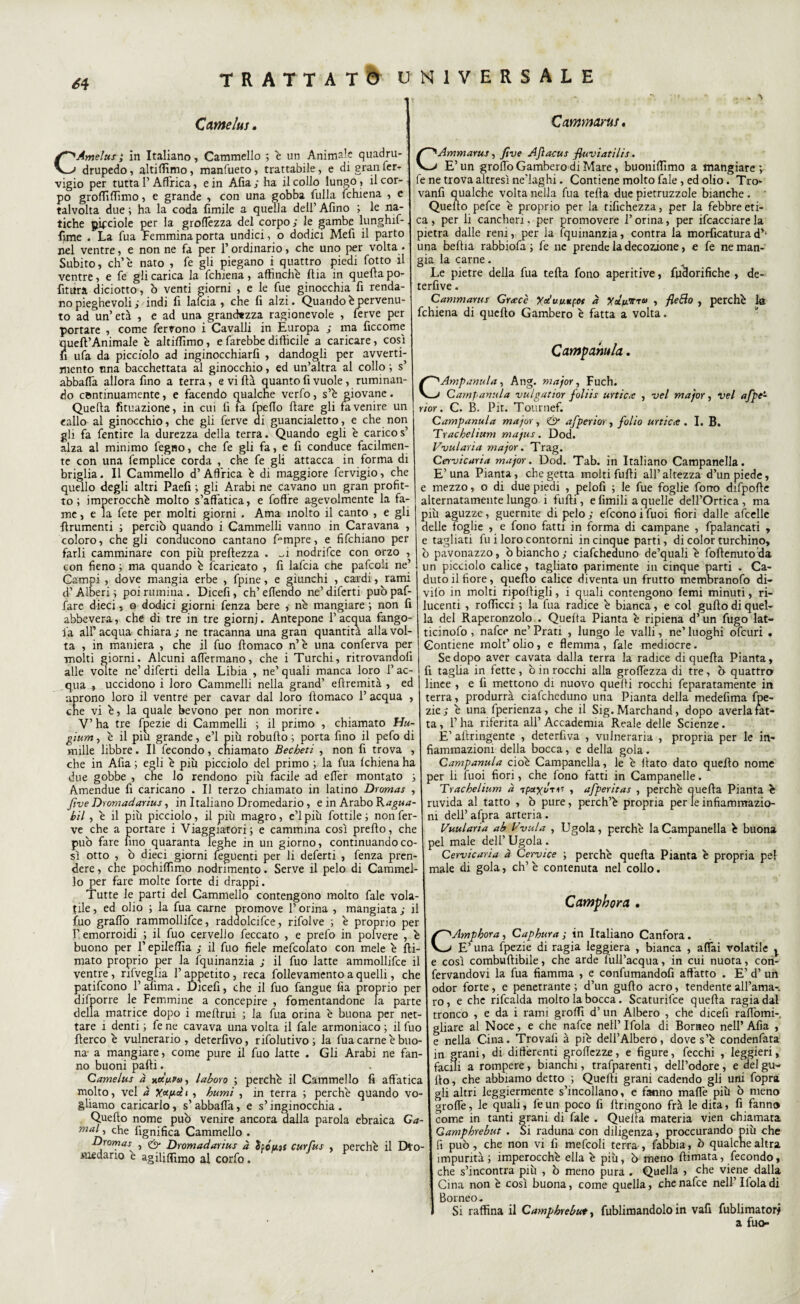 <?4 . \ Camelia. CAmelusì in Italiano, Cammello ; è un Animale quadru- drupedo, altiffimo, manfueto, trattabile, e di gran Ter- vigio per tutta l’Affrica, e in Affa y ha il collo lungo, il cor¬ po groffìffìmo, e grande , con una gobba filila fchiena , e talvolta due ; ha la coda limile a quella dell’ Afino ; le na¬ tiche gipciole per la groffezza del corpo ; le gambe lunghif- •fime . La fua Femmina porta undici, o dodici Mefi il parto nel ventre, e nonne fa per l’ordinario, che uno per volta. Subito, eh’è nato , fe gli piegano i quattro piedi fiotto il ventre, e fe gli carica la fchiena, affinché llia in quella po¬ litura diciotto, b venti giorni , e le fue ginocchia fi renda¬ no pieghevoli y indi fi laida , che fi alzi. Quando è pervenu¬ to ad un’età , e ad una grandezza ragionevole , ferve per portare , come fervono i Cavalli in Europa ; ma ficcome queft’Animale è altiffìmo, e farebbe difficile a caricare, così fi ufa da picciolo ad inginocchiarfi , dandogli per avverti¬ mento una bacchettata al ginocchio, ed un’altra al collo ; s’ abballa allora fino a terra, e vi ftà quanto fi vuole, ruminan¬ do continuamente, e facendo qualche verfo, s’è giovane. Quella fituazione, in cui fi fa fpeflo Ilare gli fa venire un callo ai ginocchio, che gli ferve di guancialetto, e che non gli fa fentire la durezza della terra. Quando egli è caricos’ alza al minimo fegno, che fe gli fa, e fi conduce facilmen¬ te con una femplice corda , che fe gli attacca in forma di briglia. Il Cammello d’Affrica è di maggiore fervigio, che quello degli altri Paefi ; gli Arabi ne cavano un gran profit¬ to ; imperocché molto s’affatica, e foffre agevolmente la fa¬ me, e la fete per molti giorni . Ama molto il canto , e gli finimenti ; perciò quando i Cammelli vanno in Caravana , coloro, che gli conducono cantano fcmpre, e fifehiano per farli camminare con più preflezza . ^i nodrifee con orzo , con fieno ; ma quando è fcaricato , fi lafcia che pafcoli ne’ Campi , dove mangia erbe , fpine, e giunchi , cardi, rami d’Alberi; poi rumina. Dicefi, ch’effenao ne’diferti puòpaf- fare dieci, o dodici giorni fenza bere , né mangiare ; non fi abbevera, che di tre in tre giorni. Antepone l’acqua fango- la alP acqua chiara ; ne tracanna una gran quantità alla vol¬ ta , in maniera , che il fuo flomaco n’é una conferva per molti giorni. Alcuni affermano, che i Turchi, ritrovandoli alle volte ne’ diferti della Libia , ne’ quali manca loro P ac¬ qua ^ uccidono i loro Cammelli nella grand’ eftremità , ed aprono loro il ventre per cavar dal loro flomaco 1’ acqua , che vi é, la quale bevono per non morire. V’ ha tre fpezie di Cammelli ; il primo , chiamato Hu- gium, é il piu grande, e’1 più robuflo ; porta fino il pefo di mille libbre. Il fecondo, chiamato Becheti , non fi trova , che in Afia ; egli é più picciolo del primo ; la fua fchiena ha due gobbe , che lo rendono più facile ad elfer montato ; Amendue fi caricano . Il terzo chiamato in latino Dromas , five Dromadarius, in Italiano Dromedario, e in Arabo Ragua- bil , é il più picciolo, il più magro, e’1 più fiottile ; non fer¬ ve che a portare i Viaggiatori; e cammina così preflo, che pub fare lino quaranta leghe in un giorno, continuando co¬ sì otto , b dieci giorni feguenti per li deferti , fenza pren¬ dere , che pochiffìmo nodrimento. Serve il pelo di Cammel¬ lo per fare molte forte di drappi. Tutte le parti del Cammello contengono molto fiale vola¬ tile , ed olio ; la fua carne promove 1’ orina , mangiata ; il fuo graffo rammollifce, radaolcifce, rifolve ; é proprio per l’emorroidi ; il fuo cervello feccato , e prefo in polvere , é buono per l’epileffìa y il fuo fiele mefcoiato con mele é fil¬ mato proprio per la iquinanzia y il fuo latte ammollifce il ventre, rifveglia l’appetito , reca follevamento a quelli, che patifeono 1’ afima. Dicefi, che il fuo fangue fia proprio per difporre le Femmine a concepire , fomentandone fa parte della matrice dopo i meftrui ; la fua orina é buona per net¬ tare i denti ; fe ne cavava una volta il fiale armoniaco ; il fuo fterco é vulnerario, deterfivo, rifolutivo; la fua carne é buo¬ na a mangiare, come pure il fuo latte . Gli Arabi ne fan¬ no buoni palli. Camelus à nUfxPu, laboro ; perché il Cammello fi affatica molto, vel à ya/ucè i , burnì , in terra ; perché quando vo¬ gliamo caricarlo, s’abbaffa, e s’inginocchia . Quello nome può venire ancora dalla parola ebraica Ga- Wrf/, che lignifica Cammello . Dromas , & Dromadarius à hóuis curfus , perché il Dro¬ medario e agihflìmo al corfo. Cammarus. Ammarus, five AJìacus fluviatilis. E’un groflb Gambero di Mare, buoniffìmo a mangiare; fe ne trova altresì ne'laghi. Contiene molto fiale, ed olio. Tro- vanfi qualche volta nella fua tefla due pietruzzole bianche . Quello pefee é proprio per la tifichezza, per la febbre eti¬ ca , per li cancheri, per promovere l’orina, per ifcacciare la pietra dalle reni, per la fquinanzia, contra la morficaturad’- una beflia rabbiofa ; fe ne prende la decozione, e fe ne man¬ gia la carne. Le pietre della fua tefla fono aperitive, fudorifiche , de- terfive. Cammarus Graie è yduiu.itf.ot à yot/uirru , fletto , perché la fchiena di quello Gambero é fatta a volta. Campanula. Ampanula , Ang. major, Fuch. Campanula vulgatior foliis urtici , vel major, vel afpe- rior. C. B. Pit. Tournef. Campanula major, & afperior, folio urtiae . I. B. Trachelium majus. Dod. Vvularìa major. Trag. Cervicaria major. Dod. Tab. in Italiano Campanella. E’ una Pianta, che getta molti fufli all’ altezza d’un piede, e mezzo, o di due piedi , pclofi ; le fue foglie fono difpofle alternatamente lungo i fufli, e fimili a quelle dell’Ortica, ma più aguzze, guernite di pelo y efeono i fuoi fiori dalle afcelle delle foglie , e fono fatti in forma di campane , fpalancati , e tagliati fu i loro contorni in cinque parti, di color turchino, b pavonazzo, òbianchoy ciafcheauno de’quali é foflenuto da un picciolo calice, tagliato parimente in cinque parti . Ca¬ duto il fiore, quello calice diventa un frutto membranofo di- vifio in molti ripofligli, i quali contengono femi minuti, ri¬ lucenti , rofficci ; la lua radice é bianca, e col guflo di quel¬ la del Raperonzolo . Quefta Pianta é ripiena d’un fugo lat- ticinofo , nafee ne’ Prati , lungo le valli, ne’ luoghi ofeuri . Contiene molt’ olio, e flemma , fiale mediocre. Se dopo aver cavata dalla terra la radice di quella Pianta, fi taglia in fette, ò in rocchi alla groffezza di tre, b quattro linee , e fi mettono di nuovo quelli rocchi feparatamente in terra, produrrà ciafcheduno una Pianta della medefima fpe¬ zie y é una fperienza, che il Sig. Marchand, dopo averla fat¬ ta, l’ha riferita all’Accademia Reale delle Scienze. E’ aflringente , deterfiva , vulneraria , propria per le in¬ fiammazioni della bocca, e della gola. Campanula cioè Campanella, le è flato dato quello nome ier li fuoi fiori, che fono fatti in Campanelle. Trachelium à Tpuyùrv , afperitas , perchè quella Pianta è ruvida al tatto , ò pure, perch’è propria per le infiammazio¬ ni dell’ afpra arteria. Vuularia ab Vvula , Ugola, perchè la Campanella è buona pel male dell’ Ugola. Cervicaria à Cervice ; perchè quella Pianta è propria pel male di gola, eh’è contenuta nel collo. Camphora • CAmpbora, Caphura y in Italiano Canfora. E’ una fpezie di ragia leggiera , bianca , affai volatile ^ e così combuflibile, che arde lull’acqua, in cui nuota, coti- fervandovi la fua fiamma , e confumandofi affatto . E’ d’ un odor forte, e penetrante; d’un guflo acro, tendenteall’ama-. ro, e che rifcalda molto la bocca. Scaturifce quella ragia dal tronco , e da i rami groffì d’ un Albero , che dicefi ralfomi-, gliare al Noce, e che nafee nell’Ifola di Borneo nell’Afia , e nella Cina. Trovali à piè dell’Albero, dove s’è condenfata in grani, di differenti groffezze, e figure, fiecchi , leggieri, facili a rompere, bianchi, trafparenti, dell’odore, e del gu¬ flo, che abbiamo detto ; Quelli grani cadendo gli uni fopra gli altri leggiermente s’incollano, e fanno mafie più ò meno grotTe, le quali, feun poco fi ftringono frà le dita, fi fanno come in tanti grani di fale . Quella materia vien chiamata Gamphrebut . Si raduna con diligenza, proccurando più che fi pub, che non vi fi mefcoli terra , fabbia, ò qualche altra impurità ; imperocché ella è più, ò meno Rimata, fecondo, che s’incontra più , ò meno pura . Quella , che viene dalla Cina non è così buona, come quella, che nafee nell’Itola di Borneo. Si raffina il Gamphrebut, fublimandolo in vafi fublimatorj a fuo-
