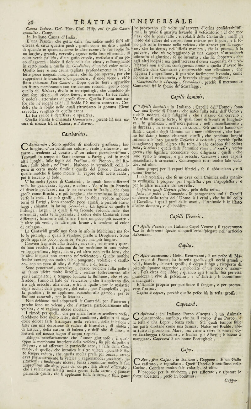 Canna Indica. Gef. Hor. Ciuf. Hifp. fui & flos Cancri nonnullis. Camp. In Italiano Canna d’india. E’ una Pianta , che getta dalia fua radice molti fufli all’ -altezza di circa quattro piedi , groflì come un dito , nodolì di quando in quando, come le altre canne ; le fue foglie fo¬ no larghe , grandi, nervofe, aguzze nella loro eflrermtà, di color verde pallido, d’un guido erbofo, mefcolato d’un po¬ co d’agrezza. Nafce il fiore nella fua cima , raffomigliante in certo modo a quello del Gladiolus, d’un bei color rodo. Quello fiore è una cauna tagliata- profondamente in fei , ò fette pezzi ineguali ; ma prima, che fìa ben aperto, par che rapprefenti le branche d’un gambero, d’onde viene , eh’ è flato chiamato Fior Cancri , Dopo quello fiore , apparifee un frutto membranofo con tre cantoni rotondi, groffò come quello del Ricinus, divifo in tre riportigli, che chiudono al¬ cuni Temi sferici, di color feuro, o nericcio. La fua radice è nodofa, attorniata di grofle fibre . Quella Pianta non na¬ fce che ne’ luoghi caldi ; il freddo l’è molto contrario. Cre- defi, che le foglie nelle quali ritroviamo la gomma Elemi ravvolta, vengano da quella canna. La fua radice è deterfiva, e aperitiva, Quella Pianta è chiamata Cannacorus, perchè ha una na¬ tura di mezzo fra la Canna, e F Acorus, Cantharides. CAntharìde* . Sono mofche di mediocre grortezza , bis¬ lunghe, d’un bellilrtmo colore , verde , rilucente , az¬ zurro , tendente al dorato , d’ un odore puzzolentilfimo . Trovanfi in tempo di State intorno a Parigi , ed in molti altri luoghi, fulle foglie del Frartìno , del Pioppo , del Ro- fajo, fulle biade , ne’ Prati , Nafcono in vermicelli colla fi¬ gura in certo modo fimile a quella del Bruco . Raccolte quelle mofche fi fanno morire al vapore dell’ aceto caldo , poi fi leccano al Sole. V’ha molte fpezie di Cantaridi , le quali fono differenti nella lor grandezza, figura, e colore . Ve n’ha in Francia -di diverfe groflèzze ; ma fe ne trovano in Italia , che fono grolle come Bruchi , e più lunghe , che terminano in punta verfo la coda. Le più grolle , che io abbia vedute ne’ con¬ torni di Parigi , fono apprelfo poco eguali a piccioli fcara- faggi , chiamati in latino Scarabei . La figura di quelle è bislunga , larga , la quale fi va facendo rotonda nelle due ertremità, colla tefta picciola. I colori delle Cantaridi fono differenti, fidamente nell’ edere l’une un poco più azzurre . le altre più verdi , le altre più brune , ò tendenti al color di caftagna. Le Cantaridi grolfe non fono in ufo in Medicina ; ma fo- lo le picciole, le quali fi vendono predo a Droghieri. Sono grolle appreffb poco, come le Vefpe, ma più lunghe. Convien fcegiierle affai fecche, novelle , ed intere ; quan¬ do fono vecchie, fi riducono da lor medefime in una polve¬ re leggieriflìma, bigia, feura, ed altro non rerta loro , che le ale, le quali non entrano ne’ vefcicatorj . Quelle mofche fecche contengono molto l'ale, pungente, volatile, e caufli- co, con un poco di olio, di flemma, e di terra. Sono penetranti, corrosive ; levano vefciche fulla pelle ; ne fanno ufeire molte fierofità ; recano follevamento alle parti ammalate ; e tengono lontana la fluffione , che vi ca¬ lerebbe . Fanno la bafe de’ vefcicatorj , che fi applicano die¬ tro agli orecchi, alla nuca, e fra le fpalle ; per le malattie degli occhi, delle gengive , del nafo , per l’apopleflìa , per la paralifia ; fe ne applicano eziandio alle gambe- , per le fluflìoni catarrali, per la fciatica . Non debbono mai adoperarli le Cantaridi per l’interno ; perche fono un veleno , che s’attacca particolarmente alla vefcica, e vi cagiona ulcere mortali. I rimedi per quelli, che per mala forte ne averterò prefo, farebbono bere molto latte, dell’ emulfiom, dell’olio di man¬ dorle dolce ; farli feiringare nella velcica , delle iniezioni , fatte con una decozione di radice di bismalva , di ninfea , di lattuca , della natura di balena , e dell’ olio di lino , e metterfi nel mezzo bagno d’ acqua tiepida. Bifogna neceffàriamente che l’umor glutinofo , il quale «opre la membrana interiore della vefcica, fia più difpoito a ricevere, o ad afferrare le particelle acre, e falfe della Can¬ taride , di quello, che intonica le altre vilcere ; poiché è fla¬ to fempre veduto, che quefla mofea prefa per bocca, attac¬ cava particolarmente la vefcica , cagionandovi pizzicori, ir¬ ritazioni , e finalmente ulcere, lènza comunicar molto la fua jrnpreifione alle altre parti del corpo. Ho altresì oflervato che ì velcicatorj lafciati molti giorni fulla carne , e princi¬ palmente quelli, che fi applicano fulla fchiena, e fulle gam¬ be provocano alle volte un’acrezza d’orina confiderabilìlTr ma, la quale fi guariva levando il vefcicatorio ; il che mo~ Ara, che le parti falfe , e volatili della Cantaride , mefle in moto dal calore del corpo, fono entrate per li pori, e fi fo¬ no più torto fermate nella vefcica, che altrove per la ragio¬ ne, che ho detto ; nell’ irteffa maniera , che la piuma, ò la polvere , che và volteggiando in una camera s’ attaccherò piùttorto al gluttine, fe ne incontra , che fia feoperto , che agli altri luoghi ; ma queft’nerezza d’orina cagionata da i ve¬ fcicatorj non è d’una confeguenza limile a quella d’avere in¬ ghiottite delle Cantaridi 3 imperocché non effendone , che leggiera F impreffione, fi guarifee facilmente levando, come ho detto il vefcicatorio, e bevendo alcune emulfioni. Cantharides à y.ocvPtxpQ- , Scarabieus , perchè fi mettono le Cantaridi fra le fpezie de’ Scarafaggi. Cavilli hominis. C Apilli hovninis ; in Italiano ; Capelli dell’Uomo , fon® una fpezie di Pianta, che nafce luffa tefta dell’Uomo , e eh’è nodrita dalle fuliggini , che s’alzano dal cervello . Ve n’ha di molte forte, le quali fono differenti in lunghez¬ za , in grortezza , nell’increfpatura , nell’mnanellamento , in durezza , in tenerezza , in colori. Gli antichi hanno di- rtinti i capelli degli Uomini co i nomi differenti , che han¬ no lor dato ; hanno chiamati quelli , che pendono lunghi intorno alle loro guancie Ciefaries à cadendo , perchè fpeflo fi tagliano ; quelli dietro affa tefta, b che cadono fui collo; juba, è crines ; quelli delle Femmine coma , à nottue , verbo greco, che fignihea acconciare con diligenza ,• quelli , che fono verfo le tempie , e gli orecchi, Cincinni ; cioè capelli innanellati, ò arricciati. Contengono tutti molto fale vola¬ tile , ed olio. Sono proprj per li vapori ifterici , fe fi abbruciano , e fi fanno fentire . Il fale volatile, che fe ne cava coffa Chimica nella manie¬ ra ordinaria è proprio per Pepileffia , per l’apopleffia , e per le altre malattie del cervello. Capillus qua fi Capitis pilus, pelo della tefta. Juba, à jubeo , Comando . Si paragonano qui i Capelli di dietro della teli a dell’ Uomo à i crini , che ha fui collo il Cavallo, i quali prefi dalle mani , l’Animale è in iftato d’efler domato, e d’ubbidire. Cavilli Veneris. C Apilli Veneris ; in Italiano Capel-Venere ; fi troveranno le differenti fpezie di quell’erba fpiegate nell’articolo Adianturn. Capito, CApito anodromus. Gefn. Kentmanni, è un pefee di Ma¬ re, e di Fiume ; ha la tefta grofta , gli occhi grandi , belli, bianchi, le nari grofle, il còrpo lungo , ricoperto di picciole fquame argentine , mefcolate d’ un poco d’ azzur¬ ro . Pefa circa due libbre , quando egli è nella fua perfetta grandezza ; vive di pefciolini , e d’ Infetti j è buoniflìmo a mangiare. E’ ftimato proprio per purificare il fangue , e per promo¬ vere 1’ orina. Capito à capite, perchè quefto pefee ha la tefta grofta . Capivard. CApivard ; in Italiano Porco d’acqua , è un Animale quadrupedo, amfibio, che ha il corpo d’un Porco , e la tefta d’ una Lepre , lènza coda . Sta quafi fempre fulle lue parti diretane come una Scimia. Nafce nel Braille ; abi¬ ta tutto il giorno nel Mare, ma viene a terra la notte, do¬ ve faccheggia i Giardini , e fradica gli Alberi ; è buono à mangiare. Capivard è un nome Portughefe . Capo. CApo, five Caput ; in Italiano , Cappone . E’un Gallo caftrato , e ingraflato . Quell’ Uccello è notiflìmo nelle Cucine. Contiene molto fale volatile, ed olio. E’proprio per la tilichezza , per riftorare , e riparare le forze abbattute, prefo in bollitura. Cappa- /