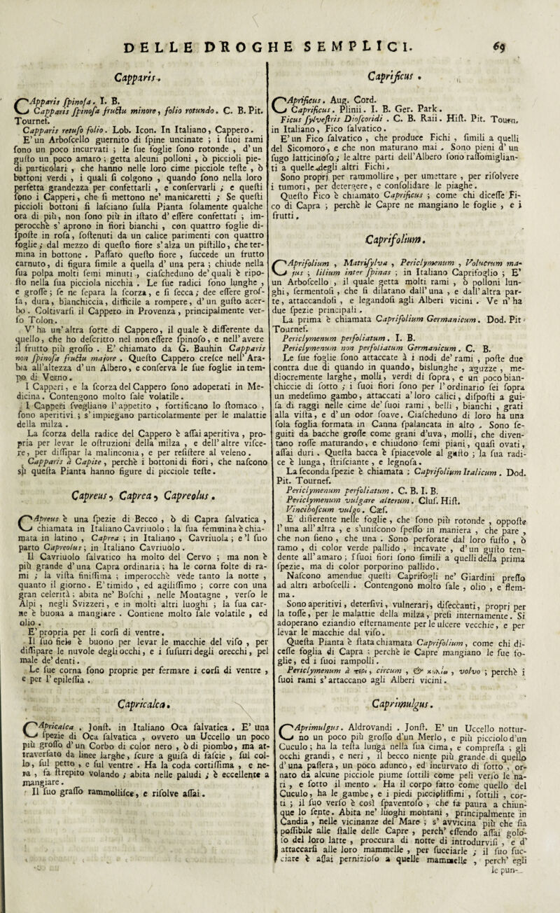 C appari f-. Apparii fpinofa» I» B. <Zapparti fpinofa fruftu minore, folio rotando. C. B. Pit. Tournef. Capparis retufo folio. Lob. Icon. In Italiano, Cappero. E’ un Arbofcello guernito di fpine uncinate ; i tuoi rami fono un poco incurvati ; le fue foglie fono rotonde , d’ un guito un poco amaro ; getta alcuni polloni , ò piccioli pie¬ di particolari , che hanno nelle loro cime picciole tede , ò bottoni verdi , i quali fi colgono , quando fono nella loro perfetta grandezza per confettarli , e confervarli ; e quelli fono i Capperi, che fi mettono ne’ manicaretti ; Se quelli piccioli bottoni fi lafciano fulla Pianta fidamente qualche ora di piu, non fono più in filato d’ elTere confettati ; im¬ perocché s1 aprono in fiori bianchi , con quattro foglie di- ipofte in rofa, foltenuti da un calice parimenti con quattro foglie; dal mezzo di quello fiore s’alza un piltillo, che ter¬ mina in bottone . Panato quello fiore , fucccde un frutto carnuto, di figura limile a quella d’ una pera ; chiude nella fua polpa molti femi minuticiafcheduno de’ quali è ripo¬ llo nella fua picciola nicchia . Le fue radici fono lunghe , e groffe ; fc ne fepara la fcorza, e fi fecca ; dee edere grof- la, dura, bianchiccia, difficile a rompere, d’un gullo acer¬ bo . Coltivarfi il Cappero in Provenza, principalmente ver- 10 Tolon. V’ ha un’ altra forte di Cappero, il quale è differente da quello, che ho defcritto nel non edere fpinofo, e nell’ avere 11 frutto più grolfo . E’ chiamato da G. Bauhin Capparis non fpinofa fruHu majore . Quello Cappero crelce nell’ Ara¬ bia all’altezza d’un Albero, e conferva le fue foglie in tem¬ po di Verno» I Capperi, e la fcorza del Cappero fimo adoperati in Me¬ dicina . Contengono molto fiale volatile. I Capperi fvegliano l’appetito , fortificano lo llomaco , fono aperitivi ; s’impiegano particolarmente per le malattie della milza . La fcorza della radice del Cappero è affai aperitiva , pro¬ pria per levar le ollruzioni della milza , e dell’ altre vifice- re, per diffipar la malinconia, e per reffitere al veleno. t Capparis à Capite, perchè i bottoni di fiori, che nafcono sp quella Pianta hanno figure di picciole telfe. Capreus5 Capretta Qapreolus . CApreus è una fpezie di Becco , ò di Capra falvatica , chiamata in Italiano Cavriuolo ; la fua femmina è chia¬ mata in latino , Cuprea ; in Italiano , Cavriuola ; e ’l fuo parto Capreolus ; in Italiano Cavriuolo . Il Cavriuolo falvatico ha molto del Cervo ; ma non è più grande d’una Capra ordinaria ; ha le corna folte di ra¬ mi ; la villa finiffuna ; imperocché vede tanto la notte , quanto il giorno. E’timido , ed agiliffimo ; corre con una gran celerità ; abita ne’ Rofchi , nelle Montagne , verfo le Alpi , negli Svizzeri, e in molti altri luoghi ; la fua car¬ ne è buona a mangiare . Contiene molto lale volatile , ed olio . E’propria per li corfi di ventre. Il fuo fiele è buono per levar le macchie del vifo , per diffipare le nuvole degli occhi, e i fufurri degli orecchi, pel male de’ denti. Le fue corna fono proprie per fermare i corfi di ventre , e per 1’ epileflia . Caprijicm . CAprifieus. Aug. Cord. Caprifcus. Plinii. I. B. Ger. Park. Ficus fylvejìris D’.ofcoridi . C. B. Raii. Ili fi. Pit. Toufn. in Italiano, Fico falvatico. E’ un Fico falvatico , che produce Fichi , fimi li a quelli del Sicomoro, e che non maturano mai . Sono pieni d’ un fugo latticinofo ; le altre parti dell’Albero fono raffomiglian- ti a quelle^degli altri Fichi .. Sono propri per rammollire , per umettare , per rifolvere i tumori, per detergere, e confolidare le piaghe. Quello Fico è chiamato Caprificus ; come chi diceffe JFi- co di Capra ; perchè le Capre ne mangiano le foglie , e i frutti » Caprifolium. CAprifolium , Matrifylva , Periciymenum , Volucrum ma- jus ; lilium inter fpinas ; in Italiano Caprifoglio ; E’ un Arbofcello , il quale getta molti rami , ò polloni lun¬ ghi, fermentofi , che fi dilatano dall’una , e dall’altra par¬ te, attaccandoli , e legandoli agli Alberi vicini . Ve n’ha due fpezie principali, La prima è chiamata Caprifolium Germanicum. Dod. Pit » Tournef. Periclymenum perfoliatum. I. B. Periclymenum non perfoliatum Germanicum, C. B. Le fue foglie fono attaccate à i nodi de’ rami , pofle due contra due di quando in quando, bislunghe , aguzze , me¬ diocremente larghe, molli, verdi di fopra, e un pocobian- chiccie di fiotto ; i fuoi fiori fono per 1’ ordinano fei fopra un medefimo gambo, attaccati a’loro calici, difpofti a gui- fa di raggi nelle cime de’ fuoi rami , belli , bianchi , grati alla villa, e d’ un odor foave. Ciafcheduno di loro ha una fola foglia formata in Canna fpalancata in alto , Sono fe- guiti da bacche grolle come grani d’uva, molli, che diven¬ tano roffe maturando, e chiudono femi piani, quafi ovati, affai duri . Quella bacca è fpiacevole al gullo ; la fua radi¬ ce è lunga, {Inficiarne , e legnala. La feconda fpezie è chiamata ; Caprifolium Italicum . Dod. Pit. Tournef. Periclymenum perfoliatum . C. B. I. B. Periclymenum vulgare alterum. Ciuf. Hifl. Vindbofcum ■vulgo. Casi. ^ E differente nelle foglie , che fono più rotonde , oppofie l’una all’altra , e s’unifcono fpeffo in maniera , che pare , che non fieno , che una . Sono perforate dal loro fullo , ò ramo , di color verde pallido , incavate , d’un guido ten¬ dente all’amaro) ffuoi fiori fono limili a quelli della prima fpezie, ma di color porporino pallido. Nafcono amendue quelli Caprifogli ne’ Giardini prello ad altri arbofceili . Contengono molto fiale , olio , e flem¬ ma . Sono aperitivi, deterfivi, vulnerari, difeccanti, propri per la toffe, per le malattie della milza, prefi internamente. Si adoperano eziandio elternamente per le ulcere vecchie, e per levar le macchie dal vifo. Quella Pianta è fiata chiamata Caprifolium, come chi di- cefie foglia di Capra ; perchè le Capre mangiano le fue fo¬ glie , ea i fuoi rampolli. Periclymenum à rrtPt, circum , & , volvo ; perchè i fuoi rami s’artaccano agli Alberi vicini. Capricalca • C Aprica le a . Jonft. in Italiano Oca falvatica . E’ una Ipezie di Oca falvatica , ovvero un Uccello un poco più groffo d’un Corbo di color nero , òdi piombo, ma at- traverfato da linee larghe, feure a guifa di fafeie , fui col¬ lo , fui petto , e fui ventre . Ha la coda cortilfima , e ne- ja , fa firepito volando ; abita nelle paludi ; è eccellente a mangiare. Il fuo graffo ratnmoìlilce, e rifolve affai. Capnmulgus. CAprimulgus. Aldrovandi . Jonfi. E’ un Uccello nottur¬ no un poco più groffo d’un Merlo, e più picciolod’un Cuculo; ha la teita lunga nella fua cima, e comprella ; gli occhi grandi, e neri , il becco niente più grande di quello d’una paflera, un poco adunco, ed incurvato di fiotto , or¬ nato da alcune picciole piume fiottili come peli verfo le na¬ ri , e fiotto il mento . Ha il corpo fatto come quello del Cuculo, ha le gambe, e i piedi piccipliflìmi , fiottili , cor¬ ti ; il fuo verfo è così fpaventolo , che fa paura a chiun¬ que lo lente. Abita ne’ luoghi montani , principalmente in Candia , 'nelle vicinanze del Mare ; s’ avvicina più che fia poflìbile alle Halle delle Capre , perch’ effendo affai gob¬ io del loro latte , proccura di notte di introdurvi , e d’ attaccarli alle loro mammelle , per fucciarle ; il fuo fuc- ciarc è aflai perniziolo a quelle mammelle , perch’ egli le pun-_