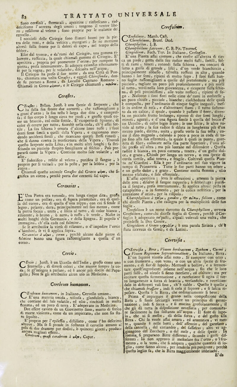 Si Sono cordiali', ftomacali , aperitivo ; rinfrefeano , rad- dolcifcono Pacrezza degli umori ; tengono il ventre libe¬ ro ; refiftono al veleno ; fono proprie per le malattie de; cervello » I noccioli delle Ciriegie fono {limati buoni per la pi tra delle reni, e della vefcica , mangiati ; Se ne mettono altresì fulla fronte per li dolori di capo , nel tempo e a febbre. „ • Efce dal tronco, e da’rami del Cmegio, una gomma ri¬ lucente, roffìccia, la quale chiamafi gomma di Cmegio. aperitiva , propria per promover.e l’orina, per ìompere pietra, prela internamente. Si adopera eziandio e erno. te per la rogna, per le volatiche, difciolta ne acqua, II Ciriegio ha prefo il fuo nome , da una Citta di Pon¬ to, chiamata una volta Cerafus, e oggidì Chmifon lIi de fu portato a Roma , da Lueullo Capitano om i^ Chiamali in Greco e le Ciriegie chiamanfi , *>pr«. Cerajìes. CEraJìes ; Bellon. Jonlt. è una fpezie di Serpente , che ha fulla fu a fronte due cornetti , che raffomigliano a a grani d’orzo ; la fua tefla è larga due dita , e comprel- fa ; il fuo corpo è lungo circa tre piedi , e groffo quali co¬ me un braccio, col collo fottile. È’ricoperto di fquame, di color di cenere per tutto, fuorché nella coda, eh’ è affai fot¬ tile . La fua fchiena é ornata d’alcune linee rolfe ; i fuoi denti fono limili a quelli della Vipera , e cagionano mor¬ dendo accidenti limili , che ricercano quegli lleffi rimedi , che lì danno centra la morficatura delia Vipera . Trovali quello Serpente nella Libia, e in molti altri luoghi ; fa fìri- ìciando un picciolo llrepito fimigliante al fìfchio , Può pre¬ pararli come la Vipera , Contiene molto fale volatile , ed olio, E’ fudorifico , refille al veleno , purifica il fangue , è proprio per li valiteli , per la pelle , per la lebbra , per la rogna. Chiamali quello animale Cerajìes dal Grsco xf'pitt, che li¬ gnifica un corno , perché porta due cornetti fui capo. Ceraurìias . E’Una Pietra ora rotonda, ora lunga cinque dita, grolla come un pollice, ora di figura piramidale, ora di quel¬ la del corno, ora di quella d’una zeppa, con cui fi fende il legno, pelante, dura, principalmente nel fuo mezzo, come la pietra focaia , unita , e lilcia al tatto , di color bianco , rilucente, ò bruno , ò nero, ò rolTo , ò verde . Nafce in molti luoghi della Germania , e della Spagna. Il popolo $’ immagina, eh’ ella cada col fulmine . Se le attribuifee la virtù di rifanare, o d’impedire l’ernie a’bambini, fe vi fi applica fopra. Ceraunias à xsp*>s , cornu , perché alcune delle pietre di fulmine hanno una figura ralTomigliante a quella d’ un corno. Ccrefohum. CErefolium. Matth. Càft. Cherefolium. Brunf. Dod. Cherephyllon. I. B. Charophillum fativum . C. B. Pit, Tournefi Gingidium. Fuch. Tur. In Italiano, Cerfoglio. E’ una Pianta aliai comune, che crefce all’altezza di cir¬ ca un piede; getta dalla fua radice molti filili, fottili, fol¬ ti di rami , teneri , rotondi fulla fchiena , ma concavi d-i fiotto a guifa di gronde , lifei , d’un verde bianchiccio , principalmente abballo , talvolta rolficci in alto , quando hanno i lor femi, ripieni di molto fugo . I fuoi filili han¬ no foglie raffomiglianti a quelle del pretofemolo , ma più picciole , tagliate un poco più profondamente , e più molli al tatto, verdi nella loro giovanezza, e ricoperte fulla fchie¬ na , di peli picciolilfimi , alle volte rolficci , ripieni di fu¬ go . Nafcono i luoi fiori nelle cime de’rami in ombrelle , un poco chiufe , picciole , bianche ; ciafcheduna delle quali é compolla, per l’ordinario di cinque foglie ineguali, mef- fe in ordine ai rofa , e d’altrettanti Itami ; il tutto foffenu- to da un calice, il quale, quando é pafiato il fiore, diven¬ ta un picciolo frutto bislungo, ripieno di due femi lunghi, minuti, aguzzi, e d’una figura limile à quella del becco d* un Uccello , di color bigio lcuro ; le une lifeie, le altre ru¬ vide al tatto ; la fua radice fi dilata in lunghezza più d’un mezzo piede, diritta, unita , grolla verfo la fua fella , co¬ me il dito mignolo , calando a poco a poco in coda di to¬ po fino alla fua eltremità, la quale é quali in punta, guer- nita di fibre, collocate nella fua parte fuperiore , P una af¬ fai preflò all’altra ; ma più lontane nel aifeendere . Quella radice è bianca, un poco carnuta , tenera, d’un gullo dol¬ ce , e grato . Chiude per lungo un nervo , o una fpezie di corda fottile, aliai tenera, e fragile. Coltivali quella Pian¬ ta ne’ Giardini . Ella é per P ordinano nel fuo vigore in tempo di Primavera . Tutte le fue parti hanno un odore > e un gullo dolce , e grato . Contiene molta flemma , olio mezzo efaltato, e fale effenziale. E’ aliai aperitiva ; leva le oltruzioni , attenua la pietra delle reni ; difiolve il fangue rapprefo ; é febbrifuga ; purifi¬ ca il fangue, prefa internamente. Si applica altresì pelta in cataplafmo , o in fomento , per la colica nefritica , per la ritenzione d’orina, per la rifipola. Charophyllum à Xctipu , gaudeo , & <pd»,o», folium , come chi dicefle Pianta , che rallegra per la moltiplicità delle lue foglie . Cerofolium é un nome corrotto da Charophyllum , ovvero Cerefo/ium, come chi dicefle foglia di Cerere, perché il Cer¬ foglio é adoperato ne’palli, a’quali volevafi una volta, che prefedeffe la Dea Cerere r Gingidium à Grato ytyyiHoP ; é una parola Siriaca , eh’ Ir fiata ricevuta da Greci, e da Latini. Cercio . CErcio ; Jonfi. é un Uccello dell’Indie , groflo come uno Stornello , di diverbi colori , che muove fempre la co¬ da ; fe gl’infegna a parlare, ed é ancor più docile del Papa- gallo ; Non fe gli attribuifce alcun ufo in Medicina. Ce rei rum humanum. Erebrum humanum, in Italiano, Cervello umano. E’ una materia umida , vifeofa , glandulofa , bianca , che contiene del lale volatile, ed olio , rinchiufi in molta flemma, ed un poco di terra . E’adoperato in Medicina. Dee effere cavato da un Giovinetto fano, morto di frefeo di morte violenta, come da un impiccato, che non fia fia¬ to fepolto. E’ proprio per P epileffia , difiillato , come P ho deferitto altrove . Ma fe fi prende in foflanza il cervello umano al peto di due dramme per dodici, ò quinceci giorni, produce ancora migiiori effetti. Gérebrum, tjuafi carabrum ii , Caput. CEreviJta , Bera , Vinum hordeaccum , Zythum , Curmi ; Vinum Regionum Septentrionalium . In Italiano, Birra. E’ un liquore vinofo affai noto . Si compone con orzo , o con frumento , con vena, o con un altra fpezie di fru¬ mento , e di fior di lupolo. Mettonfi a bollire, e a fermen¬ tare queft’ingredienti infieme nell’acqua , fin che le loro parti lalfé, ea oleofe fi fieno rarefatte, ed efaltate ; ma per eccitare quella fermentazione , e rarefazione fi agita il tut¬ to lungamente a forza di braccia , verfandolo, e rovefeian- dolo in differenti vafi fino , ch’é caldo . Quello é quello , che chiamafi bracare , indi fi cola ii liquore , e fi lafcia ri- pofare. Quella é la Birra, che ordinariamente fi beve. Prima d’ impiegare il grano nella compofizione della Birra , fi fuole lafciargli venire un principio di germi¬ nazione , indi fi lecca , e fi macina groflolanamente , il che gli dà tutta la difpofizione necelfaria , per comunica¬ re facilmente la fua foltanza all’acqua . Il fiore di lupo- io , che vi fi mefee , dà della forza , e del gullo alla Birra . Chi la vuole affai amara , ed aromatica , vi met¬ te ,, quando é nelle botti , dell’ affenzio , del garofano » della cannella , del coriandro , del faflàfras ; altri vi ag¬ giungono del Zucchero , o del mele , e delle fpezie . In lommai fi preparano Birre differenti, fecondo i gufti dif¬ ferenti . Io non approvo il meftolare fra P orzo , o ’l fru¬ mento , o la vena, che fi adopera , qualche quantità di lo¬ glio , come fanno alcuni, per renderla più pungente ; perché quello loglio fa, che la Birra maggiormente imbriachi. E’da