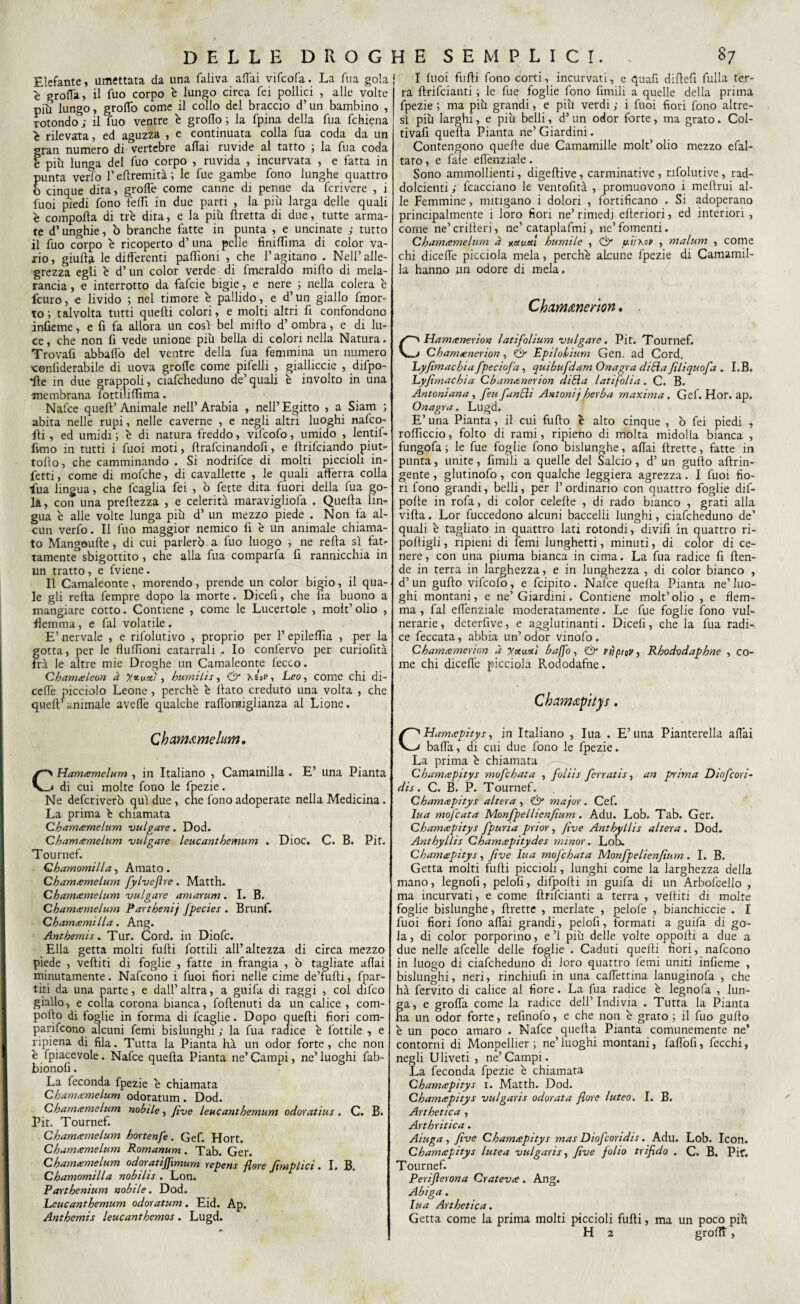 Elefante» umettata da una faliva affai vifcofa. La fua gola ^ groffa, il fuo corpo è lungo circa fei pollici , alle volte più lungo, groffo come il collo del braccio d’un bambino , rotondo ; il fuo ventre è groflo ; la fpina della fua fchiena ^ rilevata, ed aguzza , e continuata colla fua coda da un gran numero di vertebre affai ruvide al tatto ; la fua coda b più lunga del fuo corpo , ruvida , incurvata , e fatta in punta verfo l’effremità; le fue gambe fono lunghe quattro o cinque dita, groffe come canne di penne da fcrivere , 1 fuoi piedi fono feffì in due parti , la più larga delle quali è comporta di tre dita, e la più Pretta di due, tutte arma¬ te d’unghie, b branche fatte in punta , e uncinate ; tutto il fuo corpo e ricoperto d’ una pelle finiffìma di color va¬ rio, giufta le differenti paffìoni , che l’agitano . Nell’alle¬ grezza egli è d’un color verde di fmeraldo mifto di mela¬ rancia , e interrotto da fafcie bigie, e nere ; nella colera è fcuro, e livido ; nel timore è pallido, e d’un giallo fmor- to; talvolta tutti quelli colori, e molti altri fi confondono inficine, e fi fa allora un così bel mi Ho d’ombra, e di lu¬ ce , che non fi vede unione più bella di colori nella Natura. Trovafi abbaffo del ventre della fua femmina un numero conlìderabile di uova groffe come pifelli , gialliccio , difpo- ffle in due grappoli, ciafcheduno de’quali è involto in una membrana fottiliffìma. Nafce quell’Animale nell’Arabia , nell’Egitto , a Siam ; abita nelle rupi, nelle caverne , e negli altri luoghi nafco- lli, ed umidi ; è di natura freddo, vifcofo, umido , lentif- fimo in tutti i fuoi moti, ftrafcinandofi, e ftrifciando piut- tollo, che camminando . Si nodrifce di molti piccioli in¬ fetti , come di mofche, di cavallette , le quali afferra colla iùa lingua, che fcaglia fei , ò fette dita fuori della fua go¬ la, con una preffezza , e celerità maravigliofa . Quella lin¬ gua è alle volte lunga più d’ un mezzo piede . Non fa al¬ cun verfo. Il fuo maggior nemico fi è un animale chiama¬ to Mangoulle, di cui parlerò a fuo luogo , ne rella sì fat¬ tamente sbigottito, che alla fua comparfa fi rannicchia in un tratto, e fviene. Il Camaleonte, morendo , prende un color bigio, il qua¬ le gli rella fempre dopo la morte . Diceli, che ha buono a mangiare cotto. Contiene , come le Lucertole , moit’olio , flemma, e fai volatile. E’ nervate , e rifolutivo , proprio per l’epileffìa , per la gotta, per le fluflìoni catarrali . Io confervo per curiofità fra le altre mie Droghe un Camaleonte fecco. Cbamceleon à yjx.fj.ai, burniti s, & hiev, Leo, come chi di- ceffe picciolo Leone , perchè è fiato creduto una volta , che quell’ animale aveffe qualche raffonsiglianza al Lione. Ch amarne ìum. CHamamelum , in Italiano , Camamilla . E’ una Pianta di cui molte fono le fpezie. Ne deferiverb qui due, che fono adoperate nella Medicina. La prima è chiamata Qhamcemelum bulgare. Dod. Qhamcemelum 'vulgate leucanthemum . Dioc. C. B. Pit. Tournef. Qhamomilla, Amato. Qharruemelum fylveftre. Matth. Qharruemelum vulgate amarum. I. B. Qhamcemelum Parthenij Jpecies . Brunf. Chamtemilla. Ang. Anthemis. Tur. Cord, in Diofc. Ella getta molti fufii fottili all’altezza di circa mezzo piede , veftiti di foglie , fatte in frangia , ò tagliate affai minutamente. Nafcono i fuoi fiori nelle cime de’fufii, fpar- titi da una parte, e dall’ altra, a guifa di raggi , col difeo giallo, e colla corona bianca, foftenuti da un calice , com- pofto di foglie in forma di fcaglie. Dopo quelli fiori com- parifeono alcuni femi bislunghi j la fua radice è lottile , e ripiena di fila. Tutta la Pianta ha un odor forte, che non è fpiacevole. Nafce quella Pianta ne’Campi, ne’luoghi fab- bionofi. La feconda fpezie è chiamata Qhamcemelum odoratum. Dod. Qhamcemelum nobile, five leucanthemum odoratius . C. B. Pit. Tournef. Qhamcemelum hortenfe. Gef. Hort. Qhamcemelum Romanum . Tab. Ger. Qhamcemelum odor atiffimum tepens flore Jìmpltci. I. B. Qhamomilla nobilis . Lon. Parthenium nobile. Dod. Leucanthemum odoratum. Eid. Ap. Anthemis leucanthemos . Lugd. I luoi fufii fono corti, incurvati, e quali diffefi fulla ter¬ ra firifeianti ; le fue foglie fono limili a quelle della prima fpezie ; ma più grandi, e più verdi ,• i fuoi fiori fono altre¬ sì più larghi, e più belli, d5 un odor forte, ma grato. Col- tivafi quella Pianta ne’ Giardini. Contengono quelle due Camarnille molt’ olio mezzo efal- tato, e fiale effenziale . Sono ammollienti, digellive, carminative , rifolutive, rad- dolcienti i fcacciano le ventofità , promuovono i mellrui al¬ le Femmine, mitigano i dolori , fortificano . Si adoperano principalmente i loro fiori ne’ rimedi citeriori, ed interiori , come ne’crifieri, ne’cataplafmi, ne’fomenti. Qhamcemelum à yetua! humile , & fji/xor , malum , come chi diceffe picciola mela, perchè alcune fpezie di Camamil¬ la hanno un odore di mela. Chamamewn. CHamcenerion latifolium vulgate. Pit. Tournef. Chamcenerion, 0“ Ppilobium Gen. ad Cord. Lyfìmachia fpeciofa, quibufdam Onagta ditta Jiliquofa . I.B. Lyfimachia Qbamctnerion ditta latifolia. C. B. Antonian a, feufantti Antonij ber b a maxima. Gef. Hor. ap. Onagta. Lugd. E’ una Pianta, il cui fullo è alto cinque , ò fei piedi , roffìccio, folto di rami, ripieno di molta midolla bianca , fungofa ; le fue foglie fono bislunghe, affai Prette, fatte in punta, unite, fimili a quelle del Salcio , d’ un gufto attin¬ gente , glutinofo, con qualche leggiera agrezza. I fuoi fio¬ ri fono grandi, belli, per l’ordinario con quattro foglie dif- polte in rofa, di color celelle , di rado bianco , grati alla villa. Lor fuccedono alcuni baccelli lunghi, ciafcheduno de’ quali è tagliato in quattro lati rotondi, divifi in quattro ri¬ ponigli , ripieni di temi lunghetti, minuti, di color di ce¬ nere, con una piuma bianca in cima. La fua radice fi Pen¬ de in terra in larghezza, e in lunghezza , di color bianco , d’ un gufilo vifcofo, e feipito. Nafce quella Pianta ne’ luo¬ ghi montani, e ne’Giardini, Contiene moit’olio , e flem¬ ma , fai effenziale moderatamente. Le fue foglie fono vul¬ nerarie , deterfive, e agglutinanti. Diceli, che la fua radi¬ ce feccata, abbia un’odor vinofo. Chamcemerion à yauxì baffo, <& vijptov^ Rhodvdaphne , co¬ me chi diceffe picciola Rododafne. Chamapitys. CHamcepitys, in Italiano , Iua . E’una Pianterella affai baffa, di cui due fono le fpezie. La prima è chiamata Chamcepitys mofehata , foliis ferratisi an prima Diofcori- dis. C. B. P. Tournef. Chamcepitys altera , & major. Cefi Iua mofeata Monfpellienfium. Adu. Lob. Tab. Ger. Chamcepitys fpuria pnot, five Anthyllis altera . Dod. Anthyllis Chamcepitydes minor. Lob. Chamcepitys, five Iua mofehata Monfpelienfium. I. B. Getta molti fufii piccioli, lunghi come la larghezza della mano, legno!!, pelofi, difpolti in guifa di un Arbofrello , ma incurvati, e come firifeianti a terra , velliti di molte foglie bislunghe, Prette , merlate , pelofe , bianchiccie . I fuoi fiori fono affai grandi, pelofi, formati a guifa di go¬ la, di color porporino, e’1 più delle volte opporti a due a due nelle afcelle delle foglie . Caduti quelli fiori, nafcono in luogo di ciafcheduno ai loro quattro femi uniti infieme , bislunghi, neri, rinchiulì in una caffettina lanuginofa , che hà fervito di calice al fiore. La fua radice è legnofa , lun¬ ga, e groffa come la radice dell’Indivia . Tutta la Pianta ha un odor forte, refinofo, e che non è grato ; il fuo gufilo è un poco amaro . Nafce quella Pianta comunemente ne’ contorni di Monpellier ; ne’luoghi montani, faflòfi, fecchi, negli Uliveti , ne’Campi. La feconda fpezie è chiamata Chamcepitys i. Matth. Dod. Chamcepitys vulgaris odorata flore luteo. I. B. Arthetica , Arthritica. Aiuga, five Chamcepitys mas Diofcondis. Adu. Lob. Icon. Chamcepitys lutea vulgaris, five folio trifido . C. B. Pit. Tournef. Perijlerona Qratevce. Ang. Abiga. Iua Arthetica. Getta come la prima molti piccioli furti, ma un poco più H 2 groflT,