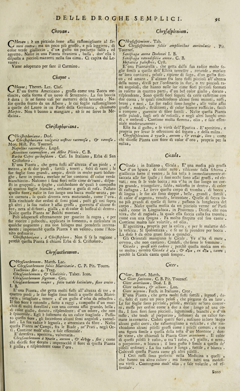 9t Chovan. CHovan ; è un picciolo leme affai raffomigliante al Se- men contra ; ma un poco piu groffo, e più leggiero, di color verde gialliccio , d’un gufto un pochetto lalfo , ed agretto. Nafce in una Pianta liraniera , baffa , dov’ ella è difpolta a piccioli mazzetti nella fua cima. Ci capita dal Le¬ vante . Viene adoperato per fare il Carmino. Choyne . Hoyne ; Thevet. Ler. Ciuf. E’ un frutto Americano , groffo come una Zucca me¬ diocre , colla forma d’un uovo ai Struzzolo. La fua buccia è dura ; fe ne fanno vafi per mettervi della bevanda . Na¬ fce quello frutto da un Albero , le cui foglie raffomigliano a quelle del Lauro in un Paefe della Germania , chiamato Marpio. Non è buono a mangiare , nè fe ne ferve la Me¬ dicina . Chrt/ìophorìuna« CHr ijìophoriana. Dod. Chrijiophoriana uulgaris nojìras racemofa , & ramofa . Mor. Hift. Pit. Tournef. Napellus racemofus. Lugd. Aconitum racemofum, an ABea Plinto . C. B. Barba Capri qu;bufdam . Caff. In Italiano , Erba di San Criftoforo . . E’ una Pianta , che getta furti all’ altezza d’ un piede , e mezzo , o di due piedi , Lottili , teneri , folti di rami ; le fue foglie fono grandi, ampie, divife in molte parti bislun¬ ghe , fatte in punta, merlate ne’lor contorni di color verde Bianchiccio. Nalcono i fuoi fiori nelle cime de’rami, difpo- Iti in grappoli, o fpighe , ciafcheduno de’quali è comporto di quattro foglie bianche , ordinate a guifa di rofa. Pafiato quello fiore, nafce in fuo luogo una bacca molle ovata, po¬ co carnuta, la quale diventa nera maturando, come l’uva. Ella rinchiude due ordini di femi piani , porti gli uni fopra li altri ; la fua radice è affai groffa , guernita d’alcune fi- re, nera al di fuori, gialla , o di color di boffoaldi dentro. Nafce quella Pianta ne’ Bofchi montani. Può adoperarli erternamente per guarire la rogna , e per far morire i pidocchi, applicata in tomento, o mefcolata in qualche unguento ; ma non bifogna mai prenderla interna¬ mente ; imperocché quella Pianta è un veleno, come l’Aco¬ nito ordinario, Chrijìophoriana , à Chriftophoro . Non fi fa la ragione , perehè quella Pianta fi chiami Erba di S. Criftoforo. Chryfanthemum. Hryfanthemum. Matth. Lac. Chryfanthemum fotiis Matricaria. C. P. Pit. Tourn, TinBorius flos. 4. Trag. Chryfanthemum, & Chalcitis. Taber. Icon. Chryfanthemum fegetum . Ger. Chryfanthemum majus , folio valde laciniato, flore croceo . I. B. E’una Pianta, che getta molti furti all’altezza di tre , o quattro piedi ; le fue foglie fono fimili a quelle della Matri¬ caria , intagliate , tenere , d’ un gurto d’erba da mlneftra . Il fuo fiore è rotondo , fatto a raggi , comporto d’un muc¬ chio di molti fiorellini, con una corona affai grande, bella , di color giallo, dorato, rifplendente ; d’un odore, che non è fpiacevole. Egli è foftenuto da un calice fcagliofo . Parta- to quello fiore , gli fuccedono alcuni femi angolofi , cannel¬ lati . La fua radice è legnofa, e attorniata da fibre . Nafce quella Pianta ire’ Campi, fra le Biade , ne’ Prati, negli Or¬ ti , Contiene molt’ olio, e fale effenziale. E deterfiva, aperitiva, vulneraria. Chryfanthemum a Xp^tsbi , aurum , CD1 , flos ; come chi dicefte fior dorato ; imperocché il fiore di quella Pianta è giallo i e rifplendente come P oro. C hryfofplenium, ‘ / Hryfofplenium. Tab. Chryfofplenium foliis amplioribus auriculatis , 'Pit. Tournef. Saxifraga aurea Dodoncei I. B. Saxifraga rotundifoha aurea. C. B. Hepatica palujìris. Cyft. E’ una Piantatila , che getta dalla fua radice molte fo¬ glie fimili a quelle dell’ Ellera terrellre , rotonde , merlate ne’loro contorni, pelofe , ripiene di fugo, d’un gurto Piti¬ co , ed amaro . S’alzano fra loro furti piccioli all’altezza della mano, divifi per l’ordinario in due, o tre piccioli ra¬ mi angolofi, che hanno nelle lor cime fiori piccioli formati in rofette in quattro parti, d’un bel color giallo , dorato , rifplendente. Sono quelli fiori feguiti da certe caftèttine con due corna , le quali rinchiudono alcuni femi minuti, rortì, bruni , e neri , Le fue radici fono lunghe , alle volte affai grolle , nodofe, rtrifeianti, di color bianco roflìccio, facili a rompere , guernite di fibre fiottili . Nafce quella Pianta nelle paludi, fugli orli de’ rufcelli, e negli altri luoghi umi¬ di, e ombrofi . Contiene molta flemma, olio , e fiale eden- viale moderatamente. Ella ha il gufto, e le virtù dell’Epatica . E’aperitiva, e propria per levar le oftruzioni del fegato , e della milza. Chryfofplenium à ypvr's , aurum , Ò1 trrXiiv , lien \ come chi dicefie Pianta con fiore di color d’oro , propria per la milza, Ctcada 1 Clcada ; in Italiano , Cicala . E’ una mofea più groffa d’un bpuco , di color nero , rilucente fulla fchiena gialliccio fiotto il ventre; la fiua teda è immediatamente at¬ taccata alle fue fpalle ; i fuoi occhi fono affai grorti, ed ele¬ vati; non fe le vede bocca; ma v’ha in fuo luogo un cor¬ po grande, triangolare, faldo, nalcoflo in dentro, di color di cartagna . Le ferve quello corpo di tromba , di bocca , di lingua ; le fue ale fono doppie , belle , grandi , fiottili , di color d’argento, venofe, brizzolate . Quelle di fopra fo¬ no più grandi di quelle di fiotto ; partano la lunghezza del corpo . Nafce quella mofea da un picciolo verme ne’ Paefi calai, come in Linguadoca, in Provenza . Dicefi, che non viva, che di rugiada, la quale ella fuccia colla fua tromba ; come con una fpugna . Fa molto ftrepito col fuo canto . Contiene molto fale volatile, ed olio. E’aperitiva, propria per la colica , e per le malattie del¬ la vefcica. Si fpolverizza , e fe ne fa prendere per bocca . La dofe è da otto grani fino a quindici. Gli Orientali mangiano le Cicale . Ve 11’ha di mute , ovvero, che non cantano. Credefi, che fieno le femmine . Cicada , qua fi cito cadens ; perché quella mofea non vi¬ ve molto ; ovvero Cicada à fi* , & cefo* , ex «J» , canta ; perché la Cicala canta quali fempre. Icer. Brunf. Matth. Cicer fativum. C. B. Pit. Tournef, Cicer arietinum. Dod. I. B. Cicer rubrurn , & album . Lon. Cicer nigrum. Fuch. in Italiano, Cece. E’una Pianta , che getta molti furti fiottili , legnofi, du¬ ri, folti di rami un poco pelofi , che piegano da un lato . Le fue foglie fono picciole, pelofe, merlate ne’loro contor¬ ni, meffe per ordine come a due a due ; lungo ad una co¬ rta . I fuoi fiori fono piccioli, leguminofi, bianchi, o d’un rollo , che tende al porporino , foftenuti da un calice for¬ mato in cornetto. Caduti quelli fiori, nafcono in loro luogo alcuni gufej corti, che rafsomigliano a vefciche, e che rin¬ chiudono alcuni pifelli grorti come i pifelli comuni , e con una figura filmile a quella della tella a’ un Montone ; don¬ de viene, che chiamali la Pianta Cicer arietinum . Il color di quelli pifelli é rofso, o tra ’l rofso, e ’l giallo, o nero, o porporino, o bianco ; il loro gurto é fimile a quello de’ pilelli ordinari . La fua radice è lunga , fiottile , e bianca . Coltivarti quella Pianta come gli altri pifelli. I Ceci rorti fono preferiti nella Medicina a quelli , che hanno un altro colore ; ma hanno tutti una medefi- ma virtù . Contengono molt’ olio , e fale volatile , ed ef¬ fenziale . Sono