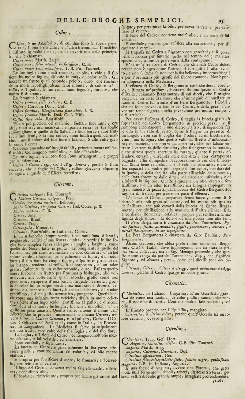 Cifhts, Cijìus ; è un Arbofcello , di cui due fona le fpezie gene¬ rali , T uno è mafchio, e P altro e femmina. Il mafchio è diftinto in molte fpezie ; ne defcrjverò una delle principa¬ li; ella è chiamata Cijìus mas. Matth. Lugd. , Cijìus mas, folio rotunao birfutiffimo. C. B. Cijìus major folio rotundiore. I. B. Pit. Tournef. Le fue foglie fono quafi rotonde, pelofe, ruvide ; il fuo fiore hà molte foglie, difpolle in rofa, di color roffo . Gli fuccede un frutto quali rotondo, pelofo, duro, che rinchiu¬ de in molti ripoltigli alcuni femi minuti , di colore tra ’l rollo, e ’l giallo ; le fue radici fono legnofe , forcute , che molto fi dilatano. La femmina è chiamata Cijìus fami a a folio Salvia . C. B. Cijìus s Cord, in Diofc. Casf. Cijìus fami a a , Monfpeliana flore albo. I. B. Cijìus famina Matth. Dod. Ciuf. Hill. Cijìus flore albo. Rau'Wolffi Ella è più picciola del mafchio , Getta i fuoi rami , ora alti, e diritti, ora incurvati, e fparfi a terra ; le fue foglie ralfomigliano a quelle della Salvia, i fuoi fiori, i fuoi frut¬ ti, i fuoi femi, e la fua radice, fono limili a quelli del maf¬ chio , ma il colore del fuo fiore è bianco, ò alle volte giaP lo come P ocrea. Nafcono amendue ne’ luoghi faffofi, principalmente ne’Pae- fi caldi. Contengono molt’ olio, e fale elfenziale. Le loro foglie, e i loro fiori fono aftringenti , e proprj per la difenteria. Cijìus à Graco yjs®, vel à fri®* hedera , perchè è flato trovato, che le foglie del Cijìus , ralfomigliavano alquanto in figura a quelle dell’ EUera terreflre. C'itreim. Citreum vulvare. Pit. Tournef. Malum Citreum vulgate . Ferr. Citria, & mala medica. Bellonii. Mala Citrina, & poma Citria. l'ud, Occid, p. 8, Malus medica . C. B. Citrus. Ang. Citrum . Brunf. Citria. Trag. Citrungula. Monardi. Citrones. Rau\/olff. in Italiano, Cedro. E’ un Arbofcello fempre verde, i cui rami fona dilatati , pieghevoli, velliti d’una fcorza, unita, e verde; le fue fo¬ glie fono femplici fenza calcagno , lunghe , larghe , come quelle del Noce, fatte in punta , raffomiglianti a quelle del Lauro, ma più carnute, merlate ne’ loro contorni, d’ un bei colore verde, rilucente, principalmente di fopra, d’un odor forte ; il fuo fiore ha cinque foglie , difpolle in giro, di co¬ lor bianco, tendente al roffo, ò al porporino , 3’ un odor rato, foftenute da un calice rotondo, duro. Paflato quello ore, li forma un frutto per l’ordinario bislungo, alle vol¬ te ovato, alle volte anche quafi rotondo, groflo come una gran pera, ricoperto d’una buccia ineguale, carnuta , grol¬ la di color fui principio verde ; ma maturando diventa ce¬ drino , e rilucente al di fuori, bianco al di dentro, d’un odor granfiano, e d’un gulto aromatico, pungente . Quella buc¬ cia copre una follanza tutta vefciche, divifa in molte cellet¬ te, ripiene d’un fugo acido, gratifiìmo al gulto, e d’alcuni femi duri al di fuori, bislunghi, bianchi , midollofi , d’ un gufto un poco amaro . Queito frutto ritiene il nome dell’ Albero, che lo produce ; imperocché fi chiama Citrum, ov¬ vero Ciao, b Malum Citreum, e in Italiano, Cedro. Il Ce¬ dro è coltivato ne’ Paefi caldi, come in Italia , in Proven¬ za , in Linguadoca , La Medicina fi ferve principalmente del fuo frutto, rare volte della fua foglia , e del fuo fiore. La loglia, e ’l fiore del Cedro, contengono molt’olio mez¬ zo efaltato, e fai volatile, ed eflènziale. Sono cordiali, e fortificanti. La buccia del Cedro, e principalmente la fua parte cite¬ riore gialla , contiene molto fai volatile , ed olio mezzo efaltato. E’propria per fortificare il cuore, lo fiomaco, e Scervel¬ lo, per refiltere al veleno. Il lugo del Cedro, contiene molto fale efienziale, e flem¬ ma, pochjflìmo olio. E’cordiale, rini'refcante, proprio per fedare gli ardori del fangue, per precipitar la bile, per cavar la fetc , per refi- fiere al veleno. Il feme del Cedro, contiene molt’ olio, e un poco di fai volatile . E’cordiale; proprio per refiftere alla corruzione ; per if- cacciare i vermi. Si trapafla un Cedro all’intorno con garofani, e fi porta nella faccoccia per fiutarlo fpefTo nel tempo delle malattie epidemiche, affine di prefervarfi dalla contagione. V’ha un’altra fpezie di Cedro, che chiamafi Cedro dolce, perchè non è agro come l’altro ; il fuo gufto è affai fcipi- to, e non fi fiima fe non per la fua bellezza ; imperocché egli è per F ordinario più groffo del Cedro comune. Non è pun¬ to adoperato nella Medicina, L’efienza di Cedro, ò Bergamotto così odorifera, cordia¬ le , e fiimata ne’ profumi, è cavata da una fpezie di Cedro d’Italia, chiamato Bergamotto, di cui dicefi, che F origine venga da un certo Italiano, che s’immaginò d’innefiare un ramo di Cedro fui tronco d’un Pero Bergamotto. I Cedri , che ne fono provenuti hanno del Cedro, e della pera; l’in¬ ventore tenne fegreta quefia invenzione per molto tempo , 1 e fi arricchì. Per cavar l’effenza di Cedro, fi taglia la buccia gialla, ò fuperfiziale del Cedro Bergamotto in piccioli pezzi , e fi rompono incontanente l’uno dietro l’altro, ftringendoli, fra le dita in un vafo di vetro , come fi ftrigne un pezzetto di melangolo , con cui fi voglia dar F odore ad un bicchiere di vino ; ma bifogna, che quello vafo fia firetto d’imboccatu¬ ra ; in maniera, che non vi fia apertura, che per lafciar en¬ trare Fefiremità delle due dita, che firingeranno la buccia, e che altresì quella apertura fia turata, quanto fi potrà, ef- fendovi entrate Fefiremità delle due dita , con cartapecora bagnata, affin d’impedire l’evaporazione di ciò, che fi ricer¬ ca. Starà bene eziandio, che il vaiò fia panciuto, e che la fua capacità fia molto più larga dei fuo collo , per dare del¬ lo fpazio, e della facilità alla parte effenziale della buccia , eh’è fiata fpremuta dalle dita , di circolare ufeendo , e di rifolverfi in liquore. Quello liquore è un olio etereo , fot- tililfimo, e d’un odor foaviflimo, ma bifogna impiegare un gran numero di pezzetti della buccia del Cedro Bergamotto, tagliati di frefeo, per avete un poco d’efienza. L’efienza di Cedro , preparata fenza fuoco , come fi è detto è aliai più grata all’odore, ed hà molto più qualità dell’effenza, che può cavarli dalia buccia di Cedro Berga¬ motto, per diltillazione alla maniera dell’altre elfenze. Ella è cordiale, fiomacale, cefalica, propria per refifiere alla ma¬ lignità degli umori ; la dofe è da una goccia fino alle fei . Il Pero Bergamotto è chiamato da Pit. Tournefort. Py- rus fativa, fruHu autumnali, fejjili, face barato , odorato , e viridi flavefeente, in ore liquejcente. La Pera Bergamotta è chiamata da Gio: Bauhin . Pira Bergamotta. Alcuni credono, che abbia prefo il fuo nome da Berga¬ mo, Città d’Italia, dove fuppongono, che fia fiata la pri¬ ma volta coltivata ; ma il Sig. Menage pretende , che que¬ llo npme venga da parole Turchefche. Beg. , che .fìgnifica Signore , ed Armout i pera , come chi dicerie pera del Si¬ gnore . Citreum , Citrum , Citrus à xi7p® , quod deducatur à xeàf® Cedrus, perchè il Cedro fparge un odor grato. Citrine Uà. Citrinella, in Italiano, Lugarino. E’un Uccelletto gran¬ de come una Lodola, di color giallo ; canta dolcemen¬ te , fi nodrifee di femi . Contiene molto fale volatile , ed olio . E’ filmato proprio per F Epileffia, mangiato . Citrinella, à citrino colore, perchè quell’ Uccello hà un co¬ lore cedrino , ovvero giallo . Qitrullus • Cltrullus, Trag. Gef. Hort. Anguria, Qitrullus di èia. C. B. Pit. Tournef. Anguria Matth. Ang. Anguria, Cucumis, Citrullus. Dod. Citrullus ojficinarum. Ger. Citrullus folio colocyntbidis fe&o, /emine nigro, quibufdam Anguria. I. B. In Italiano, Anguria. E’ una fpezie d’Anguria, ovvero una Pianta , che getta molti fufii fermentolì, deboli, teneri, firifeianti a terra, pe^ lofi, vefiiti di foglie grandi, ampie, intagliate profondamente, pelofe,